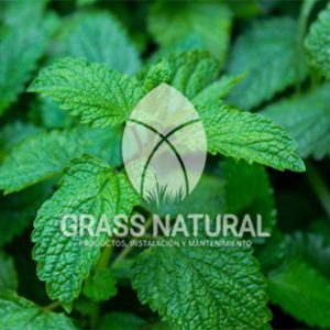 poner pasto en rollo,como plantar cesped en tierra dura,venta de grass natural en huancayo,grass americano,como hacer panes de cesped tipos de jardineria,jardineria cursos,servicio de jardineria,importancia de jardineria,jardineria herramientas,jardineria y plantas,jardineria y paisajismo,jardineria macetas,tipos de jardineria,jardineria cursos,servicio de jardineria,importancia de jardineria,jardineria herramientas,jardineria y plantas,jardineria y paisajismo,jardineria macetas,instalacion de grass sintetico pdf,como instalar grass sintetico,instalacion de grass natural,grass sintetico deportivo,grass sintetico decorativo,como colocar cesped sintetico para canchas,instalacion de grass sintetico sobre losa de concreto,procedimiento de instalacion de grass sintetico,como poner pasto natural,cómo preparar la tierra para poner pasto en rollo,como plantar cesped en tierra dura,venta de grass natural en huancayo,grass americano,como hacer panes de cesped caseros,como instalar grama,cesped en rollo,grass americano promart,grass americano descripcion,venta de grass americano en huachipa,grass japones,grass paspalum,grass americano chaclacayo,grass natural precio maestro,grass americano en lurin,grass paspalum lima,semilla grass paspalum,pasto paspalum caracteristicas,grass americano,grass bermuda,pasto paspalum precio,diferencia entre grass americano y paspalum,tipos de grass,semillas de cesped para jardin,pasto que no necesita corte,tipos de cesped para canchas de futbol,tipos de pasto para sombra,cesped caracteristicas,tipos de pasto san agustin,cesped natural para jardin,cesped kikuyo,como poner pasto natural,cómo preparar la tierra para caseros,como instalar grama,cesped en rollo,cómo preparar la tierra para poner pasto en rollo,como poner pasto en semilla,pasto alfombra natural,como sembrar pasto alfombra,cuidado del pasto en rollo recien plantado,instalacion de cesped natural,pasto sintetico,pasto chino cuidados,cómo preparar la tierra para poner pasto en rollo,como poner pasto en semilla,pasto alfombra natural,como sembrar pasto alfombra,cuidado del pasto en rollo recien plantado,instalacion de cesped natural,pasto sintetico,pasto chino cuidados,venta de plantas al por mayor,venta de plantas ornamentales en lima,venta de plantas de flores,venta de plantas en trujillo,venta de plantas por internet,venta de plantas en piura,viveros en lurin,viveros en lurin pachacamac,venta de plantas al por mayor,venta de plantas ornamentales en lima,viveros en lurin,viveros en la molina,viveros en lurin pachacamac,flor de loto venta peru,viveros en chorrillos ,venta de plantas online,venta de plantas al por mayor en lima,venta de plantas ornamentales,venta de plantas de flores,viveros en lurin,venta de plantas en magdalena,venta de plantas online,viveros en lurin pachacamac,viveros en la molina,venta de grass natural en lurin,venta de grass natural en puente piedra,grass natural precio maestro,venta de grass japones en lima,venta de grass natural en piura,venta de grass natural en comas,semilla de grass,venta de grass chino en lima,semilla grass bermuda black jack,grass americano,semillas de cesped para jardin,grass natural precio maestro,grass natural promart,crecimiento de grass,grass para parques,venta de cesped natural,venta de grass natural en lurin,venta de grass natural en puente piedra,grass natural precio maestro,venta de grass japones en lima,venta de grass natural en piura,venta de grass natural en comas,venta de grass sintetico,venta de grass chino en lima,venta de grass natural en lurin,venta de grass natural en puente piedra,grass natural precio maestro,venta de grass japones en lima,venta de grass natural en piura,venta de grass natural en comas,venta de grass sintetico,venta de grass chino en lima Para más información nos puedes llamar al 921 839 832 o escribirnos aI ventas@grassnatural.com