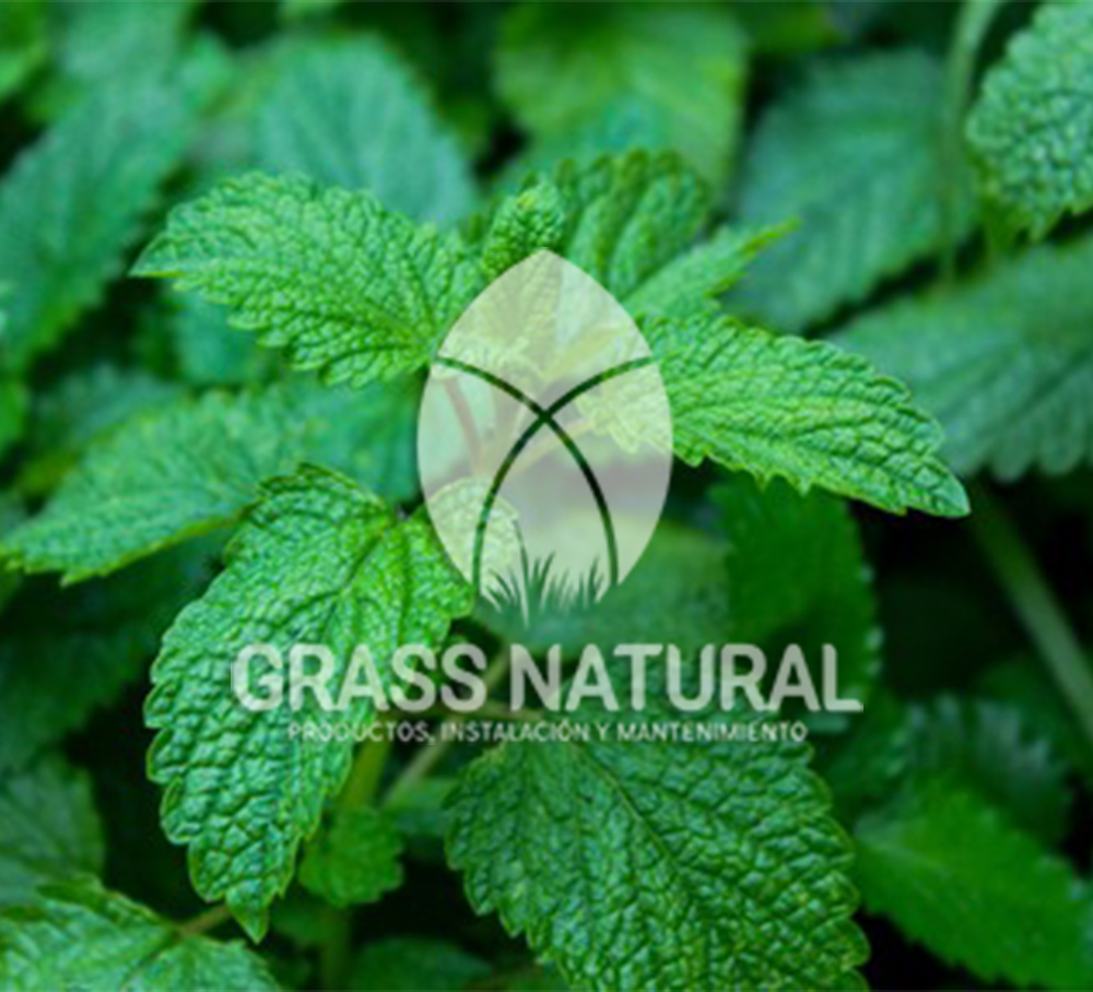 poner pasto en rollo,como plantar cesped en tierra dura,venta de grass natural en huancayo,grass americano,como hacer panes de cesped tipos de jardineria,jardineria cursos,servicio de jardineria,importancia de jardineria,jardineria herramientas,jardineria y plantas,jardineria y paisajismo,jardineria macetas,tipos de jardineria,jardineria cursos,servicio de jardineria,importancia de jardineria,jardineria herramientas,jardineria y plantas,jardineria y paisajismo,jardineria macetas,instalacion de grass sintetico pdf,como instalar grass sintetico,instalacion de grass natural,grass sintetico deportivo,grass sintetico decorativo,como colocar cesped sintetico para canchas,instalacion de grass sintetico sobre losa de concreto,procedimiento de instalacion de grass sintetico,como poner pasto natural,cómo preparar la tierra para poner pasto en rollo,como plantar cesped en tierra dura,venta de grass natural en huancayo,grass americano,como hacer panes de cesped caseros,como instalar grama,cesped en rollo,grass americano promart,grass americano descripcion,venta de grass americano en huachipa,grass japones,grass paspalum,grass americano chaclacayo,grass natural precio maestro,grass americano en lurin,grass paspalum lima,semilla grass paspalum,pasto paspalum caracteristicas,grass americano,grass bermuda,pasto paspalum precio,diferencia entre grass americano y paspalum,tipos de grass,semillas de cesped para jardin,pasto que no necesita corte,tipos de cesped para canchas de futbol,tipos de pasto para sombra,cesped caracteristicas,tipos de pasto san agustin,cesped natural para jardin,cesped kikuyo,como poner pasto natural,cómo preparar la tierra para caseros,como instalar grama,cesped en rollo,cómo preparar la tierra para poner pasto en rollo,como poner pasto en semilla,pasto alfombra natural,como sembrar pasto alfombra,cuidado del pasto en rollo recien plantado,instalacion de cesped natural,pasto sintetico,pasto chino cuidados,cómo preparar la tierra para poner pasto en rollo,como poner pasto en semilla,pasto alfombra natural,como sembrar pasto alfombra,cuidado del pasto en rollo recien plantado,instalacion de cesped natural,pasto sintetico,pasto chino cuidados,venta de plantas al por mayor,venta de plantas ornamentales en lima,venta de plantas de flores,venta de plantas en trujillo,venta de plantas por internet,venta de plantas en piura,viveros en lurin,viveros en lurin pachacamac,venta de plantas al por mayor,venta de plantas ornamentales en lima,viveros en lurin,viveros en la molina,viveros en lurin pachacamac,flor de loto venta peru,viveros en chorrillos ,venta de plantas online,venta de plantas al por mayor en lima,venta de plantas ornamentales,venta de plantas de flores,viveros en lurin,venta de plantas en magdalena,venta de plantas online,viveros en lurin pachacamac,viveros en la molina,venta de grass natural en lurin,venta de grass natural en puente piedra,grass natural precio maestro,venta de grass japones en lima,venta de grass natural en piura,venta de grass natural en comas,semilla de grass,venta de grass chino en lima,semilla grass bermuda black jack,grass americano,semillas de cesped para jardin,grass natural precio maestro,grass natural promart,crecimiento de grass,grass para parques,venta de cesped natural,venta de grass natural en lurin,venta de grass natural en puente piedra,grass natural precio maestro,venta de grass japones en lima,venta de grass natural en piura,venta de grass natural en comas,venta de grass sintetico,venta de grass chino en lima,venta de grass natural en lurin,venta de grass natural en puente piedra,grass natural precio maestro,venta de grass japones en lima,venta de grass natural en piura,venta de grass natural en comas,venta de grass sintetico,venta de grass chino en lima Para más información nos puedes llamar al 921 839 832 o escribirnos aI ventas@grassnatural.com