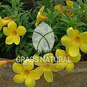 tipos de jardineria,jardineria cursos,servicio de jardineria,importancia de jardineria,jardineria herramientas,jardineria y plantas,jardineria y paisajismo,jardineria macetas,tipos de jardineria,jardineria cursos,servicio de jardineria,importancia de jardineria,jardineria herramientas,jardineria y plantas,jardineria y paisajismo,jardineria macetas,instalacion de grass sintetico pdf,como instalar grass sintetico,instalacion de grass natural,grass sintetico deportivo,grass sintetico decorativo,como colocar cesped sintetico para canchas,instalacion de grass sintetico sobre losa de concreto,procedimiento de instalacion de grass sintetico,como poner pasto natural,cómo preparar la tierra para poner pasto en rollo,como plantar cesped en tierra dura,venta de grass natural en huancayo,grass americano,como hacer panes de cesped caseros,como instalar grama,cesped en rollo,grass americano promart,grass americano descripcion,venta de grass americano en huachipa,grass japones,grass paspalum,grass americano chaclacayo,grass natural precio maestro,grass americano en lurin,grass paspalum lima,semilla grass paspalum,pasto paspalum caracteristicas,grass americano,grass bermuda,pasto paspalum precio,diferencia entre grass americano y paspalum,tipos de grass,semillas de cesped para jardin,pasto que no necesita corte,tipos de cesped para canchas de futbol,tipos de pasto para sombra,cesped caracteristicas,tipos de pasto san agustin,cesped natural para jardin,cesped kikuyo,como poner pasto natural,cómo preparar la tierra para poner pasto en rollo,como plantar cesped en tierra dura,venta de grass natural en huancayo,grass americano,como hacer panes de cesped caseros,como instalar grama,cesped en rollo,cómo preparar la tierra para poner pasto en rollo,como poner pasto en semilla,pasto alfombra natural,como sembrar pasto alfombra,cuidado del pasto en rollo recien plantado,instalacion de cesped natural,pasto sintetico,pasto chino cuidados,cómo preparar la tierra para poner pasto en rollo,como poner pasto en semilla,pasto alfombra natural,como sembrar pasto alfombra,cuidado del pasto en rollo recien plantado,instalacion de cesped natural,pasto sintetico,pasto chino cuidados,venta de plantas al por mayor,venta de plantas ornamentales en lima,venta de plantas de flores,venta de plantas en trujillo,venta de plantas por internet,venta de plantas en piura,viveros en lurin,viveros en lurin pachacamac,venta de plantas al por mayor,venta de plantas ornamentales en lima,viveros en lurin,viveros en la molina,viveros en lurin pachacamac,flor de loto venta peru,viveros en chorrillos ,venta de plantas online,venta de plantas al por mayor en lima,venta de plantas ornamentales,venta de plantas de flores,viveros en lurin,venta de plantas en magdalena,venta de plantas online,viveros en lurin pachacamac,viveros en la molina,venta de grass natural en lurin,venta de grass natural en puente piedra,grass natural precio maestro,venta de grass japones en lima,venta de grass natural en piura,venta de grass natural en comas,semilla de grass,venta de grass chino en lima,semilla grass bermuda black jack,grass americano,semillas de cesped para jardin,grass natural precio maestro,grass natural promart,crecimiento de grass,grass para parques,venta de cesped natural,venta de grass natural en lurin,venta de grass natural en puente piedra,grass natural precio maestro,venta de grass japones en lima,venta de grass natural en piura,venta de grass natural en comas,venta de grass sintetico,venta de grass chino en lima,venta de grass natural en lurin,venta de grass natural en puente piedra,grass natural precio maestro,venta de grass japones en lima,venta de grass natural en piura,venta de grass natural en comas,venta de grass sintetico,venta de grass chino en lima