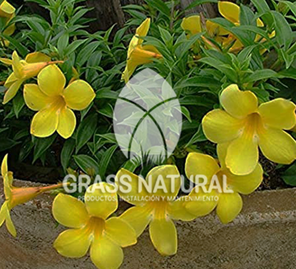 tipos de jardineria,jardineria cursos,servicio de jardineria,importancia de jardineria,jardineria herramientas,jardineria y plantas,jardineria y paisajismo,jardineria macetas,tipos de jardineria,jardineria cursos,servicio de jardineria,importancia de jardineria,jardineria herramientas,jardineria y plantas,jardineria y paisajismo,jardineria macetas,instalacion de grass sintetico pdf,como instalar grass sintetico,instalacion de grass natural,grass sintetico deportivo,grass sintetico decorativo,como colocar cesped sintetico para canchas,instalacion de grass sintetico sobre losa de concreto,procedimiento de instalacion de grass sintetico,como poner pasto natural,cómo preparar la tierra para poner pasto en rollo,como plantar cesped en tierra dura,venta de grass natural en huancayo,grass americano,como hacer panes de cesped caseros,como instalar grama,cesped en rollo,grass americano promart,grass americano descripcion,venta de grass americano en huachipa,grass japones,grass paspalum,grass americano chaclacayo,grass natural precio maestro,grass americano en lurin,grass paspalum lima,semilla grass paspalum,pasto paspalum caracteristicas,grass americano,grass bermuda,pasto paspalum precio,diferencia entre grass americano y paspalum,tipos de grass,semillas de cesped para jardin,pasto que no necesita corte,tipos de cesped para canchas de futbol,tipos de pasto para sombra,cesped caracteristicas,tipos de pasto san agustin,cesped natural para jardin,cesped kikuyo,como poner pasto natural,cómo preparar la tierra para poner pasto en rollo,como plantar cesped en tierra dura,venta de grass natural en huancayo,grass americano,como hacer panes de cesped caseros,como instalar grama,cesped en rollo,cómo preparar la tierra para poner pasto en rollo,como poner pasto en semilla,pasto alfombra natural,como sembrar pasto alfombra,cuidado del pasto en rollo recien plantado,instalacion de cesped natural,pasto sintetico,pasto chino cuidados,cómo preparar la tierra para poner pasto en rollo,como poner pasto en semilla,pasto alfombra natural,como sembrar pasto alfombra,cuidado del pasto en rollo recien plantado,instalacion de cesped natural,pasto sintetico,pasto chino cuidados,venta de plantas al por mayor,venta de plantas ornamentales en lima,venta de plantas de flores,venta de plantas en trujillo,venta de plantas por internet,venta de plantas en piura,viveros en lurin,viveros en lurin pachacamac,venta de plantas al por mayor,venta de plantas ornamentales en lima,viveros en lurin,viveros en la molina,viveros en lurin pachacamac,flor de loto venta peru,viveros en chorrillos ,venta de plantas online,venta de plantas al por mayor en lima,venta de plantas ornamentales,venta de plantas de flores,viveros en lurin,venta de plantas en magdalena,venta de plantas online,viveros en lurin pachacamac,viveros en la molina,venta de grass natural en lurin,venta de grass natural en puente piedra,grass natural precio maestro,venta de grass japones en lima,venta de grass natural en piura,venta de grass natural en comas,semilla de grass,venta de grass chino en lima,semilla grass bermuda black jack,grass americano,semillas de cesped para jardin,grass natural precio maestro,grass natural promart,crecimiento de grass,grass para parques,venta de cesped natural,venta de grass natural en lurin,venta de grass natural en puente piedra,grass natural precio maestro,venta de grass japones en lima,venta de grass natural en piura,venta de grass natural en comas,venta de grass sintetico,venta de grass chino en lima,venta de grass natural en lurin,venta de grass natural en puente piedra,grass natural precio maestro,venta de grass japones en lima,venta de grass natural en piura,venta de grass natural en comas,venta de grass sintetico,venta de grass chino en lima
