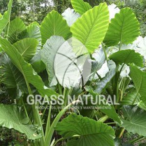 tipos de jardineria,jardineria cursos,servicio de jardineria,importancia de jardineria,jardineria herramientas,jardineria y plantas,jardineria y paisajismo,jardineria macetas,tipos de jardineria,jardineria cursos,servicio de jardineria,importancia de jardineria,jardineria herramientas,jardineria y plantas,jardineria y paisajismo,jardineria macetas,instalacion de grass sintetico pdf,como instalar grass sintetico,instalacion de grass natural,grass sintetico deportivo,grass sintetico decorativo,como colocar cesped sintetico para canchas,instalacion de grass sintetico sobre losa de concreto,procedimiento de instalacion de grass sintetico,como poner pasto natural,cómo preparar la tierra para poner pasto en rollo,como plantar cesped en tierra dura,venta de grass natural en huancayo,grass americano,como hacer panes de cesped caseros,como instalar grama,cesped en rollo,grass americano promart,grass americano descripcion,venta de grass americano en huachipa,grass japones,grass paspalum,grass americano chaclacayo,grass natural precio maestro,grass americano en lurin,grass paspalum lima,semilla grass paspalum,pasto paspalum caracteristicas,grass americano,grass bermuda,pasto paspalum precio,diferencia entre grass americano y paspalum,tipos de grass,semillas de cesped para jardin,pasto que no necesita corte,tipos de cesped para canchas de futbol,tipos de pasto para sombra,cesped caracteristicas,tipos de pasto san agustin,cesped natural para jardin,cesped kikuyo,como poner pasto natural,cómo preparar la tierra para poner pasto en rollo,como plantar cesped en tierra dura,venta de grass natural en huancayo,grass americano,como hacer panes de cesped caseros,como instalar grama,cesped en rollo,cómo preparar la tierra para poner pasto en rollo,como poner pasto en semilla,pasto alfombra natural,como sembrar pasto alfombra,cuidado del pasto en rollo recien plantado,instalacion de cesped natural,pasto sintetico,pasto chino cuidados,cómo preparar la tierra para poner pasto en rollo,como poner pasto en semilla,pasto alfombra natural,como sembrar pasto alfombra,cuidado del pasto en rollo recien plantado,instalacion de cesped natural,pasto sintetico,pasto chino cuidados,venta de plantas al por mayor,venta de plantas ornamentales en lima,venta de plantas de flores,venta de plantas en trujillo,venta de plantas por internet,venta de plantas en piura,viveros en lurin,viveros en lurin pachacamac,venta de plantas al por mayor,venta de plantas ornamentales en lima,viveros en lurin,viveros en la molina,viveros en lurin pachacamac,flor de loto venta peru,viveros en chorrillos ,venta de plantas online,venta de plantas al por mayor en lima,venta de plantas ornamentales,venta de plantas de flores,viveros en lurin,venta de plantas en magdalena,venta de plantas online,viveros en lurin pachacamac,viveros en la molina,venta de grass natural en lurin,venta de grass natural en puente piedra,grass natural precio maestro,venta de grass japones en lima,venta de grass natural en piura,venta de grass natural en comas,semilla de grass,venta de grass chino en lima,semilla grass bermuda black jack,grass americano,semillas de cesped para jardin,grass natural precio maestro,grass natural promart,crecimiento de grass,grass para parques,venta de cesped natural,venta de grass natural en lurin,venta de grass natural en puente piedra,grass natural precio maestro,venta de grass japones en lima,venta de grass natural en piura,venta de grass natural en comas,venta de grass sintetico,venta de grass chino en lima,venta de grass natural en lurin,venta de grass natural en puente piedra,grass natural precio maestro,venta de grass japones en lima,venta de grass natural en piura,venta de grass natural en comas,venta de grass sintetico,venta de grass chino en lima
