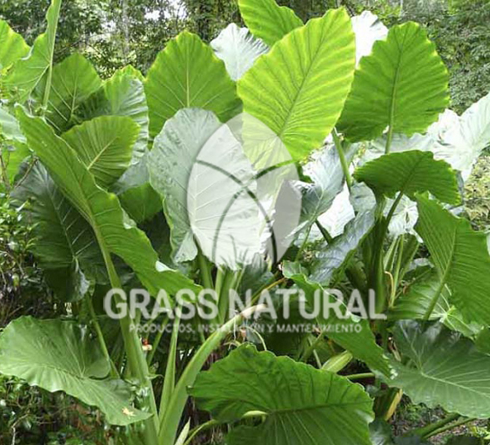 tipos de jardineria,jardineria cursos,servicio de jardineria,importancia de jardineria,jardineria herramientas,jardineria y plantas,jardineria y paisajismo,jardineria macetas,tipos de jardineria,jardineria cursos,servicio de jardineria,importancia de jardineria,jardineria herramientas,jardineria y plantas,jardineria y paisajismo,jardineria macetas,instalacion de grass sintetico pdf,como instalar grass sintetico,instalacion de grass natural,grass sintetico deportivo,grass sintetico decorativo,como colocar cesped sintetico para canchas,instalacion de grass sintetico sobre losa de concreto,procedimiento de instalacion de grass sintetico,como poner pasto natural,cómo preparar la tierra para poner pasto en rollo,como plantar cesped en tierra dura,venta de grass natural en huancayo,grass americano,como hacer panes de cesped caseros,como instalar grama,cesped en rollo,grass americano promart,grass americano descripcion,venta de grass americano en huachipa,grass japones,grass paspalum,grass americano chaclacayo,grass natural precio maestro,grass americano en lurin,grass paspalum lima,semilla grass paspalum,pasto paspalum caracteristicas,grass americano,grass bermuda,pasto paspalum precio,diferencia entre grass americano y paspalum,tipos de grass,semillas de cesped para jardin,pasto que no necesita corte,tipos de cesped para canchas de futbol,tipos de pasto para sombra,cesped caracteristicas,tipos de pasto san agustin,cesped natural para jardin,cesped kikuyo,como poner pasto natural,cómo preparar la tierra para poner pasto en rollo,como plantar cesped en tierra dura,venta de grass natural en huancayo,grass americano,como hacer panes de cesped caseros,como instalar grama,cesped en rollo,cómo preparar la tierra para poner pasto en rollo,como poner pasto en semilla,pasto alfombra natural,como sembrar pasto alfombra,cuidado del pasto en rollo recien plantado,instalacion de cesped natural,pasto sintetico,pasto chino cuidados,cómo preparar la tierra para poner pasto en rollo,como poner pasto en semilla,pasto alfombra natural,como sembrar pasto alfombra,cuidado del pasto en rollo recien plantado,instalacion de cesped natural,pasto sintetico,pasto chino cuidados,venta de plantas al por mayor,venta de plantas ornamentales en lima,venta de plantas de flores,venta de plantas en trujillo,venta de plantas por internet,venta de plantas en piura,viveros en lurin,viveros en lurin pachacamac,venta de plantas al por mayor,venta de plantas ornamentales en lima,viveros en lurin,viveros en la molina,viveros en lurin pachacamac,flor de loto venta peru,viveros en chorrillos ,venta de plantas online,venta de plantas al por mayor en lima,venta de plantas ornamentales,venta de plantas de flores,viveros en lurin,venta de plantas en magdalena,venta de plantas online,viveros en lurin pachacamac,viveros en la molina,venta de grass natural en lurin,venta de grass natural en puente piedra,grass natural precio maestro,venta de grass japones en lima,venta de grass natural en piura,venta de grass natural en comas,semilla de grass,venta de grass chino en lima,semilla grass bermuda black jack,grass americano,semillas de cesped para jardin,grass natural precio maestro,grass natural promart,crecimiento de grass,grass para parques,venta de cesped natural,venta de grass natural en lurin,venta de grass natural en puente piedra,grass natural precio maestro,venta de grass japones en lima,venta de grass natural en piura,venta de grass natural en comas,venta de grass sintetico,venta de grass chino en lima,venta de grass natural en lurin,venta de grass natural en puente piedra,grass natural precio maestro,venta de grass japones en lima,venta de grass natural en piura,venta de grass natural en comas,venta de grass sintetico,venta de grass chino en lima