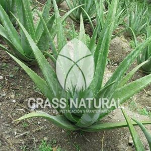 tipos de jardineria,jardineria cursos,servicio de jardineria,importancia de jardineria,jardineria herramientas,jardineria y plantas,jardineria y paisajismo,jardineria macetas,tipos de jardineria,jardineria cursos,servicio de jardineria,importancia de jardineria,jardineria herramientas,jardineria y plantas,jardineria y paisajismo,jardineria macetas,instalacion de grass sintetico pdf,como instalar grass sintetico,instalacion de grass natural,grass sintetico deportivo,grass sintetico decorativo,como colocar cesped sintetico para canchas,instalacion de grass sintetico sobre losa de concreto,procedimiento de instalacion de grass sintetico,como poner pasto natural,cómo preparar la tierra para poner pasto en rollo,como plantar cesped en tierra dura,venta de grass natural en huancayo,grass americano,como hacer panes de cesped caseros,como instalar grama,cesped en rollo,grass americano promart,grass americano descripcion,venta de grass americano en huachipa,grass japones,grass paspalum,grass americano chaclacayo,grass natural precio maestro,grass americano en lurin,grass paspalum lima,semilla grass paspalum,pasto paspalum caracteristicas,grass americano,grass bermuda,pasto paspalum precio,diferencia entre grass americano y paspalum,tipos de grass,semillas de cesped para jardin,pasto que no necesita corte,tipos de cesped para canchas de futbol,tipos de pasto para sombra,cesped caracteristicas,tipos de pasto san agustin,cesped natural para jardin,cesped kikuyo,como poner pasto natural,cómo preparar la tierra para poner pasto en rollo,como plantar cesped en tierra dura,venta de grass natural en huancayo,grass americano,como hacer panes de cesped caseros,como instalar grama,cesped en rollo,cómo preparar la tierra para poner pasto en rollo,como poner pasto en semilla,pasto alfombra natural,como sembrar pasto alfombra,cuidado del pasto en rollo recien plantado,instalacion de cesped natural,pasto sintetico,pasto chino cuidados,cómo preparar la tierra para poner pasto en rollo,como poner pasto en semilla,pasto alfombra natural,como sembrar pasto alfombra,cuidado del pasto en rollo recien plantado,instalacion de cesped natural,pasto sintetico,pasto chino cuidados,venta de plantas al por mayor,venta de plantas ornamentales en lima,venta de plantas de flores,venta de plantas en trujillo,venta de plantas por internet,venta de plantas en piura,viveros en lurin,viveros en lurin pachacamac,venta de plantas al por mayor,venta de plantas ornamentales en lima,viveros en lurin,viveros en la molina,viveros en lurin pachacamac,flor de loto venta peru,viveros en chorrillos ,venta de plantas online,venta de plantas al por mayor en lima,venta de plantas ornamentales,venta de plantas de flores,viveros en lurin,venta de plantas en magdalena,venta de plantas online,viveros en lurin pachacamac,viveros en la molina,venta de grass natural en lurin,venta de grass natural en puente piedra,grass natural precio maestro,venta de grass japones en lima,venta de grass natural en piura,venta de grass natural en comas,semilla de grass,venta de grass chino en lima,semilla grass bermuda black jack,grass americano,semillas de cesped para jardin,grass natural precio maestro,grass natural promart,crecimiento de grass,grass para parques,venta de cesped natural,venta de grass natural en lurin,venta de grass natural en puente piedra,grass natural precio maestro,venta de grass japones en lima,venta de grass natural en piura,venta de grass natural en comas,venta de grass sintetico,venta de grass chino en lima,venta de grass natural en lurin,venta de grass natural en puente piedra,grass natural precio maestro,venta de grass japones en lima,venta de grass natural en piura,venta de grass natural en comas,venta de grass sintetico,venta de grass chino en lima