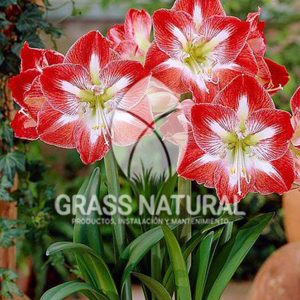 tipos de jardineria,jardineria cursos,servicio de jardineria,importancia de jardineria,jardineria herramientas,jardineria y plantas,jardineria y paisajismo,jardineria macetas,tipos de jardineria,jardineria cursos,servicio de jardineria,importancia de jardineria,jardineria herramientas,jardineria y plantas,jardineria y paisajismo,jardineria macetas,instalacion de grass sintetico pdf,como instalar grass sintetico,instalacion de grass natural,grass sintetico deportivo,grass sintetico decorativo,como colocar cesped sintetico para canchas,instalacion de grass sintetico sobre losa de concreto,procedimiento de instalacion de grass sintetico,como poner pasto natural,cómo preparar la tierra para poner pasto en rollo,como plantar cesped en tierra dura,venta de grass natural en huancayo,grass americano,como hacer panes de cesped caseros,como instalar grama,cesped en rollo,grass americano promart,grass americano descripcion,venta de grass americano en huachipa,grass japones,grass paspalum,grass americano chaclacayo,grass natural precio maestro,grass americano en lurin,grass paspalum lima,semilla grass paspalum,pasto paspalum caracteristicas,grass americano,grass bermuda,pasto paspalum precio,diferencia entre grass americano y paspalum,tipos de grass,semillas de cesped para jardin,pasto que no necesita corte,tipos de cesped para canchas de futbol,tipos de pasto para sombra,cesped caracteristicas,tipos de pasto san agustin,cesped natural para jardin,cesped kikuyo,como poner pasto natural,cómo preparar la tierra para poner pasto en rollo,como plantar cesped en tierra dura,venta de grass natural en huancayo,grass americano,como hacer panes de cesped caseros,como instalar grama,cesped en rollo,cómo preparar la tierra para poner pasto en rollo,como poner pasto en semilla,pasto alfombra natural,como sembrar pasto alfombra,cuidado del pasto en rollo recien plantado,instalacion de cesped natural,pasto sintetico,pasto chino cuidados,cómo preparar la tierra para poner pasto en rollo,como poner pasto en semilla,pasto alfombra natural,como sembrar pasto alfombra,cuidado del pasto en rollo recien plantado,instalacion de cesped natural,pasto sintetico,pasto chino cuidados,venta de plantas al por mayor,venta de plantas ornamentales en lima,venta de plantas de flores,venta de plantas en trujillo,venta de plantas por internet,venta de plantas en piura,viveros en lurin,viveros en lurin pachacamac,venta de plantas al por mayor,venta de plantas ornamentales en lima,viveros en lurin,viveros en la molina,viveros en lurin pachacamac,flor de loto venta peru,viveros en chorrillos ,venta de plantas online,venta de plantas al por mayor en lima,venta de plantas ornamentales,venta de plantas de flores,viveros en lurin,venta de plantas en magdalena,venta de plantas online,viveros en lurin pachacamac,viveros en la molina,venta de grass natural en lurin,venta de grass natural en puente piedra,grass natural precio maestro,venta de grass japones en lima,venta de grass natural en piura,venta de grass natural en comas,semilla de grass,venta de grass chino en lima,semilla grass bermuda black jack,grass americano,semillas de cesped para jardin,grass natural precio maestro,grass natural promart,crecimiento de grass,grass para parques,venta de cesped natural,venta de grass natural en lurin,venta de grass natural en puente piedra,grass natural precio maestro,venta de grass japones en lima,venta de grass natural en piura,venta de grass natural en comas,venta de grass sintetico,venta de grass chino en lima,venta de grass natural en lurin,venta de grass natural en puente piedra,grass natural precio maestro,venta de grass japones en lima,venta de grass natural en piura,venta de grass natural en comas,venta de grass sintetico,venta de grass chino en lima