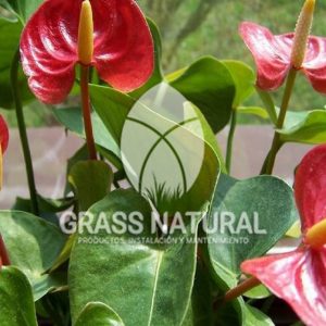 tipos de jardineria,jardineria cursos,servicio de jardineria,importancia de jardineria,jardineria herramientas,jardineria y plantas,jardineria y paisajismo,jardineria macetas,tipos de jardineria,jardineria cursos,servicio de jardineria,importancia de jardineria,jardineria herramientas,jardineria y plantas,jardineria y paisajismo,jardineria macetas,instalacion de grass sintetico pdf,como instalar grass sintetico,instalacion de grass natural,grass sintetico deportivo,grass sintetico decorativo,como colocar cesped sintetico para canchas,instalacion de grass sintetico sobre losa de concreto,procedimiento de instalacion de grass sintetico,como poner pasto natural,cómo preparar la tierra para poner pasto en rollo,como plantar cesped en tierra dura,venta de grass natural en huancayo,grass americano,como hacer panes de cesped caseros,como instalar grama,cesped en rollo,grass americano promart,grass americano descripcion,venta de grass americano en huachipa,grass japones,grass paspalum,grass americano chaclacayo,grass natural precio maestro,grass americano en lurin,grass paspalum lima,semilla grass paspalum,pasto paspalum caracteristicas,grass americano,grass bermuda,pasto paspalum precio,diferencia entre grass americano y paspalum,tipos de grass,semillas de cesped para jardin,pasto que no necesita corte,tipos de cesped para canchas de futbol,tipos de pasto para sombra,cesped caracteristicas,tipos de pasto san agustin,cesped natural para jardin,cesped kikuyo,como poner pasto natural,cómo preparar la tierra para poner pasto en rollo,como plantar cesped en tierra dura,venta de grass natural en huancayo,grass americano,como hacer panes de cesped caseros,como instalar grama,cesped en rollo,cómo preparar la tierra para poner pasto en rollo,como poner pasto en semilla,pasto alfombra natural,como sembrar pasto alfombra,cuidado del pasto en rollo recien plantado,instalacion de cesped natural,pasto sintetico,pasto chino cuidados,cómo preparar la tierra para poner pasto en rollo,como poner pasto en semilla,pasto alfombra natural,como sembrar pasto alfombra,cuidado del pasto en rollo recien plantado,instalacion de cesped natural,pasto sintetico,pasto chino cuidados,venta de plantas al por mayor,venta de plantas ornamentales en lima,venta de plantas de flores,venta de plantas en trujillo,venta de plantas por internet,venta de plantas en piura,viveros en lurin,viveros en lurin pachacamac,venta de plantas al por mayor,venta de plantas ornamentales en lima,viveros en lurin,viveros en la molina,viveros en lurin pachacamac,flor de loto venta peru,viveros en chorrillos ,venta de plantas online,venta de plantas al por mayor en lima,venta de plantas ornamentales,venta de plantas de flores,viveros en lurin,venta de plantas en magdalena,venta de plantas online,viveros en lurin pachacamac,viveros en la molina,venta de grass natural en lurin,venta de grass natural en puente piedra,grass natural precio maestro,venta de grass japones en lima,venta de grass natural en piura,venta de grass natural en comas,semilla de grass,venta de grass chino en lima,semilla grass bermuda black jack,grass americano,semillas de cesped para jardin,grass natural precio maestro,grass natural promart,crecimiento de grass,grass para parques,venta de cesped natural,venta de grass natural en lurin,venta de grass natural en puente piedra,grass natural precio maestro,venta de grass japones en lima,venta de grass natural en piura,venta de grass natural en comas,venta de grass sintetico,venta de grass chino en lima,venta de grass natural en lurin,venta de grass natural en puente piedra,grass natural precio maestro,venta de grass japones en lima,venta de grass natural en piura,venta de grass natural en comas,venta de grass sintetico,venta de grass chino en lima