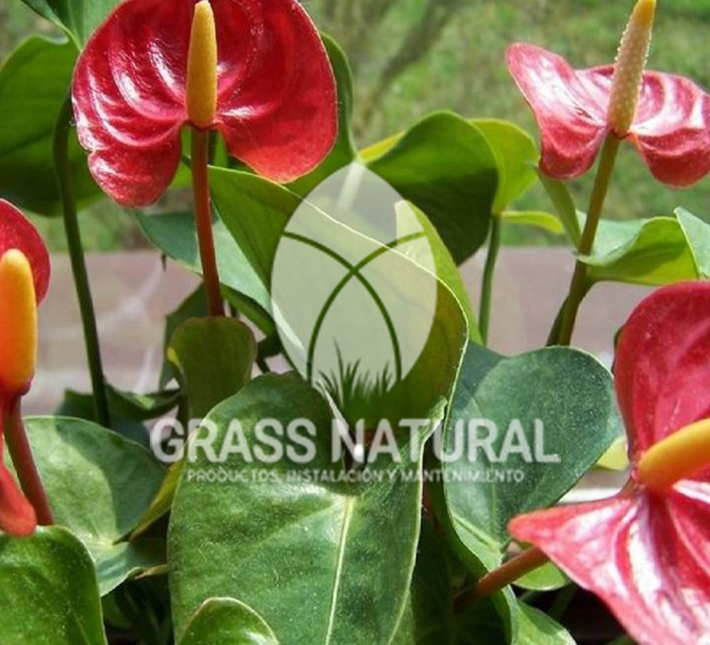 tipos de jardineria,jardineria cursos,servicio de jardineria,importancia de jardineria,jardineria herramientas,jardineria y plantas,jardineria y paisajismo,jardineria macetas,tipos de jardineria,jardineria cursos,servicio de jardineria,importancia de jardineria,jardineria herramientas,jardineria y plantas,jardineria y paisajismo,jardineria macetas,instalacion de grass sintetico pdf,como instalar grass sintetico,instalacion de grass natural,grass sintetico deportivo,grass sintetico decorativo,como colocar cesped sintetico para canchas,instalacion de grass sintetico sobre losa de concreto,procedimiento de instalacion de grass sintetico,como poner pasto natural,cómo preparar la tierra para poner pasto en rollo,como plantar cesped en tierra dura,venta de grass natural en huancayo,grass americano,como hacer panes de cesped caseros,como instalar grama,cesped en rollo,grass americano promart,grass americano descripcion,venta de grass americano en huachipa,grass japones,grass paspalum,grass americano chaclacayo,grass natural precio maestro,grass americano en lurin,grass paspalum lima,semilla grass paspalum,pasto paspalum caracteristicas,grass americano,grass bermuda,pasto paspalum precio,diferencia entre grass americano y paspalum,tipos de grass,semillas de cesped para jardin,pasto que no necesita corte,tipos de cesped para canchas de futbol,tipos de pasto para sombra,cesped caracteristicas,tipos de pasto san agustin,cesped natural para jardin,cesped kikuyo,como poner pasto natural,cómo preparar la tierra para poner pasto en rollo,como plantar cesped en tierra dura,venta de grass natural en huancayo,grass americano,como hacer panes de cesped caseros,como instalar grama,cesped en rollo,cómo preparar la tierra para poner pasto en rollo,como poner pasto en semilla,pasto alfombra natural,como sembrar pasto alfombra,cuidado del pasto en rollo recien plantado,instalacion de cesped natural,pasto sintetico,pasto chino cuidados,cómo preparar la tierra para poner pasto en rollo,como poner pasto en semilla,pasto alfombra natural,como sembrar pasto alfombra,cuidado del pasto en rollo recien plantado,instalacion de cesped natural,pasto sintetico,pasto chino cuidados,venta de plantas al por mayor,venta de plantas ornamentales en lima,venta de plantas de flores,venta de plantas en trujillo,venta de plantas por internet,venta de plantas en piura,viveros en lurin,viveros en lurin pachacamac,venta de plantas al por mayor,venta de plantas ornamentales en lima,viveros en lurin,viveros en la molina,viveros en lurin pachacamac,flor de loto venta peru,viveros en chorrillos ,venta de plantas online,venta de plantas al por mayor en lima,venta de plantas ornamentales,venta de plantas de flores,viveros en lurin,venta de plantas en magdalena,venta de plantas online,viveros en lurin pachacamac,viveros en la molina,venta de grass natural en lurin,venta de grass natural en puente piedra,grass natural precio maestro,venta de grass japones en lima,venta de grass natural en piura,venta de grass natural en comas,semilla de grass,venta de grass chino en lima,semilla grass bermuda black jack,grass americano,semillas de cesped para jardin,grass natural precio maestro,grass natural promart,crecimiento de grass,grass para parques,venta de cesped natural,venta de grass natural en lurin,venta de grass natural en puente piedra,grass natural precio maestro,venta de grass japones en lima,venta de grass natural en piura,venta de grass natural en comas,venta de grass sintetico,venta de grass chino en lima,venta de grass natural en lurin,venta de grass natural en puente piedra,grass natural precio maestro,venta de grass japones en lima,venta de grass natural en piura,venta de grass natural en comas,venta de grass sintetico,venta de grass chino en lima