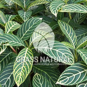 tipos de jardineria,jardineria cursos,servicio de jardineria,importancia de jardineria,jardineria herramientas,jardineria y plantas,jardineria y paisajismo,jardineria macetas,tipos de jardineria,jardineria cursos,servicio de jardineria,importancia de jardineria,jardineria herramientas,jardineria y plantas,jardineria y paisajismo,jardineria macetas,instalacion de grass sintetico pdf,como instalar grass sintetico,instalacion de grass natural,grass sintetico deportivo,grass sintetico decorativo,como colocar cesped sintetico para canchas,instalacion de grass sintetico sobre losa de concreto,procedimiento de instalacion de grass sintetico,como poner pasto natural,cómo preparar la tierra para poner pasto en rollo,como plantar cesped en tierra dura,venta de grass natural en huancayo,grass americano,como hacer panes de cesped caseros,como instalar grama,cesped en rollo,grass americano promart,grass americano descripcion,venta de grass americano en huachipa,grass japones,grass paspalum,grass americano chaclacayo,grass natural precio maestro,grass americano en lurin,grass paspalum lima,semilla grass paspalum,pasto paspalum caracteristicas,grass americano,grass bermuda,pasto paspalum precio,diferencia entre grass americano y paspalum,tipos de grass,semillas de cesped para jardin,pasto que no necesita corte,tipos de cesped para canchas de futbol,tipos de pasto para sombra,cesped caracteristicas,tipos de pasto san agustin,cesped natural para jardin,cesped kikuyo,como poner pasto natural,cómo preparar la tierra para poner pasto en rollo,como plantar cesped en tierra dura,venta de grass natural en huancayo,grass americano,como hacer panes de cesped caseros,como instalar grama,cesped en rollo,cómo preparar la tierra para poner pasto en rollo,como poner pasto en semilla,pasto alfombra natural,como sembrar pasto alfombra,cuidado del pasto en rollo recien plantado,instalacion de cesped natural,pasto sintetico,pasto chino cuidados,cómo preparar la tierra para poner pasto en rollo,como poner pasto en semilla,pasto alfombra natural,como sembrar pasto alfombra,cuidado del pasto en rollo recien plantado,instalacion de cesped natural,pasto sintetico,pasto chino cuidados,venta de plantas al por mayor,venta de plantas ornamentales en lima,venta de plantas de flores,venta de plantas en trujillo,venta de plantas por internet,venta de plantas en piura,viveros en lurin,viveros en lurin pachacamac,venta de plantas al por mayor,venta de plantas ornamentales en lima,viveros en lurin,viveros en la molina,viveros en lurin pachacamac,flor de loto venta peru,viveros en chorrillos ,venta de plantas online,venta de plantas al por mayor en lima,venta de plantas ornamentales,venta de plantas de flores,viveros en lurin,venta de plantas en magdalena,venta de plantas online,viveros en lurin pachacamac,viveros en la molina,venta de grass natural en lurin,venta de grass natural en puente piedra,grass natural precio maestro,venta de grass japones en lima,venta de grass natural en piura,venta de grass natural en comas,semilla de grass,venta de grass chino en lima,semilla grass bermuda black jack,grass americano,semillas de cesped para jardin,grass natural precio maestro,grass natural promart,crecimiento de grass,grass para parques,venta de cesped natural,venta de grass natural en lurin,venta de grass natural en puente piedra,grass natural precio maestro,venta de grass japones en lima,venta de grass natural en piura,venta de grass natural en comas,venta de grass sintetico,venta de grass chino en lima,venta de grass natural en lurin,venta de grass natural en puente piedra,grass natural precio maestro,venta de grass japones en lima,venta de grass natural en piura,venta de grass natural en comas,venta de grass sintetico,venta de grass chino en lima