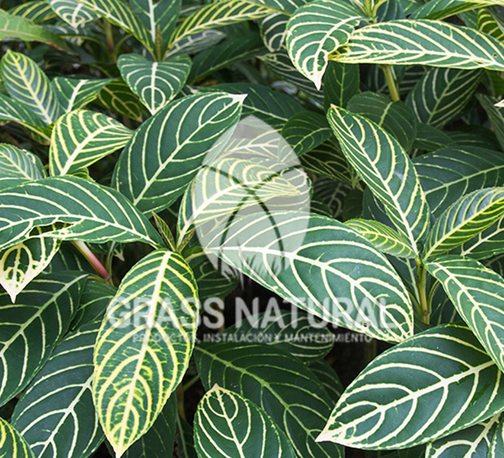 tipos de jardineria,jardineria cursos,servicio de jardineria,importancia de jardineria,jardineria herramientas,jardineria y plantas,jardineria y paisajismo,jardineria macetas,tipos de jardineria,jardineria cursos,servicio de jardineria,importancia de jardineria,jardineria herramientas,jardineria y plantas,jardineria y paisajismo,jardineria macetas,instalacion de grass sintetico pdf,como instalar grass sintetico,instalacion de grass natural,grass sintetico deportivo,grass sintetico decorativo,como colocar cesped sintetico para canchas,instalacion de grass sintetico sobre losa de concreto,procedimiento de instalacion de grass sintetico,como poner pasto natural,cómo preparar la tierra para poner pasto en rollo,como plantar cesped en tierra dura,venta de grass natural en huancayo,grass americano,como hacer panes de cesped caseros,como instalar grama,cesped en rollo,grass americano promart,grass americano descripcion,venta de grass americano en huachipa,grass japones,grass paspalum,grass americano chaclacayo,grass natural precio maestro,grass americano en lurin,grass paspalum lima,semilla grass paspalum,pasto paspalum caracteristicas,grass americano,grass bermuda,pasto paspalum precio,diferencia entre grass americano y paspalum,tipos de grass,semillas de cesped para jardin,pasto que no necesita corte,tipos de cesped para canchas de futbol,tipos de pasto para sombra,cesped caracteristicas,tipos de pasto san agustin,cesped natural para jardin,cesped kikuyo,como poner pasto natural,cómo preparar la tierra para poner pasto en rollo,como plantar cesped en tierra dura,venta de grass natural en huancayo,grass americano,como hacer panes de cesped caseros,como instalar grama,cesped en rollo,cómo preparar la tierra para poner pasto en rollo,como poner pasto en semilla,pasto alfombra natural,como sembrar pasto alfombra,cuidado del pasto en rollo recien plantado,instalacion de cesped natural,pasto sintetico,pasto chino cuidados,cómo preparar la tierra para poner pasto en rollo,como poner pasto en semilla,pasto alfombra natural,como sembrar pasto alfombra,cuidado del pasto en rollo recien plantado,instalacion de cesped natural,pasto sintetico,pasto chino cuidados,venta de plantas al por mayor,venta de plantas ornamentales en lima,venta de plantas de flores,venta de plantas en trujillo,venta de plantas por internet,venta de plantas en piura,viveros en lurin,viveros en lurin pachacamac,venta de plantas al por mayor,venta de plantas ornamentales en lima,viveros en lurin,viveros en la molina,viveros en lurin pachacamac,flor de loto venta peru,viveros en chorrillos ,venta de plantas online,venta de plantas al por mayor en lima,venta de plantas ornamentales,venta de plantas de flores,viveros en lurin,venta de plantas en magdalena,venta de plantas online,viveros en lurin pachacamac,viveros en la molina,venta de grass natural en lurin,venta de grass natural en puente piedra,grass natural precio maestro,venta de grass japones en lima,venta de grass natural en piura,venta de grass natural en comas,semilla de grass,venta de grass chino en lima,semilla grass bermuda black jack,grass americano,semillas de cesped para jardin,grass natural precio maestro,grass natural promart,crecimiento de grass,grass para parques,venta de cesped natural,venta de grass natural en lurin,venta de grass natural en puente piedra,grass natural precio maestro,venta de grass japones en lima,venta de grass natural en piura,venta de grass natural en comas,venta de grass sintetico,venta de grass chino en lima,venta de grass natural en lurin,venta de grass natural en puente piedra,grass natural precio maestro,venta de grass japones en lima,venta de grass natural en piura,venta de grass natural en comas,venta de grass sintetico,venta de grass chino en lima