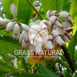 tipos de jardineria,jardineria cursos,servicio de jardineria,importancia de jardineria,jardineria herramientas,jardineria y plantas,jardineria y paisajismo,jardineria macetas,tipos de jardineria,jardineria cursos,servicio de jardineria,importancia de jardineria,jardineria herramientas,jardineria y plantas,jardineria y paisajismo,jardineria macetas,instalacion de grass sintetico pdf,como instalar grass sintetico,instalacion de grass natural,grass sintetico deportivo,grass sintetico decorativo,como colocar cesped sintetico para canchas,instalacion de grass sintetico sobre losa de concreto,procedimiento de instalacion de grass sintetico,como poner pasto natural,cómo preparar la tierra para poner pasto en rollo,como plantar cesped en tierra dura,venta de grass natural en huancayo,grass americano,como hacer panes de cesped caseros,como instalar grama,cesped en rollo,grass americano promart,grass americano descripcion,venta de grass americano en huachipa,grass japones,grass paspalum,grass americano chaclacayo,grass natural precio maestro,grass americano en lurin,grass paspalum lima,semilla grass paspalum,pasto paspalum caracteristicas,grass americano,grass bermuda,pasto paspalum precio,diferencia entre grass americano y paspalum,tipos de grass,semillas de cesped para jardin,pasto que no necesita corte,tipos de cesped para canchas de futbol,tipos de pasto para sombra,cesped caracteristicas,tipos de pasto san agustin,cesped natural para jardin,cesped kikuyo,como poner pasto natural,cómo preparar la tierra para poner pasto en rollo,como plantar cesped en tierra dura,venta de grass natural en huancayo,grass americano,como hacer panes de cesped caseros,como instalar grama,cesped en rollo,cómo preparar la tierra para poner pasto en rollo,como poner pasto en semilla,pasto alfombra natural,como sembrar pasto alfombra,cuidado del pasto en rollo recien plantado,instalacion de cesped natural,pasto sintetico,pasto chino cuidados,cómo preparar la tierra para poner pasto en rollo,como poner pasto en semilla,pasto alfombra natural,como sembrar pasto alfombra,cuidado del pasto en rollo recien plantado,instalacion de cesped natural,pasto sintetico,pasto chino cuidados,venta de plantas al por mayor,venta de plantas ornamentales en lima,venta de plantas de flores,venta de plantas en trujillo,venta de plantas por internet,venta de plantas en piura,viveros en lurin,viveros en lurin pachacamac,venta de plantas al por mayor,venta de plantas ornamentales en lima,viveros en lurin,viveros en la molina,viveros en lurin pachacamac,flor de loto venta peru,viveros en chorrillos ,venta de plantas online,venta de plantas al por mayor en lima,venta de plantas ornamentales,venta de plantas de flores,viveros en lurin,venta de plantas en magdalena,venta de plantas online,viveros en lurin pachacamac,viveros en la molina,venta de grass natural en lurin,venta de grass natural en puente piedra,grass natural precio maestro,venta de grass japones en lima,venta de grass natural en piura,venta de grass natural en comas,semilla de grass,venta de grass chino en lima,semilla grass bermuda black jack,grass americano,semillas de cesped para jardin,grass natural precio maestro,grass natural promart,crecimiento de grass,grass para parques,venta de cesped natural,venta de grass natural en lurin,venta de grass natural en puente piedra,grass natural precio maestro,venta de grass japones en lima,venta de grass natural en piura,venta de grass natural en comas,venta de grass sintetico,venta de grass chino en lima,venta de grass natural en lurin,venta de grass natural en puente piedra,grass natural precio maestro,venta de grass japones en lima,venta de grass natural en piura,venta de grass natural en comas,venta de grass sintetico,venta de grass chino en lima