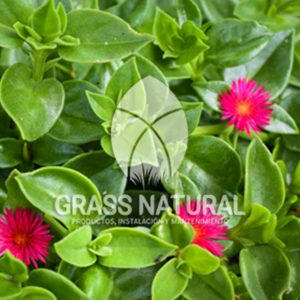 tipos de jardineria,jardineria cursos,servicio de jardineria,importancia de jardineria,jardineria herramientas,jardineria y plantas,jardineria y paisajismo,jardineria macetas,tipos de jardineria,jardineria cursos,servicio de jardineria,importancia de jardineria,jardineria herramientas,jardineria y plantas,jardineria y paisajismo,jardineria macetas,instalacion de grass sintetico pdf,como instalar grass sintetico,instalacion de grass natural,grass sintetico deportivo,grass sintetico decorativo,como colocar cesped sintetico para canchas,instalacion de grass sintetico sobre losa de concreto,procedimiento de instalacion de grass sintetico,como poner pasto natural,cómo preparar la tierra para poner pasto en rollo,como plantar cesped en tierra dura,venta de grass natural en huancayo,grass americano,como hacer panes de cesped caseros,como instalar grama,cesped en rollo,grass americano promart,grass americano descripcion,venta de grass americano en huachipa,grass japones,grass paspalum,grass americano chaclacayo,grass natural precio maestro,grass americano en lurin,grass paspalum lima,semilla grass paspalum,pasto paspalum caracteristicas,grass americano,grass bermuda,pasto paspalum precio,diferencia entre grass americano y paspalum,tipos de grass,semillas de cesped para jardin,pasto que no necesita corte,tipos de cesped para canchas de futbol,tipos de pasto para sombra,cesped caracteristicas,tipos de pasto san agustin,cesped natural para jardin,cesped kikuyo,como poner pasto natural,cómo preparar la tierra para poner pasto en rollo,como plantar cesped en tierra dura,venta de grass natural en huancayo,grass americano,como hacer panes de cesped caseros,como instalar grama,cesped en rollo,cómo preparar la tierra para poner pasto en rollo,como poner pasto en semilla,pasto alfombra natural,como sembrar pasto alfombra,cuidado del pasto en rollo recien plantado,instalacion de cesped natural,pasto sintetico,pasto chino cuidados,cómo preparar la tierra para poner pasto en rollo,como poner pasto en semilla,pasto alfombra natural,como sembrar pasto alfombra,cuidado del pasto en rollo recien plantado,instalacion de cesped natural,pasto sintetico,pasto chino cuidados,venta de plantas al por mayor,venta de plantas ornamentales en lima,venta de plantas de flores,venta de plantas en trujillo,venta de plantas por internet,venta de plantas en piura,viveros en lurin,viveros en lurin pachacamac,venta de plantas al por mayor,venta de plantas ornamentales en lima,viveros en lurin,viveros en la molina,viveros en lurin pachacamac,flor de loto venta peru,viveros en chorrillos ,venta de plantas online,venta de plantas al por mayor en lima,venta de plantas ornamentales,venta de plantas de flores,viveros en lurin,venta de plantas en magdalena,venta de plantas online,viveros en lurin pachacamac,viveros en la molina,venta de grass natural en lurin,venta de grass natural en puente piedra,grass natural precio maestro,venta de grass japones en lima,venta de grass natural en piura,venta de grass natural en comas,semilla de grass,venta de grass chino en lima,semilla grass bermuda black jack,grass americano,semillas de cesped para jardin,grass natural precio maestro,grass natural promart,crecimiento de grass,grass para parques,venta de cesped natural,venta de grass natural en lurin,venta de grass natural en puente piedra,grass natural precio maestro,venta de grass japones en lima,venta de grass natural en piura,venta de grass natural en comas,venta de grass sintetico,venta de grass chino en lima,venta de grass natural en lurin,venta de grass natural en puente piedra,grass natural precio maestro,venta de grass japones en lima,venta de grass natural en piura,venta de grass natural en comas,venta de grass sintetico,venta de grass chino en lima