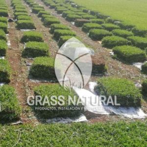 tipos de jardineria,jardineria cursos,servicio de jardineria,importancia de jardineria,jardineria herramientas,jardineria y plantas,jardineria y paisajismo,jardineria macetas,tipos de jardineria,jardineria cursos,servicio de jardineria,importancia de jardineria,jardineria herramientas,jardineria y plantas,jardineria y paisajismo,jardineria macetas,instalacion de grass sintetico pdf,como instalar grass sintetico,instalacion de grass natural,grass sintetico deportivo,grass sintetico decorativo,como colocar cesped sintetico para canchas,instalacion de grass sintetico sobre losa de concreto,procedimiento de instalacion de grass sintetico,como poner pasto natural,cómo preparar la tierra para poner pasto en rollo,como plantar cesped en tierra dura,venta de grass natural en huancayo,grass americano,como hacer panes de cesped caseros,como instalar grama,cesped en rollo,grass americano promart,grass americano descripcion,venta de grass americano en huachipa,grass japones,grass paspalum,grass americano chaclacayo,grass natural precio maestro,grass americano en lurin,grass paspalum lima,semilla grass paspalum,pasto paspalum caracteristicas,grass americano,grass bermuda,pasto paspalum precio,diferencia entre grass americano y paspalum,tipos de grass,semillas de cesped para jardin,pasto que no necesita corte,tipos de cesped para canchas de futbol,tipos de pasto para sombra,cesped caracteristicas,tipos de pasto san agustin,cesped natural para jardin,cesped kikuyo,como poner pasto natural,cómo preparar la tierra para poner pasto en rollo,como plantar cesped en tierra dura,venta de grass natural en huancayo,grass americano,como hacer panes de cesped caseros,como instalar grama,cesped en rollo,cómo preparar la tierra para poner pasto en rollo,como poner pasto en semilla,pasto alfombra natural,como sembrar pasto alfombra,cuidado del pasto en rollo recien plantado,instalacion de cesped natural,pasto sintetico,pasto chino cuidados,cómo preparar la tierra para poner pasto en rollo,como poner pasto en semilla,pasto alfombra natural,como sembrar pasto alfombra,cuidado del pasto en rollo recien plantado,instalacion de cesped natural,pasto sintetico,pasto chino cuidados,venta de plantas al por mayor,venta de plantas ornamentales en lima,venta de plantas de flores,venta de plantas en trujillo,venta de plantas por internet,venta de plantas en piura,viveros en lurin,viveros en lurin pachacamac,venta de plantas al por mayor,venta de plantas ornamentales en lima,viveros en lurin,viveros en la molina,viveros en lurin pachacamac,flor de loto venta peru,viveros en chorrillos ,venta de plantas online,venta de plantas al por mayor en lima,venta de plantas ornamentales,venta de plantas de flores,viveros en lurin,venta de plantas en magdalena,venta de plantas online,viveros en lurin pachacamac,viveros en la molina,venta de grass natural en lurin,venta de grass natural en puente piedra,grass natural precio maestro,venta de grass japones en lima,venta de grass natural en piura,venta de grass natural en comas,semilla de grass,venta de grass chino en lima,semilla grass bermuda black jack,grass americano,semillas de cesped para jardin,grass natural precio maestro,grass natural promart,crecimiento de grass,grass para parques,venta de cesped natural,venta de grass natural en lurin,venta de grass natural en puente piedra,grass natural precio maestro,venta de grass japones en lima,venta de grass natural en piura,venta de grass natural en comas,venta de grass sintetico,venta de grass chino en lima,venta de grass natural en lurin,venta de grass natural en puente piedra,grass natural precio maestro,venta de grass japones en lima,venta de grass natural en piura,venta de grass natural en comas,venta de grass sintetico,venta de grass chino en lima