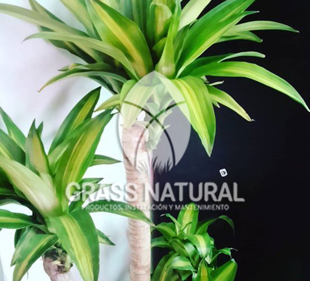 tipos de jardineria,jardineria cursos,servicio de jardineria,importancia de jardineria,jardineria herramientas,jardineria y plantas,jardineria y paisajismo,jardineria macetas,tipos de jardineria,jardineria cursos,servicio de jardineria,importancia de jardineria,jardineria herramientas,jardineria y plantas,jardineria y paisajismo,jardineria macetas,instalacion de grass sintetico pdf,como instalar grass sintetico,instalacion de grass natural,grass sintetico deportivo,grass sintetico decorativo,como colocar cesped sintetico para canchas,instalacion de grass sintetico sobre losa de concreto,procedimiento de instalacion de grass sintetico,como poner pasto natural,cómo preparar la tierra para poner pasto en rollo,como plantar cesped en tierra dura,venta de grass natural en huancayo,grass americano,como hacer panes de cesped caseros,como instalar grama,cesped en rollo,grass americano promart,grass americano descripcion,venta de grass americano en huachipa,grass japones,grass paspalum,grass americano chaclacayo,grass natural precio maestro,grass americano en lurin,grass paspalum lima,semilla grass paspalum,pasto paspalum caracteristicas,grass americano,grass bermuda,pasto paspalum precio,diferencia entre grass americano y paspalum,tipos de grass,semillas de cesped para jardin,pasto que no necesita corte,tipos de cesped para canchas de futbol,tipos de pasto para sombra,cesped caracteristicas,tipos de pasto san agustin,cesped natural para jardin,cesped kikuyo,como poner pasto natural,cómo preparar la tierra para poner pasto en rollo,como plantar cesped en tierra dura,venta de grass natural en huancayo,grass americano,como hacer panes de cesped caseros,como instalar grama,cesped en rollo,cómo preparar la tierra para poner pasto en rollo,como poner pasto en semilla,pasto alfombra natural,como sembrar pasto alfombra,cuidado del pasto en rollo recien plantado,instalacion de cesped natural,pasto sintetico,pasto chino cuidados,cómo preparar la tierra para poner pasto en rollo,como poner pasto en semilla,pasto alfombra natural,como sembrar pasto alfombra,cuidado del pasto en rollo recien plantado,instalacion de cesped natural,pasto sintetico,pasto chino cuidados,venta de plantas al por mayor,venta de plantas ornamentales en lima,venta de plantas de flores,venta de plantas en trujillo,venta de plantas por internet,venta de plantas en piura,viveros en lurin,viveros en lurin pachacamac,venta de plantas al por mayor,venta de plantas ornamentales en lima,viveros en lurin,viveros en la molina,viveros en lurin pachacamac,flor de loto venta peru,viveros en chorrillos ,venta de plantas online,venta de plantas al por mayor en lima,venta de plantas ornamentales,venta de plantas de flores,viveros en lurin,venta de plantas en magdalena,venta de plantas online,viveros en lurin pachacamac,viveros en la molina,venta de grass natural en lurin,venta de grass natural en puente piedra,grass natural precio maestro,venta de grass japones en lima,venta de grass natural en piura,venta de grass natural en comas,semilla de grass,venta de grass chino en lima,semilla grass bermuda black jack,grass americano,semillas de cesped para jardin,grass natural precio maestro,grass natural promart,crecimiento de grass,grass para parques,venta de cesped natural,venta de grass natural en lurin,venta de grass natural en puente piedra,grass natural precio maestro,venta de grass japones en lima,venta de grass natural en piura,venta de grass natural en comas,venta de grass sintetico,venta de grass chino en lima,venta de grass natural en lurin,venta de grass natural en puente piedra,grass natural precio maestro,venta de grass japones en lima,venta de grass natural en piura,venta de grass natural en comas,venta de grass sintetico,venta de grass chino en lima