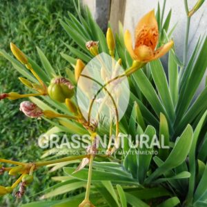 tipos de jardineria,jardineria cursos,servicio de jardineria,importancia de jardineria,jardineria herramientas,jardineria y plantas,jardineria y paisajismo,jardineria macetas,tipos de jardineria,jardineria cursos,servicio de jardineria,importancia de jardineria,jardineria herramientas,jardineria y plantas,jardineria y paisajismo,jardineria macetas,instalacion de grass sintetico pdf,como instalar grass sintetico,instalacion de grass natural,grass sintetico deportivo,grass sintetico decorativo,como colocar cesped sintetico para canchas,instalacion de grass sintetico sobre losa de concreto,procedimiento de instalacion de grass sintetico,como poner pasto natural,cómo preparar la tierra para poner pasto en rollo,como plantar cesped en tierra dura,venta de grass natural en huancayo,grass americano,como hacer panes de cesped caseros,como instalar grama,cesped en rollo,grass americano promart,grass americano descripcion,venta de grass americano en huachipa,grass japones,grass paspalum,grass americano chaclacayo,grass natural precio maestro,grass americano en lurin,grass paspalum lima,semilla grass paspalum,pasto paspalum caracteristicas,grass americano,grass bermuda,pasto paspalum precio,diferencia entre grass americano y paspalum,tipos de grass,semillas de cesped para jardin,pasto que no necesita corte,tipos de cesped para canchas de futbol,tipos de pasto para sombra,cesped caracteristicas,tipos de pasto san agustin,cesped natural para jardin,cesped kikuyo,como poner pasto natural,cómo preparar la tierra para poner pasto en rollo,como plantar cesped en tierra dura,venta de grass natural en huancayo,grass americano,como hacer panes de cesped caseros,como instalar grama,cesped en rollo,cómo preparar la tierra para poner pasto en rollo,como poner pasto en semilla,pasto alfombra natural,como sembrar pasto alfombra,cuidado del pasto en rollo recien plantado,instalacion de cesped natural,pasto sintetico,pasto chino cuidados,cómo preparar la tierra para poner pasto en rollo,como poner pasto en semilla,pasto alfombra natural,como sembrar pasto alfombra,cuidado del pasto en rollo recien plantado,instalacion de cesped natural,pasto sintetico,pasto chino cuidados,venta de plantas al por mayor,venta de plantas ornamentales en lima,venta de plantas de flores,venta de plantas en trujillo,venta de plantas por internet,venta de plantas en piura,viveros en lurin,viveros en lurin pachacamac,venta de plantas al por mayor,venta de plantas ornamentales en lima,viveros en lurin,viveros en la molina,viveros en lurin pachacamac,flor de loto venta peru,viveros en chorrillos ,venta de plantas online,venta de plantas al por mayor en lima,venta de plantas ornamentales,venta de plantas de flores,viveros en lurin,venta de plantas en magdalena,venta de plantas online,viveros en lurin pachacamac,viveros en la molina,venta de grass natural en lurin,venta de grass natural en puente piedra,grass natural precio maestro,venta de grass japones en lima,venta de grass natural en piura,venta de grass natural en comas,semilla de grass,venta de grass chino en lima,semilla grass bermuda black jack,grass americano,semillas de cesped para jardin,grass natural precio maestro,grass natural promart,crecimiento de grass,grass para parques,venta de cesped natural,venta de grass natural en lurin,venta de grass natural en puente piedra,grass natural precio maestro,venta de grass japones en lima,venta de grass natural en piura,venta de grass natural en comas,venta de grass sintetico,venta de grass chino en lima,venta de grass natural en lurin,venta de grass natural en puente piedra,grass natural precio maestro,venta de grass japones en lima,venta de grass natural en piura,venta de grass natural en comas,venta de grass sintetico,venta de grass chino en lima Contáctenos al 921 839 832 ó escríbenos a ventas@grassnatural.com