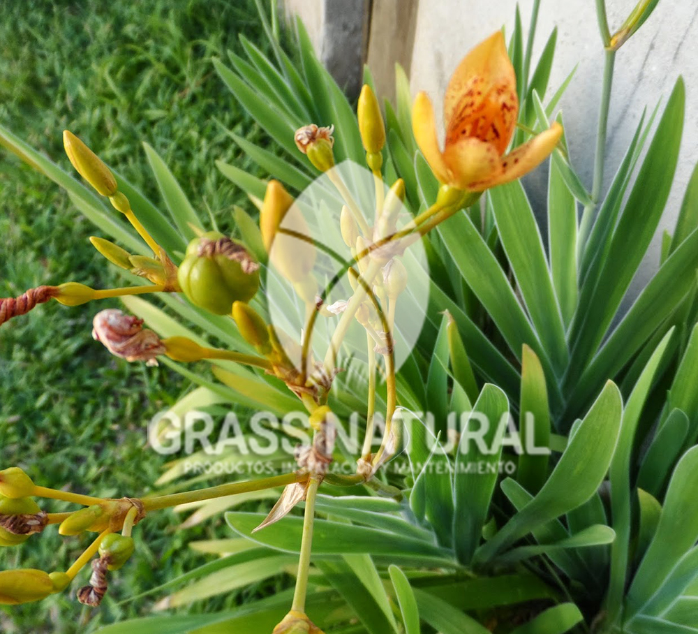 tipos de jardineria,jardineria cursos,servicio de jardineria,importancia de jardineria,jardineria herramientas,jardineria y plantas,jardineria y paisajismo,jardineria macetas,tipos de jardineria,jardineria cursos,servicio de jardineria,importancia de jardineria,jardineria herramientas,jardineria y plantas,jardineria y paisajismo,jardineria macetas,instalacion de grass sintetico pdf,como instalar grass sintetico,instalacion de grass natural,grass sintetico deportivo,grass sintetico decorativo,como colocar cesped sintetico para canchas,instalacion de grass sintetico sobre losa de concreto,procedimiento de instalacion de grass sintetico,como poner pasto natural,cómo preparar la tierra para poner pasto en rollo,como plantar cesped en tierra dura,venta de grass natural en huancayo,grass americano,como hacer panes de cesped caseros,como instalar grama,cesped en rollo,grass americano promart,grass americano descripcion,venta de grass americano en huachipa,grass japones,grass paspalum,grass americano chaclacayo,grass natural precio maestro,grass americano en lurin,grass paspalum lima,semilla grass paspalum,pasto paspalum caracteristicas,grass americano,grass bermuda,pasto paspalum precio,diferencia entre grass americano y paspalum,tipos de grass,semillas de cesped para jardin,pasto que no necesita corte,tipos de cesped para canchas de futbol,tipos de pasto para sombra,cesped caracteristicas,tipos de pasto san agustin,cesped natural para jardin,cesped kikuyo,como poner pasto natural,cómo preparar la tierra para poner pasto en rollo,como plantar cesped en tierra dura,venta de grass natural en huancayo,grass americano,como hacer panes de cesped caseros,como instalar grama,cesped en rollo,cómo preparar la tierra para poner pasto en rollo,como poner pasto en semilla,pasto alfombra natural,como sembrar pasto alfombra,cuidado del pasto en rollo recien plantado,instalacion de cesped natural,pasto sintetico,pasto chino cuidados,cómo preparar la tierra para poner pasto en rollo,como poner pasto en semilla,pasto alfombra natural,como sembrar pasto alfombra,cuidado del pasto en rollo recien plantado,instalacion de cesped natural,pasto sintetico,pasto chino cuidados,venta de plantas al por mayor,venta de plantas ornamentales en lima,venta de plantas de flores,venta de plantas en trujillo,venta de plantas por internet,venta de plantas en piura,viveros en lurin,viveros en lurin pachacamac,venta de plantas al por mayor,venta de plantas ornamentales en lima,viveros en lurin,viveros en la molina,viveros en lurin pachacamac,flor de loto venta peru,viveros en chorrillos ,venta de plantas online,venta de plantas al por mayor en lima,venta de plantas ornamentales,venta de plantas de flores,viveros en lurin,venta de plantas en magdalena,venta de plantas online,viveros en lurin pachacamac,viveros en la molina,venta de grass natural en lurin,venta de grass natural en puente piedra,grass natural precio maestro,venta de grass japones en lima,venta de grass natural en piura,venta de grass natural en comas,semilla de grass,venta de grass chino en lima,semilla grass bermuda black jack,grass americano,semillas de cesped para jardin,grass natural precio maestro,grass natural promart,crecimiento de grass,grass para parques,venta de cesped natural,venta de grass natural en lurin,venta de grass natural en puente piedra,grass natural precio maestro,venta de grass japones en lima,venta de grass natural en piura,venta de grass natural en comas,venta de grass sintetico,venta de grass chino en lima,venta de grass natural en lurin,venta de grass natural en puente piedra,grass natural precio maestro,venta de grass japones en lima,venta de grass natural en piura,venta de grass natural en comas,venta de grass sintetico,venta de grass chino en lima Contáctenos al 921 839 832 ó escríbenos a ventas@grassnatural.com