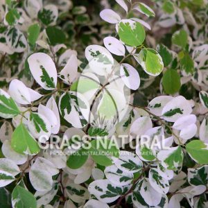 tipos de jardineria,jardineria cursos,servicio de jardineria,importancia de jardineria,jardineria herramientas,jardineria y plantas,jardineria y paisajismo,jardineria macetas,tipos de jardineria,jardineria cursos,servicio de jardineria,importancia de jardineria,jardineria herramientas,jardineria y plantas,jardineria y paisajismo,jardineria macetas,instalacion de grass sintetico pdf,como instalar grass sintetico,instalacion de grass natural,grass sintetico deportivo,grass sintetico decorativo,como colocar cesped sintetico para canchas,instalacion de grass sintetico sobre losa de concreto,procedimiento de instalacion de grass sintetico,como poner pasto natural,cómo preparar la tierra para poner pasto en rollo,como plantar cesped en tierra dura,venta de grass natural en huancayo,grass americano,como hacer panes de cesped caseros,como instalar grama,cesped en rollo,grass americano promart,grass americano descripcion,venta de grass americano en huachipa,grass japones,grass paspalum,grass americano chaclacayo,grass natural precio maestro,grass americano en lurin,grass paspalum lima,semilla grass paspalum,pasto paspalum caracteristicas,grass americano,grass bermuda,pasto paspalum precio,diferencia entre grass americano y paspalum,tipos de grass,semillas de cesped para jardin,pasto que no necesita corte,tipos de cesped para canchas de futbol,tipos de pasto para sombra,cesped caracteristicas,tipos de pasto san agustin,cesped natural para jardin,cesped kikuyo,como poner pasto natural,cómo preparar la tierra para poner pasto en rollo,como plantar cesped en tierra dura,venta de grass natural en huancayo,grass americano,como hacer panes de cesped caseros,como instalar grama,cesped en rollo,cómo preparar la tierra para poner pasto en rollo,como poner pasto en semilla,pasto alfombra natural,como sembrar pasto alfombra,cuidado del pasto en rollo recien plantado,instalacion de cesped natural,pasto sintetico,pasto chino cuidados,cómo preparar la tierra para poner pasto en rollo,como poner pasto en semilla,pasto alfombra natural,como sembrar pasto alfombra,cuidado del pasto en rollo recien plantado,instalacion de cesped natural,pasto sintetico,pasto chino cuidados,venta de plantas al por mayor,venta de plantas ornamentales en lima,venta de plantas de flores,venta de plantas en trujillo,venta de plantas por internet,venta de plantas en piura,viveros en lurin,viveros en lurin pachacamac,venta de plantas al por mayor,venta de plantas ornamentales en lima,viveros en lurin,viveros en la molina,viveros en lurin pachacamac,flor de loto venta peru,viveros en chorrillos ,venta de plantas online,venta de plantas al por mayor en lima,venta de plantas ornamentales,venta de plantas de flores,viveros en lurin,venta de plantas en magdalena,venta de plantas online,viveros en lurin pachacamac,viveros en la molina,venta de grass natural en lurin,venta de grass natural en puente piedra,grass natural precio maestro,venta de grass japones en lima,venta de grass natural en piura,venta de grass natural en comas,semilla de grass,venta de grass chino en lima,semilla grass bermuda black jack,grass americano,semillas de cesped para jardin,grass natural precio maestro,grass natural promart,crecimiento de grass,grass para parques,venta de cesped natural,venta de grass natural en lurin,venta de grass natural en puente piedra,grass natural precio maestro,venta de grass japones en lima,venta de grass natural en piura,venta de grass natural en comas,venta de grass sintetico,venta de grass chino en lima,venta de grass natural en lurin,venta de grass natural en puente piedra,grass natural precio maestro,venta de grass japones en lima,venta de grass natural en piura,venta de grass natural en comas,venta de grass sintetico,venta de grass chino en lima Contáctenos al 921 839 832 ó escríbenos a ventas@grassnatural.com