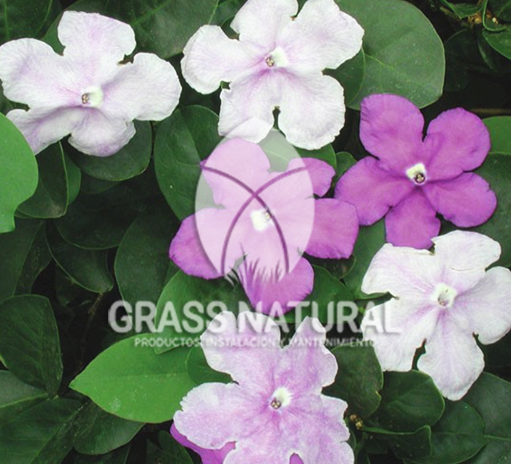 tipos de jardineria,jardineria cursos,servicio de jardineria,importancia de jardineria,jardineria herramientas,jardineria y plantas,jardineria y paisajismo,jardineria macetas,tipos de jardineria,jardineria cursos,servicio de jardineria,importancia de jardineria,jardineria herramientas,jardineria y plantas,jardineria y paisajismo,jardineria macetas,instalacion de grass sintetico pdf,como instalar grass sintetico,instalacion de grass natural,grass sintetico deportivo,grass sintetico decorativo,como colocar cesped sintetico para canchas,instalacion de grass sintetico sobre losa de concreto,procedimiento de instalacion de grass sintetico,como poner pasto natural,cómo preparar la tierra para poner pasto en rollo,como plantar cesped en tierra dura,venta de grass natural en huancayo,grass americano,como hacer panes de cesped caseros,como instalar grama,cesped en rollo,grass americano promart,grass americano descripcion,venta de grass americano en huachipa,grass japones,grass paspalum,grass americano chaclacayo,grass natural precio maestro,grass americano en lurin,grass paspalum lima,semilla grass paspalum,pasto paspalum caracteristicas,grass americano,grass bermuda,pasto paspalum precio,diferencia entre grass americano y paspalum,tipos de grass,semillas de cesped para jardin,pasto que no necesita corte,tipos de cesped para canchas de futbol,tipos de pasto para sombra,cesped caracteristicas,tipos de pasto san agustin,cesped natural para jardin,cesped kikuyo,como poner pasto natural,cómo preparar la tierra para poner pasto en rollo,como plantar cesped en tierra dura,venta de grass natural en huancayo,grass americano,como hacer panes de cesped caseros,como instalar grama,cesped en rollo,cómo preparar la tierra para poner pasto en rollo,como poner pasto en semilla,pasto alfombra natural,como sembrar pasto alfombra,cuidado del pasto en rollo recien plantado,instalacion de cesped natural,pasto sintetico,pasto chino cuidados,cómo preparar la tierra para poner pasto en rollo,como poner pasto en semilla,pasto alfombra natural,como sembrar pasto alfombra,cuidado del pasto en rollo recien plantado,instalacion de cesped natural,pasto sintetico,pasto chino cuidados,venta de plantas al por mayor,venta de plantas ornamentales en lima,venta de plantas de flores,venta de plantas en trujillo,venta de plantas por internet,venta de plantas en piura,viveros en lurin,viveros en lurin pachacamac,venta de plantas al por mayor,venta de plantas ornamentales en lima,viveros en lurin,viveros en la molina,viveros en lurin pachacamac,flor de loto venta peru,viveros en chorrillos ,venta de plantas online,venta de plantas al por mayor en lima,venta de plantas ornamentales,venta de plantas de flores,viveros en lurin,venta de plantas en magdalena,venta de plantas online,viveros en lurin pachacamac,viveros en la molina,venta de grass natural en lurin,venta de grass natural en puente piedra,grass natural precio maestro,venta de grass japones en lima,venta de grass natural en piura,venta de grass natural en comas,semilla de grass,venta de grass chino en lima,semilla grass bermuda black jack,grass americano,semillas de cesped para jardin,grass natural precio maestro,grass natural promart,crecimiento de grass,grass para parques,venta de cesped natural,venta de grass natural en lurin,venta de grass natural en puente piedra,grass natural precio maestro,venta de grass japones en lima,venta de grass natural en piura,venta de grass natural en comas,venta de grass sintetico,venta de grass chino en lima,venta de grass natural en lurin,venta de grass natural en puente piedra,grass natural precio maestro,venta de grass japones en lima,venta de grass natural en piura,venta de grass natural en comas,venta de grass sintetico,venta de grass chino en lima Contáctenos al 921 839 832 ó escríbenos a ventas@grassnatural.com