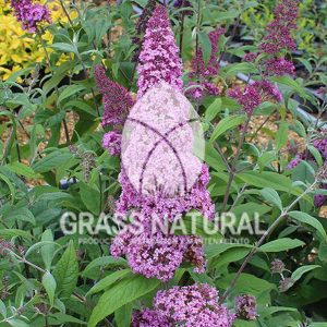tipos de jardineria,jardineria cursos,servicio de jardineria,importancia de jardineria,jardineria herramientas,jardineria y plantas,jardineria y paisajismo,jardineria macetas,tipos de jardineria,jardineria cursos,servicio de jardineria,importancia de jardineria,jardineria herramientas,jardineria y plantas,jardineria y paisajismo,jardineria macetas,instalacion de grass sintetico pdf,como instalar grass sintetico,instalacion de grass natural,grass sintetico deportivo,grass sintetico decorativo,como colocar cesped sintetico para canchas,instalacion de grass sintetico sobre losa de concreto,procedimiento de instalacion de grass sintetico,como poner pasto natural,cómo preparar la tierra para poner pasto en rollo,como plantar cesped en tierra dura,venta de grass natural en huancayo,grass americano,como hacer panes de cesped caseros,como instalar grama,cesped en rollo,grass americano promart,grass americano descripcion,venta de grass americano en huachipa,grass japones,grass paspalum,grass americano chaclacayo,grass natural precio maestro,grass americano en lurin,grass paspalum lima,semilla grass paspalum,pasto paspalum caracteristicas,grass americano,grass bermuda,pasto paspalum precio,diferencia entre grass americano y paspalum,tipos de grass,semillas de cesped para jardin,pasto que no necesita corte,tipos de cesped para canchas de futbol,tipos de pasto para sombra,cesped caracteristicas,tipos de pasto san agustin,cesped natural para jardin,cesped kikuyo,como poner pasto natural,cómo preparar la tierra para poner pasto en rollo,como plantar cesped en tierra dura,venta de grass natural en huancayo,grass americano,como hacer panes de cesped caseros,como instalar grama,cesped en rollo,cómo preparar la tierra para poner pasto en rollo,como poner pasto en semilla,pasto alfombra natural,como sembrar pasto alfombra,cuidado del pasto en rollo recien plantado,instalacion de cesped natural,pasto sintetico,pasto chino cuidados,cómo preparar la tierra para poner pasto en rollo,como poner pasto en semilla,pasto alfombra natural,como sembrar pasto alfombra,cuidado del pasto en rollo recien plantado,instalacion de cesped natural,pasto sintetico,pasto chino cuidados,venta de plantas al por mayor,venta de plantas ornamentales en lima,venta de plantas de flores,venta de plantas en trujillo,venta de plantas por internet,venta de plantas en piura,viveros en lurin,viveros en lurin pachacamac,venta de plantas al por mayor,venta de plantas ornamentales en lima,viveros en lurin,viveros en la molina,viveros en lurin pachacamac,flor de loto venta peru,viveros en chorrillos ,venta de plantas online,venta de plantas al por mayor en lima,venta de plantas ornamentales,venta de plantas de flores,viveros en lurin,venta de plantas en magdalena,venta de plantas online,viveros en lurin pachacamac,viveros en la molina,venta de grass natural en lurin,venta de grass natural en puente piedra,grass natural precio maestro,venta de grass japones en lima,venta de grass natural en piura,venta de grass natural en comas,semilla de grass,venta de grass chino en lima,semilla grass bermuda black jack,grass americano,semillas de cesped para jardin,grass natural precio maestro,grass natural promart,crecimiento de grass,grass para parques,venta de cesped natural,venta de grass natural en lurin,venta de grass natural en puente piedra,grass natural precio maestro,venta de grass japones en lima,venta de grass natural en piura,venta de grass natural en comas,venta de grass sintetico,venta de grass chino en lima,venta de grass natural en lurin,venta de grass natural en puente piedra,grass natural precio maestro,venta de grass japones en lima,venta de grass natural en piura,venta de grass natural en comas,venta de grass sintetico,venta de grass chino en lima Contáctenos al 921 839 832 ó escríbenos a ventas@grassnatural.com