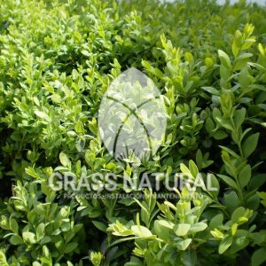 tipos de jardineria,jardineria cursos,servicio de jardineria,importancia de jardineria,jardineria herramientas,jardineria y plantas,jardineria y paisajismo,jardineria macetas,tipos de jardineria,jardineria cursos,servicio de jardineria,importancia de jardineria,jardineria herramientas,jardineria y plantas,jardineria y paisajismo,jardineria macetas,instalacion de grass sintetico pdf,como instalar grass sintetico,instalacion de grass natural,grass sintetico deportivo,grass sintetico decorativo,como colocar cesped sintetico para canchas,instalacion de grass sintetico sobre losa de concreto,procedimiento de instalacion de grass sintetico,como poner pasto natural,cómo preparar la tierra para poner pasto en rollo,como plantar cesped en tierra dura,venta de grass natural en huancayo,grass americano,como hacer panes de cesped caseros,como instalar grama,cesped en rollo,grass americano promart,grass americano descripcion,venta de grass americano en huachipa,grass japones,grass paspalum,grass americano chaclacayo,grass natural precio maestro,grass americano en lurin,grass paspalum lima,semilla grass paspalum,pasto paspalum caracteristicas,grass americano,grass bermuda,pasto paspalum precio,diferencia entre grass americano y paspalum,tipos de grass,semillas de cesped para jardin,pasto que no necesita corte,tipos de cesped para canchas de futbol,tipos de pasto para sombra,cesped caracteristicas,tipos de pasto san agustin,cesped natural para jardin,cesped kikuyo,como poner pasto natural,cómo preparar la tierra para poner pasto en rollo,como plantar cesped en tierra dura,venta de grass natural en huancayo,grass americano,como hacer panes de cesped caseros,como instalar grama,cesped en rollo,cómo preparar la tierra para poner pasto en rollo,como poner pasto en semilla,pasto alfombra natural,como sembrar pasto alfombra,cuidado del pasto en rollo recien plantado,instalacion de cesped natural,pasto sintetico,pasto chino cuidados,cómo preparar la tierra para poner pasto en rollo,como poner pasto en semilla,pasto alfombra natural,como sembrar pasto alfombra,cuidado del pasto en rollo recien plantado,instalacion de cesped natural,pasto sintetico,pasto chino cuidados,venta de plantas al por mayor,venta de plantas ornamentales en lima,venta de plantas de flores,venta de plantas en trujillo,venta de plantas por internet,venta de plantas en piura,viveros en lurin,viveros en lurin pachacamac,venta de plantas al por mayor,venta de plantas ornamentales en lima,viveros en lurin,viveros en la molina,viveros en lurin pachacamac,flor de loto venta peru,viveros en chorrillos ,venta de plantas online,venta de plantas al por mayor en lima,venta de plantas ornamentales,venta de plantas de flores,viveros en lurin,venta de plantas en magdalena,venta de plantas online,viveros en lurin pachacamac,viveros en la molina,venta de grass natural en lurin,venta de grass natural en puente piedra,grass natural precio maestro,venta de grass japones en lima,venta de grass natural en piura,venta de grass natural en comas,semilla de grass,venta de grass chino en lima,semilla grass bermuda black jack,grass americano,semillas de cesped para jardin,grass natural precio maestro,grass natural promart,crecimiento de grass,grass para parques,venta de cesped natural,venta de grass natural en lurin,venta de grass natural en puente piedra,grass natural precio maestro,venta de grass japones en lima,venta de grass natural en piura,venta de grass natural en comas,venta de grass sintetico,venta de grass chino en lima,venta de grass natural en lurin,venta de grass natural en puente piedra,grass natural precio maestro,venta de grass japones en lima,venta de grass natural en piura,venta de grass natural en comas,venta de grass sintetico,venta de grass chino en lima Contáctenos al 921 839 832 ó escríbenos a ventas@grassnatural.com