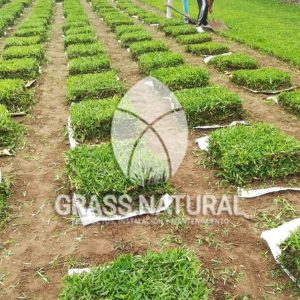 tipos de jardineria,jardineria cursos,servicio de jardineria,importancia de jardineria,jardineria herramientas,jardineria y plantas,jardineria y paisajismo,jardineria macetas,tipos de jardineria,jardineria cursos,servicio de jardineria,importancia de jardineria,jardineria herramientas,jardineria y plantas,jardineria y paisajismo,jardineria macetas,instalacion de grass sintetico pdf,como instalar grass sintetico,instalacion de grass natural,grass sintetico deportivo,grass sintetico decorativo,como colocar cesped sintetico para canchas,instalacion de grass sintetico sobre losa de concreto,procedimiento de instalacion de grass sintetico,como poner pasto natural,cómo preparar la tierra para poner pasto en rollo,como plantar cesped en tierra dura,venta de grass natural en huancayo,grass americano,como hacer panes de cesped caseros,como instalar grama,cesped en rollo,grass americano promart,grass americano descripcion,venta de grass americano en huachipa,grass japones,grass paspalum,grass americano chaclacayo,grass natural precio maestro,grass americano en lurin,grass paspalum lima,semilla grass paspalum,pasto paspalum caracteristicas,grass americano,grass bermuda,pasto paspalum precio,diferencia entre grass americano y paspalum,tipos de grass,semillas de cesped para jardin,pasto que no necesita corte,tipos de cesped para canchas de futbol,tipos de pasto para sombra,cesped caracteristicas,tipos de pasto san agustin,cesped natural para jardin,cesped kikuyo,como poner pasto natural,cómo preparar la tierra para poner pasto en rollo,como plantar cesped en tierra dura,venta de grass natural en huancayo,grass americano,como hacer panes de cesped caseros,como instalar grama,cesped en rollo,cómo preparar la tierra para poner pasto en rollo,como poner pasto en semilla,pasto alfombra natural,como sembrar pasto alfombra,cuidado del pasto en rollo recien plantado,instalacion de cesped natural,pasto sintetico,pasto chino cuidados,cómo preparar la tierra para poner pasto en rollo,como poner pasto en semilla,pasto alfombra natural,como sembrar pasto alfombra,cuidado del pasto en rollo recien plantado,instalacion de cesped natural,pasto sintetico,pasto chino cuidados,venta de plantas al por mayor,venta de plantas ornamentales en lima,venta de plantas de flores,venta de plantas en trujillo,venta de plantas por internet,venta de plantas en piura,viveros en lurin,viveros en lurin pachacamac,venta de plantas al por mayor,venta de plantas ornamentales en lima,viveros en lurin,viveros en la molina,viveros en lurin pachacamac,flor de loto venta peru,viveros en chorrillos ,venta de plantas online,venta de plantas al por mayor en lima,venta de plantas ornamentales,venta de plantas de flores,viveros en lurin,venta de plantas en magdalena,venta de plantas online,viveros en lurin pachacamac,viveros en la molina,venta de grass natural en lurin,venta de grass natural en puente piedra,grass natural precio maestro,venta de grass japones en lima,venta de grass natural en piura,venta de grass natural en comas,semilla de grass,venta de grass chino en lima,semilla grass bermuda black jack,grass americano,semillas de cesped para jardin,grass natural precio maestro,grass natural promart,crecimiento de grass,grass para parques,venta de cesped natural,venta de grass natural en lurin,venta de grass natural en puente piedra,grass natural precio maestro,venta de grass japones en lima,venta de grass natural en piura,venta de grass natural en comas,venta de grass sintetico,venta de grass chino en lima,venta de grass natural en lurin,venta de grass natural en puente piedra,grass natural precio maestro,venta de grass japones en lima,venta de grass natural en piura,venta de grass natural en comas,venta de grass sintetico,venta de grass chino en lima