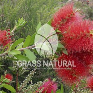 tipos de jardineria,jardineria cursos,servicio de jardineria,importancia de jardineria,jardineria herramientas,jardineria y plantas,jardineria y paisajismo,jardineria macetas,tipos de jardineria,jardineria cursos,servicio de jardineria,importancia de jardineria,jardineria herramientas,jardineria y plantas,jardineria y paisajismo,jardineria macetas,instalacion de grass sintetico pdf,como instalar grass sintetico,instalacion de grass natural,grass sintetico deportivo,grass sintetico decorativo,como colocar cesped sintetico para canchas,instalacion de grass sintetico sobre losa de concreto,procedimiento de instalacion de grass sintetico,como poner pasto natural,cómo preparar la tierra para poner pasto en rollo,como plantar cesped en tierra dura,venta de grass natural en huancayo,grass americano,como hacer panes de cesped caseros,como instalar grama,cesped en rollo,grass americano promart,grass americano descripcion,venta de grass americano en huachipa,grass japones,grass paspalum,grass americano chaclacayo,grass natural precio maestro,grass americano en lurin,grass paspalum lima,semilla grass paspalum,pasto paspalum caracteristicas,grass americano,grass bermuda,pasto paspalum precio,diferencia entre grass americano y paspalum,tipos de grass,semillas de cesped para jardin,pasto que no necesita corte,tipos de cesped para canchas de futbol,tipos de pasto para sombra,cesped caracteristicas,tipos de pasto san agustin,cesped natural para jardin,cesped kikuyo,como poner pasto natural,cómo preparar la tierra para poner pasto en rollo,como plantar cesped en tierra dura,venta de grass natural en huancayo,grass americano,como hacer panes de cesped caseros,como instalar grama,cesped en rollo,cómo preparar la tierra para poner pasto en rollo,como poner pasto en semilla,pasto alfombra natural,como sembrar pasto alfombra,cuidado del pasto en rollo recien plantado,instalacion de cesped natural,pasto sintetico,pasto chino cuidados,cómo preparar la tierra para poner pasto en rollo,como poner pasto en semilla,pasto alfombra natural,como sembrar pasto alfombra,cuidado del pasto en rollo recien plantado,instalacion de cesped natural,pasto sintetico,pasto chino cuidados,venta de plantas al por mayor,venta de plantas ornamentales en lima,venta de plantas de flores,venta de plantas en trujillo,venta de plantas por internet,venta de plantas en piura,viveros en lurin,viveros en lurin pachacamac,venta de plantas al por mayor,venta de plantas ornamentales en lima,viveros en lurin,viveros en la molina,viveros en lurin pachacamac,flor de loto venta peru,viveros en chorrillos ,venta de plantas online,venta de plantas al por mayor en lima,venta de plantas ornamentales,venta de plantas de flores,viveros en lurin,venta de plantas en magdalena,venta de plantas online,viveros en lurin pachacamac,viveros en la molina,venta de grass natural en lurin,venta de grass natural en puente piedra,grass natural precio maestro,venta de grass japones en lima,venta de grass natural en piura,venta de grass natural en comas,semilla de grass,venta de grass chino en lima,semilla grass bermuda black jack,grass americano,semillas de cesped para jardin,grass natural precio maestro,grass natural promart,crecimiento de grass,grass para parques,venta de cesped natural,venta de grass natural en lurin,venta de grass natural en puente piedra,grass natural precio maestro,venta de grass japones en lima,venta de grass natural en piura,venta de grass natural en comas,venta de grass sintetico,venta de grass chino en lima,venta de grass natural en lurin,venta de grass natural en puente piedra,grass natural precio maestro,venta de grass japones en lima,venta de grass natural en piura,venta de grass natural en comas,venta de grass sintetico,venta de grass chino en lima Contáctenos al 921 839 832 ó escríbenos a ventas@grassnatural.com