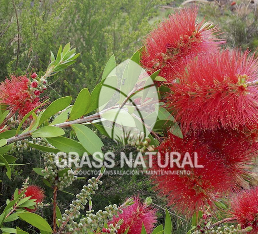 tipos de jardineria,jardineria cursos,servicio de jardineria,importancia de jardineria,jardineria herramientas,jardineria y plantas,jardineria y paisajismo,jardineria macetas,tipos de jardineria,jardineria cursos,servicio de jardineria,importancia de jardineria,jardineria herramientas,jardineria y plantas,jardineria y paisajismo,jardineria macetas,instalacion de grass sintetico pdf,como instalar grass sintetico,instalacion de grass natural,grass sintetico deportivo,grass sintetico decorativo,como colocar cesped sintetico para canchas,instalacion de grass sintetico sobre losa de concreto,procedimiento de instalacion de grass sintetico,como poner pasto natural,cómo preparar la tierra para poner pasto en rollo,como plantar cesped en tierra dura,venta de grass natural en huancayo,grass americano,como hacer panes de cesped caseros,como instalar grama,cesped en rollo,grass americano promart,grass americano descripcion,venta de grass americano en huachipa,grass japones,grass paspalum,grass americano chaclacayo,grass natural precio maestro,grass americano en lurin,grass paspalum lima,semilla grass paspalum,pasto paspalum caracteristicas,grass americano,grass bermuda,pasto paspalum precio,diferencia entre grass americano y paspalum,tipos de grass,semillas de cesped para jardin,pasto que no necesita corte,tipos de cesped para canchas de futbol,tipos de pasto para sombra,cesped caracteristicas,tipos de pasto san agustin,cesped natural para jardin,cesped kikuyo,como poner pasto natural,cómo preparar la tierra para poner pasto en rollo,como plantar cesped en tierra dura,venta de grass natural en huancayo,grass americano,como hacer panes de cesped caseros,como instalar grama,cesped en rollo,cómo preparar la tierra para poner pasto en rollo,como poner pasto en semilla,pasto alfombra natural,como sembrar pasto alfombra,cuidado del pasto en rollo recien plantado,instalacion de cesped natural,pasto sintetico,pasto chino cuidados,cómo preparar la tierra para poner pasto en rollo,como poner pasto en semilla,pasto alfombra natural,como sembrar pasto alfombra,cuidado del pasto en rollo recien plantado,instalacion de cesped natural,pasto sintetico,pasto chino cuidados,venta de plantas al por mayor,venta de plantas ornamentales en lima,venta de plantas de flores,venta de plantas en trujillo,venta de plantas por internet,venta de plantas en piura,viveros en lurin,viveros en lurin pachacamac,venta de plantas al por mayor,venta de plantas ornamentales en lima,viveros en lurin,viveros en la molina,viveros en lurin pachacamac,flor de loto venta peru,viveros en chorrillos ,venta de plantas online,venta de plantas al por mayor en lima,venta de plantas ornamentales,venta de plantas de flores,viveros en lurin,venta de plantas en magdalena,venta de plantas online,viveros en lurin pachacamac,viveros en la molina,venta de grass natural en lurin,venta de grass natural en puente piedra,grass natural precio maestro,venta de grass japones en lima,venta de grass natural en piura,venta de grass natural en comas,semilla de grass,venta de grass chino en lima,semilla grass bermuda black jack,grass americano,semillas de cesped para jardin,grass natural precio maestro,grass natural promart,crecimiento de grass,grass para parques,venta de cesped natural,venta de grass natural en lurin,venta de grass natural en puente piedra,grass natural precio maestro,venta de grass japones en lima,venta de grass natural en piura,venta de grass natural en comas,venta de grass sintetico,venta de grass chino en lima,venta de grass natural en lurin,venta de grass natural en puente piedra,grass natural precio maestro,venta de grass japones en lima,venta de grass natural en piura,venta de grass natural en comas,venta de grass sintetico,venta de grass chino en lima Contáctenos al 921 839 832 ó escríbenos a ventas@grassnatural.com