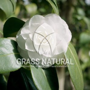 tipos de jardineria,jardineria cursos,servicio de jardineria,importancia de jardineria,jardineria herramientas,jardineria y plantas,jardineria y paisajismo,jardineria macetas,tipos de jardineria,jardineria cursos,servicio de jardineria,importancia de jardineria,jardineria herramientas,jardineria y plantas,jardineria y paisajismo,jardineria macetas,instalacion de grass sintetico pdf,como instalar grass sintetico,instalacion de grass natural,grass sintetico deportivo,grass sintetico decorativo,como colocar cesped sintetico para canchas,instalacion de grass sintetico sobre losa de concreto,procedimiento de instalacion de grass sintetico,como poner pasto natural,cómo preparar la tierra para poner pasto en rollo,como plantar cesped en tierra dura,venta de grass natural en huancayo,grass americano,como hacer panes de cesped caseros,como instalar grama,cesped en rollo,grass americano promart,grass americano descripcion,venta de grass americano en huachipa,grass japones,grass paspalum,grass americano chaclacayo,grass natural precio maestro,grass americano en lurin,grass paspalum lima,semilla grass paspalum,pasto paspalum caracteristicas,grass americano,grass bermuda,pasto paspalum precio,diferencia entre grass americano y paspalum,tipos de grass,semillas de cesped para jardin,pasto que no necesita corte,tipos de cesped para canchas de futbol,tipos de pasto para sombra,cesped caracteristicas,tipos de pasto san agustin,cesped natural para jardin,cesped kikuyo,como poner pasto natural,cómo preparar la tierra para poner pasto en rollo,como plantar cesped en tierra dura,venta de grass natural en huancayo,grass americano,como hacer panes de cesped caseros,como instalar grama,cesped en rollo,cómo preparar la tierra para poner pasto en rollo,como poner pasto en semilla,pasto alfombra natural,como sembrar pasto alfombra,cuidado del pasto en rollo recien plantado,instalacion de cesped natural,pasto sintetico,pasto chino cuidados,cómo preparar la tierra para poner pasto en rollo,como poner pasto en semilla,pasto alfombra natural,como sembrar pasto alfombra,cuidado del pasto en rollo recien plantado,instalacion de cesped natural,pasto sintetico,pasto chino cuidados,venta de plantas al por mayor,venta de plantas ornamentales en lima,venta de plantas de flores,venta de plantas en trujillo,venta de plantas por internet,venta de plantas en piura,viveros en lurin,viveros en lurin pachacamac,venta de plantas al por mayor,venta de plantas ornamentales en lima,viveros en lurin,viveros en la molina,viveros en lurin pachacamac,flor de loto venta peru,viveros en chorrillos ,venta de plantas online,venta de plantas al por mayor en lima,venta de plantas ornamentales,venta de plantas de flores,viveros en lurin,venta de plantas en magdalena,venta de plantas online,viveros en lurin pachacamac,viveros en la molina,venta de grass natural en lurin,venta de grass natural en puente piedra,grass natural precio maestro,venta de grass japones en lima,venta de grass natural en piura,venta de grass natural en comas,semilla de grass,venta de grass chino en lima,semilla grass bermuda black jack,grass americano,semillas de cesped para jardin,grass natural precio maestro,grass natural promart,crecimiento de grass,grass para parques,venta de cesped natural,venta de grass natural en lurin,venta de grass natural en puente piedra,grass natural precio maestro,venta de grass japones en lima,venta de grass natural en piura,venta de grass natural en comas,venta de grass sintetico,venta de grass chino en lima,venta de grass natural en lurin,venta de grass natural en puente piedra,grass natural precio maestro,venta de grass japones en lima,venta de grass natural en piura,venta de grass natural en comas,venta de grass sintetico,venta de grass chino en lima