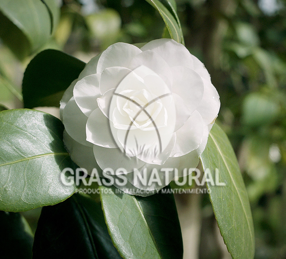 tipos de jardineria,jardineria cursos,servicio de jardineria,importancia de jardineria,jardineria herramientas,jardineria y plantas,jardineria y paisajismo,jardineria macetas,tipos de jardineria,jardineria cursos,servicio de jardineria,importancia de jardineria,jardineria herramientas,jardineria y plantas,jardineria y paisajismo,jardineria macetas,instalacion de grass sintetico pdf,como instalar grass sintetico,instalacion de grass natural,grass sintetico deportivo,grass sintetico decorativo,como colocar cesped sintetico para canchas,instalacion de grass sintetico sobre losa de concreto,procedimiento de instalacion de grass sintetico,como poner pasto natural,cómo preparar la tierra para poner pasto en rollo,como plantar cesped en tierra dura,venta de grass natural en huancayo,grass americano,como hacer panes de cesped caseros,como instalar grama,cesped en rollo,grass americano promart,grass americano descripcion,venta de grass americano en huachipa,grass japones,grass paspalum,grass americano chaclacayo,grass natural precio maestro,grass americano en lurin,grass paspalum lima,semilla grass paspalum,pasto paspalum caracteristicas,grass americano,grass bermuda,pasto paspalum precio,diferencia entre grass americano y paspalum,tipos de grass,semillas de cesped para jardin,pasto que no necesita corte,tipos de cesped para canchas de futbol,tipos de pasto para sombra,cesped caracteristicas,tipos de pasto san agustin,cesped natural para jardin,cesped kikuyo,como poner pasto natural,cómo preparar la tierra para poner pasto en rollo,como plantar cesped en tierra dura,venta de grass natural en huancayo,grass americano,como hacer panes de cesped caseros,como instalar grama,cesped en rollo,cómo preparar la tierra para poner pasto en rollo,como poner pasto en semilla,pasto alfombra natural,como sembrar pasto alfombra,cuidado del pasto en rollo recien plantado,instalacion de cesped natural,pasto sintetico,pasto chino cuidados,cómo preparar la tierra para poner pasto en rollo,como poner pasto en semilla,pasto alfombra natural,como sembrar pasto alfombra,cuidado del pasto en rollo recien plantado,instalacion de cesped natural,pasto sintetico,pasto chino cuidados,venta de plantas al por mayor,venta de plantas ornamentales en lima,venta de plantas de flores,venta de plantas en trujillo,venta de plantas por internet,venta de plantas en piura,viveros en lurin,viveros en lurin pachacamac,venta de plantas al por mayor,venta de plantas ornamentales en lima,viveros en lurin,viveros en la molina,viveros en lurin pachacamac,flor de loto venta peru,viveros en chorrillos ,venta de plantas online,venta de plantas al por mayor en lima,venta de plantas ornamentales,venta de plantas de flores,viveros en lurin,venta de plantas en magdalena,venta de plantas online,viveros en lurin pachacamac,viveros en la molina,venta de grass natural en lurin,venta de grass natural en puente piedra,grass natural precio maestro,venta de grass japones en lima,venta de grass natural en piura,venta de grass natural en comas,semilla de grass,venta de grass chino en lima,semilla grass bermuda black jack,grass americano,semillas de cesped para jardin,grass natural precio maestro,grass natural promart,crecimiento de grass,grass para parques,venta de cesped natural,venta de grass natural en lurin,venta de grass natural en puente piedra,grass natural precio maestro,venta de grass japones en lima,venta de grass natural en piura,venta de grass natural en comas,venta de grass sintetico,venta de grass chino en lima,venta de grass natural en lurin,venta de grass natural en puente piedra,grass natural precio maestro,venta de grass japones en lima,venta de grass natural en piura,venta de grass natural en comas,venta de grass sintetico,venta de grass chino en lima
