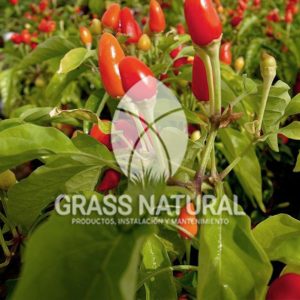 tipos de jardineria,jardineria cursos,servicio de jardineria,importancia de jardineria,jardineria herramientas,jardineria y plantas,jardineria y paisajismo,jardineria macetas,tipos de jardineria,jardineria cursos,servicio de jardineria,importancia de jardineria,jardineria herramientas,jardineria y plantas,jardineria y paisajismo,jardineria macetas,instalacion de grass sintetico pdf,como instalar grass sintetico,instalacion de grass natural,grass sintetico deportivo,grass sintetico decorativo,como colocar cesped sintetico para canchas,instalacion de grass sintetico sobre losa de concreto,procedimiento de instalacion de grass sintetico,como poner pasto natural,cómo preparar la tierra para poner pasto en rollo,como plantar cesped en tierra dura,venta de grass natural en huancayo,grass americano,como hacer panes de cesped caseros,como instalar grama,cesped en rollo,grass americano promart,grass americano descripcion,venta de grass americano en huachipa,grass japones,grass paspalum,grass americano chaclacayo,grass natural precio maestro,grass americano en lurin,grass paspalum lima,semilla grass paspalum,pasto paspalum caracteristicas,grass americano,grass bermuda,pasto paspalum precio,diferencia entre grass americano y paspalum,tipos de grass,semillas de cesped para jardin,pasto que no necesita corte,tipos de cesped para canchas de futbol,tipos de pasto para sombra,cesped caracteristicas,tipos de pasto san agustin,cesped natural para jardin,cesped kikuyo,como poner pasto natural,cómo preparar la tierra para poner pasto en rollo,como plantar cesped en tierra dura,venta de grass natural en huancayo,grass americano,como hacer panes de cesped caseros,como instalar grama,cesped en rollo,cómo preparar la tierra para poner pasto en rollo,como poner pasto en semilla,pasto alfombra natural,como sembrar pasto alfombra,cuidado del pasto en rollo recien plantado,instalacion de cesped natural,pasto sintetico,pasto chino cuidados,cómo preparar la tierra para poner pasto en rollo,como poner pasto en semilla,pasto alfombra natural,como sembrar pasto alfombra,cuidado del pasto en rollo recien plantado,instalacion de cesped natural,pasto sintetico,pasto chino cuidados,venta de plantas al por mayor,venta de plantas ornamentales en lima,venta de plantas de flores,venta de plantas en trujillo,venta de plantas por internet,venta de plantas en piura,viveros en lurin,viveros en lurin pachacamac,venta de plantas al por mayor,venta de plantas ornamentales en lima,viveros en lurin,viveros en la molina,viveros en lurin pachacamac,flor de loto venta peru,viveros en chorrillos ,venta de plantas online,venta de plantas al por mayor en lima,venta de plantas ornamentales,venta de plantas de flores,viveros en lurin,venta de plantas en magdalena,venta de plantas online,viveros en lurin pachacamac,viveros en la molina,venta de grass natural en lurin,venta de grass natural en puente piedra,grass natural precio maestro,venta de grass japones en lima,venta de grass natural en piura,venta de grass natural en comas,semilla de grass,venta de grass chino en lima,semilla grass bermuda black jack,grass americano,semillas de cesped para jardin,grass natural precio maestro,grass natural promart,crecimiento de grass,grass para parques,venta de cesped natural,venta de grass natural en lurin,venta de grass natural en puente piedra,grass natural precio maestro,venta de grass japones en lima,venta de grass natural en piura,venta de grass natural en comas,venta de grass sintetico,venta de grass chino en lima,venta de grass natural en lurin,venta de grass natural en puente piedra,grass natural precio maestro,venta de grass japones en lima,venta de grass natural en piura,venta de grass natural en comas,venta de grass sintetico,venta de grass chino en lima