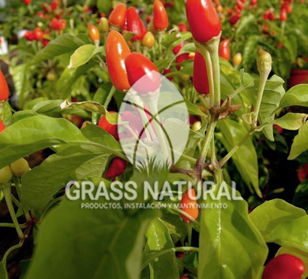 tipos de jardineria,jardineria cursos,servicio de jardineria,importancia de jardineria,jardineria herramientas,jardineria y plantas,jardineria y paisajismo,jardineria macetas,tipos de jardineria,jardineria cursos,servicio de jardineria,importancia de jardineria,jardineria herramientas,jardineria y plantas,jardineria y paisajismo,jardineria macetas,instalacion de grass sintetico pdf,como instalar grass sintetico,instalacion de grass natural,grass sintetico deportivo,grass sintetico decorativo,como colocar cesped sintetico para canchas,instalacion de grass sintetico sobre losa de concreto,procedimiento de instalacion de grass sintetico,como poner pasto natural,cómo preparar la tierra para poner pasto en rollo,como plantar cesped en tierra dura,venta de grass natural en huancayo,grass americano,como hacer panes de cesped caseros,como instalar grama,cesped en rollo,grass americano promart,grass americano descripcion,venta de grass americano en huachipa,grass japones,grass paspalum,grass americano chaclacayo,grass natural precio maestro,grass americano en lurin,grass paspalum lima,semilla grass paspalum,pasto paspalum caracteristicas,grass americano,grass bermuda,pasto paspalum precio,diferencia entre grass americano y paspalum,tipos de grass,semillas de cesped para jardin,pasto que no necesita corte,tipos de cesped para canchas de futbol,tipos de pasto para sombra,cesped caracteristicas,tipos de pasto san agustin,cesped natural para jardin,cesped kikuyo,como poner pasto natural,cómo preparar la tierra para poner pasto en rollo,como plantar cesped en tierra dura,venta de grass natural en huancayo,grass americano,como hacer panes de cesped caseros,como instalar grama,cesped en rollo,cómo preparar la tierra para poner pasto en rollo,como poner pasto en semilla,pasto alfombra natural,como sembrar pasto alfombra,cuidado del pasto en rollo recien plantado,instalacion de cesped natural,pasto sintetico,pasto chino cuidados,cómo preparar la tierra para poner pasto en rollo,como poner pasto en semilla,pasto alfombra natural,como sembrar pasto alfombra,cuidado del pasto en rollo recien plantado,instalacion de cesped natural,pasto sintetico,pasto chino cuidados,venta de plantas al por mayor,venta de plantas ornamentales en lima,venta de plantas de flores,venta de plantas en trujillo,venta de plantas por internet,venta de plantas en piura,viveros en lurin,viveros en lurin pachacamac,venta de plantas al por mayor,venta de plantas ornamentales en lima,viveros en lurin,viveros en la molina,viveros en lurin pachacamac,flor de loto venta peru,viveros en chorrillos ,venta de plantas online,venta de plantas al por mayor en lima,venta de plantas ornamentales,venta de plantas de flores,viveros en lurin,venta de plantas en magdalena,venta de plantas online,viveros en lurin pachacamac,viveros en la molina,venta de grass natural en lurin,venta de grass natural en puente piedra,grass natural precio maestro,venta de grass japones en lima,venta de grass natural en piura,venta de grass natural en comas,semilla de grass,venta de grass chino en lima,semilla grass bermuda black jack,grass americano,semillas de cesped para jardin,grass natural precio maestro,grass natural promart,crecimiento de grass,grass para parques,venta de cesped natural,venta de grass natural en lurin,venta de grass natural en puente piedra,grass natural precio maestro,venta de grass japones en lima,venta de grass natural en piura,venta de grass natural en comas,venta de grass sintetico,venta de grass chino en lima,venta de grass natural en lurin,venta de grass natural en puente piedra,grass natural precio maestro,venta de grass japones en lima,venta de grass natural en piura,venta de grass natural en comas,venta de grass sintetico,venta de grass chino en lima