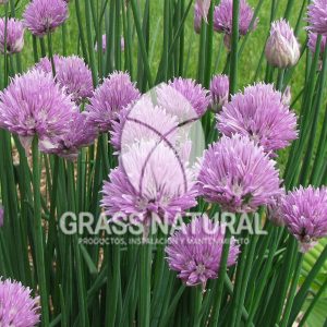 tipos de jardineria,jardineria cursos,servicio de jardineria,importancia de jardineria,jardineria herramientas,jardineria y plantas,jardineria y paisajismo,jardineria macetas,tipos de jardineria,jardineria cursos,servicio de jardineria,importancia de jardineria,jardineria herramientas,jardineria y plantas,jardineria y paisajismo,jardineria macetas,instalacion de grass sintetico pdf,como instalar grass sintetico,instalacion de grass natural,grass sintetico deportivo,grass sintetico decorativo,como colocar cesped sintetico para canchas,instalacion de grass sintetico sobre losa de concreto,procedimiento de instalacion de grass sintetico,como poner pasto natural,cómo preparar la tierra para poner pasto en rollo,como plantar cesped en tierra dura,venta de grass natural en huancayo,grass americano,como hacer panes de cesped caseros,como instalar grama,cesped en rollo,grass americano promart,grass americano descripcion,venta de grass americano en huachipa,grass japones,grass paspalum,grass americano chaclacayo,grass natural precio maestro,grass americano en lurin,grass paspalum lima,semilla grass paspalum,pasto paspalum caracteristicas,grass americano,grass bermuda,pasto paspalum precio,diferencia entre grass americano y paspalum,tipos de grass,semillas de cesped para jardin,pasto que no necesita corte,tipos de cesped para canchas de futbol,tipos de pasto para sombra,cesped caracteristicas,tipos de pasto san agustin,cesped natural para jardin,cesped kikuyo,como poner pasto natural,cómo preparar la tierra para poner pasto en rollo,como plantar cesped en tierra dura,venta de grass natural en huancayo,grass americano,como hacer panes de cesped caseros,como instalar grama,cesped en rollo,cómo preparar la tierra para poner pasto en rollo,como poner pasto en semilla,pasto alfombra natural,como sembrar pasto alfombra,cuidado del pasto en rollo recien plantado,instalacion de cesped natural,pasto sintetico,pasto chino cuidados,cómo preparar la tierra para poner pasto en rollo,como poner pasto en semilla,pasto alfombra natural,como sembrar pasto alfombra,cuidado del pasto en rollo recien plantado,instalacion de cesped natural,pasto sintetico,pasto chino cuidados,venta de plantas al por mayor,venta de plantas ornamentales en lima,venta de plantas de flores,venta de plantas en trujillo,venta de plantas por internet,venta de plantas en piura,viveros en lurin,viveros en lurin pachacamac,venta de plantas al por mayor,venta de plantas ornamentales en lima,viveros en lurin,viveros en la molina,viveros en lurin pachacamac,flor de loto venta peru,viveros en chorrillos ,venta de plantas online,venta de plantas al por mayor en lima,venta de plantas ornamentales,venta de plantas de flores,viveros en lurin,venta de plantas en magdalena,venta de plantas online,viveros en lurin pachacamac,viveros en la molina,venta de grass natural en lurin,venta de grass natural en puente piedra,grass natural precio maestro,venta de grass japones en lima,venta de grass natural en piura,venta de grass natural en comas,semilla de grass,venta de grass chino en lima,semilla grass bermuda black jack,grass americano,semillas de cesped para jardin,grass natural precio maestro,grass natural promart,crecimiento de grass,grass para parques,venta de cesped natural,venta de grass natural en lurin,venta de grass natural en puente piedra,grass natural precio maestro,venta de grass japones en lima,venta de grass natural en piura,venta de grass natural en comas,venta de grass sintetico,venta de grass chino en lima,venta de grass natural en lurin,venta de grass natural en puente piedra,grass natural precio maestro,venta de grass japones en lima,venta de grass natural en piura,venta de grass natural en comas,venta de grass sintetico,venta de grass chino en lima Contáctenos al 922919092 o escríbenos a ventas@grassnatural.com