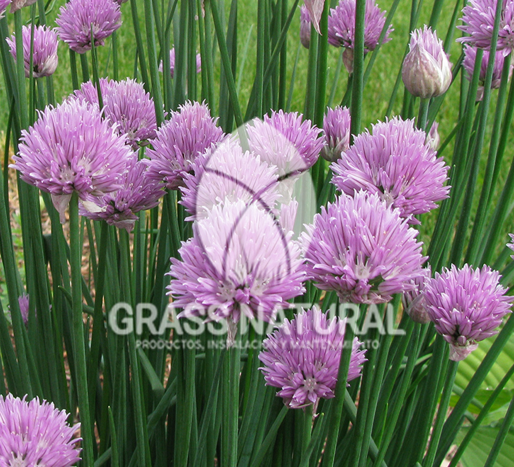 tipos de jardineria,jardineria cursos,servicio de jardineria,importancia de jardineria,jardineria herramientas,jardineria y plantas,jardineria y paisajismo,jardineria macetas,tipos de jardineria,jardineria cursos,servicio de jardineria,importancia de jardineria,jardineria herramientas,jardineria y plantas,jardineria y paisajismo,jardineria macetas,instalacion de grass sintetico pdf,como instalar grass sintetico,instalacion de grass natural,grass sintetico deportivo,grass sintetico decorativo,como colocar cesped sintetico para canchas,instalacion de grass sintetico sobre losa de concreto,procedimiento de instalacion de grass sintetico,como poner pasto natural,cómo preparar la tierra para poner pasto en rollo,como plantar cesped en tierra dura,venta de grass natural en huancayo,grass americano,como hacer panes de cesped caseros,como instalar grama,cesped en rollo,grass americano promart,grass americano descripcion,venta de grass americano en huachipa,grass japones,grass paspalum,grass americano chaclacayo,grass natural precio maestro,grass americano en lurin,grass paspalum lima,semilla grass paspalum,pasto paspalum caracteristicas,grass americano,grass bermuda,pasto paspalum precio,diferencia entre grass americano y paspalum,tipos de grass,semillas de cesped para jardin,pasto que no necesita corte,tipos de cesped para canchas de futbol,tipos de pasto para sombra,cesped caracteristicas,tipos de pasto san agustin,cesped natural para jardin,cesped kikuyo,como poner pasto natural,cómo preparar la tierra para poner pasto en rollo,como plantar cesped en tierra dura,venta de grass natural en huancayo,grass americano,como hacer panes de cesped caseros,como instalar grama,cesped en rollo,cómo preparar la tierra para poner pasto en rollo,como poner pasto en semilla,pasto alfombra natural,como sembrar pasto alfombra,cuidado del pasto en rollo recien plantado,instalacion de cesped natural,pasto sintetico,pasto chino cuidados,cómo preparar la tierra para poner pasto en rollo,como poner pasto en semilla,pasto alfombra natural,como sembrar pasto alfombra,cuidado del pasto en rollo recien plantado,instalacion de cesped natural,pasto sintetico,pasto chino cuidados,venta de plantas al por mayor,venta de plantas ornamentales en lima,venta de plantas de flores,venta de plantas en trujillo,venta de plantas por internet,venta de plantas en piura,viveros en lurin,viveros en lurin pachacamac,venta de plantas al por mayor,venta de plantas ornamentales en lima,viveros en lurin,viveros en la molina,viveros en lurin pachacamac,flor de loto venta peru,viveros en chorrillos ,venta de plantas online,venta de plantas al por mayor en lima,venta de plantas ornamentales,venta de plantas de flores,viveros en lurin,venta de plantas en magdalena,venta de plantas online,viveros en lurin pachacamac,viveros en la molina,venta de grass natural en lurin,venta de grass natural en puente piedra,grass natural precio maestro,venta de grass japones en lima,venta de grass natural en piura,venta de grass natural en comas,semilla de grass,venta de grass chino en lima,semilla grass bermuda black jack,grass americano,semillas de cesped para jardin,grass natural precio maestro,grass natural promart,crecimiento de grass,grass para parques,venta de cesped natural,venta de grass natural en lurin,venta de grass natural en puente piedra,grass natural precio maestro,venta de grass japones en lima,venta de grass natural en piura,venta de grass natural en comas,venta de grass sintetico,venta de grass chino en lima,venta de grass natural en lurin,venta de grass natural en puente piedra,grass natural precio maestro,venta de grass japones en lima,venta de grass natural en piura,venta de grass natural en comas,venta de grass sintetico,venta de grass chino en lima Contáctenos al 922919092 o escríbenos a ventas@grassnatural.com