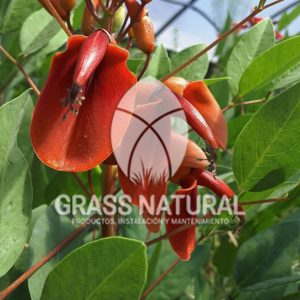 tipos de jardineria,jardineria cursos,servicio de jardineria,importancia de jardineria,jardineria herramientas,jardineria y plantas,jardineria y paisajismo,jardineria macetas,tipos de jardineria,jardineria cursos,servicio de jardineria,importancia de jardineria,jardineria herramientas,jardineria y plantas,jardineria y paisajismo,jardineria macetas,instalacion de grass sintetico pdf,como instalar grass sintetico,instalacion de grass natural,grass sintetico deportivo,grass sintetico decorativo,como colocar cesped sintetico para canchas,instalacion de grass sintetico sobre losa de concreto,procedimiento de instalacion de grass sintetico,como poner pasto natural,cómo preparar la tierra para poner pasto en rollo,como plantar cesped en tierra dura,venta de grass natural en huancayo,grass americano,como hacer panes de cesped caseros,como instalar grama,cesped en rollo,grass americano promart,grass americano descripcion,venta de grass americano en huachipa,grass japones,grass paspalum,grass americano chaclacayo,grass natural precio maestro,grass americano en lurin,grass paspalum lima,semilla grass paspalum,pasto paspalum caracteristicas,grass americano,grass bermuda,pasto paspalum precio,diferencia entre grass americano y paspalum,tipos de grass,semillas de cesped para jardin,pasto que no necesita corte,tipos de cesped para canchas de futbol,tipos de pasto para sombra,cesped caracteristicas,tipos de pasto san agustin,cesped natural para jardin,cesped kikuyo,como poner pasto natural,cómo preparar la tierra para poner pasto en rollo,como plantar cesped en tierra dura,venta de grass natural en huancayo,grass americano,como hacer panes de cesped caseros,como instalar grama,cesped en rollo,cómo preparar la tierra para poner pasto en rollo,como poner pasto en semilla,pasto alfombra natural,como sembrar pasto alfombra,cuidado del pasto en rollo recien plantado,instalacion de cesped natural,pasto sintetico,pasto chino cuidados,cómo preparar la tierra para poner pasto en rollo,como poner pasto en semilla,pasto alfombra natural,como sembrar pasto alfombra,cuidado del pasto en rollo recien plantado,instalacion de cesped natural,pasto sintetico,pasto chino cuidados,venta de plantas al por mayor,venta de plantas ornamentales en lima,venta de plantas de flores,venta de plantas en trujillo,venta de plantas por internet,venta de plantas en piura,viveros en lurin,viveros en lurin pachacamac,venta de plantas al por mayor,venta de plantas ornamentales en lima,viveros en lurin,viveros en la molina,viveros en lurin pachacamac,flor de loto venta peru,viveros en chorrillos ,venta de plantas online,venta de plantas al por mayor en lima,venta de plantas ornamentales,venta de plantas de flores,viveros en lurin,venta de plantas en magdalena,venta de plantas online,viveros en lurin pachacamac,viveros en la molina,venta de grass natural en lurin,venta de grass natural en puente piedra,grass natural precio maestro,venta de grass japones en lima,venta de grass natural en piura,venta de grass natural en comas,semilla de grass,venta de grass chino en lima,semilla grass bermuda black jack,grass americano,semillas de cesped para jardin,grass natural precio maestro,grass natural promart,crecimiento de grass,grass para parques,venta de cesped natural,venta de grass natural en lurin,venta de grass natural en puente piedra,grass natural precio maestro,venta de grass japones en lima,venta de grass natural en piura,venta de grass natural en comas,venta de grass sintetico,venta de grass chino en lima,venta de grass natural en lurin,venta de grass natural en puente piedra,grass natural precio maestro,venta de grass japones en lima,venta de grass natural en piura,venta de grass natural en comas,venta de grass sintetico,venta de grass chino en lima