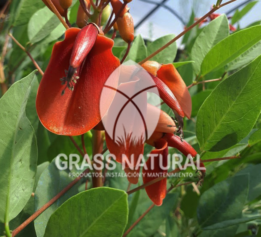 tipos de jardineria,jardineria cursos,servicio de jardineria,importancia de jardineria,jardineria herramientas,jardineria y plantas,jardineria y paisajismo,jardineria macetas,tipos de jardineria,jardineria cursos,servicio de jardineria,importancia de jardineria,jardineria herramientas,jardineria y plantas,jardineria y paisajismo,jardineria macetas,instalacion de grass sintetico pdf,como instalar grass sintetico,instalacion de grass natural,grass sintetico deportivo,grass sintetico decorativo,como colocar cesped sintetico para canchas,instalacion de grass sintetico sobre losa de concreto,procedimiento de instalacion de grass sintetico,como poner pasto natural,cómo preparar la tierra para poner pasto en rollo,como plantar cesped en tierra dura,venta de grass natural en huancayo,grass americano,como hacer panes de cesped caseros,como instalar grama,cesped en rollo,grass americano promart,grass americano descripcion,venta de grass americano en huachipa,grass japones,grass paspalum,grass americano chaclacayo,grass natural precio maestro,grass americano en lurin,grass paspalum lima,semilla grass paspalum,pasto paspalum caracteristicas,grass americano,grass bermuda,pasto paspalum precio,diferencia entre grass americano y paspalum,tipos de grass,semillas de cesped para jardin,pasto que no necesita corte,tipos de cesped para canchas de futbol,tipos de pasto para sombra,cesped caracteristicas,tipos de pasto san agustin,cesped natural para jardin,cesped kikuyo,como poner pasto natural,cómo preparar la tierra para poner pasto en rollo,como plantar cesped en tierra dura,venta de grass natural en huancayo,grass americano,como hacer panes de cesped caseros,como instalar grama,cesped en rollo,cómo preparar la tierra para poner pasto en rollo,como poner pasto en semilla,pasto alfombra natural,como sembrar pasto alfombra,cuidado del pasto en rollo recien plantado,instalacion de cesped natural,pasto sintetico,pasto chino cuidados,cómo preparar la tierra para poner pasto en rollo,como poner pasto en semilla,pasto alfombra natural,como sembrar pasto alfombra,cuidado del pasto en rollo recien plantado,instalacion de cesped natural,pasto sintetico,pasto chino cuidados,venta de plantas al por mayor,venta de plantas ornamentales en lima,venta de plantas de flores,venta de plantas en trujillo,venta de plantas por internet,venta de plantas en piura,viveros en lurin,viveros en lurin pachacamac,venta de plantas al por mayor,venta de plantas ornamentales en lima,viveros en lurin,viveros en la molina,viveros en lurin pachacamac,flor de loto venta peru,viveros en chorrillos ,venta de plantas online,venta de plantas al por mayor en lima,venta de plantas ornamentales,venta de plantas de flores,viveros en lurin,venta de plantas en magdalena,venta de plantas online,viveros en lurin pachacamac,viveros en la molina,venta de grass natural en lurin,venta de grass natural en puente piedra,grass natural precio maestro,venta de grass japones en lima,venta de grass natural en piura,venta de grass natural en comas,semilla de grass,venta de grass chino en lima,semilla grass bermuda black jack,grass americano,semillas de cesped para jardin,grass natural precio maestro,grass natural promart,crecimiento de grass,grass para parques,venta de cesped natural,venta de grass natural en lurin,venta de grass natural en puente piedra,grass natural precio maestro,venta de grass japones en lima,venta de grass natural en piura,venta de grass natural en comas,venta de grass sintetico,venta de grass chino en lima,venta de grass natural en lurin,venta de grass natural en puente piedra,grass natural precio maestro,venta de grass japones en lima,venta de grass natural en piura,venta de grass natural en comas,venta de grass sintetico,venta de grass chino en lima