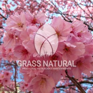 tipos de jardineria,jardineria cursos,servicio de jardineria,importancia de jardineria,jardineria herramientas,jardineria y plantas,jardineria y paisajismo,jardineria macetas,tipos de jardineria,jardineria cursos,servicio de jardineria,importancia de jardineria,jardineria herramientas,jardineria y plantas,jardineria y paisajismo,jardineria macetas,instalacion de grass sintetico pdf,como instalar grass sintetico,instalacion de grass natural,grass sintetico deportivo,grass sintetico decorativo,como colocar cesped sintetico para canchas,instalacion de grass sintetico sobre losa de concreto,procedimiento de instalacion de grass sintetico,como poner pasto natural,cómo preparar la tierra para poner pasto en rollo,como plantar cesped en tierra dura,venta de grass natural en huancayo,grass americano,como hacer panes de cesped caseros,como instalar grama,cesped en rollo,grass americano promart,grass americano descripcion,venta de grass americano en huachipa,grass japones,grass paspalum,grass americano chaclacayo,grass natural precio maestro,grass americano en lurin,grass paspalum lima,semilla grass paspalum,pasto paspalum caracteristicas,grass americano,grass bermuda,pasto paspalum precio,diferencia entre grass americano y paspalum,tipos de grass,semillas de cesped para jardin,pasto que no necesita corte,tipos de cesped para canchas de futbol,tipos de pasto para sombra,cesped caracteristicas,tipos de pasto san agustin,cesped natural para jardin,cesped kikuyo,como poner pasto natural,cómo preparar la tierra para poner pasto en rollo,como plantar cesped en tierra dura,venta de grass natural en huancayo,grass americano,como hacer panes de cesped caseros,como instalar grama,cesped en rollo,cómo preparar la tierra para poner pasto en rollo,como poner pasto en semilla,pasto alfombra natural,como sembrar pasto alfombra,cuidado del pasto en rollo recien plantado,instalacion de cesped natural,pasto sintetico,pasto chino cuidados,cómo preparar la tierra para poner pasto en rollo,como poner pasto en semilla,pasto alfombra natural,como sembrar pasto alfombra,cuidado del pasto en rollo recien plantado,instalacion de cesped natural,pasto sintetico,pasto chino cuidados,venta de plantas al por mayor,venta de plantas ornamentales en lima,venta de plantas de flores,venta de plantas en trujillo,venta de plantas por internet,venta de plantas en piura,viveros en lurin,viveros en lurin pachacamac,venta de plantas al por mayor,venta de plantas ornamentales en lima,viveros en lurin,viveros en la molina,viveros en lurin pachacamac,flor de loto venta peru,viveros en chorrillos ,venta de plantas online,venta de plantas al por mayor en lima,venta de plantas ornamentales,venta de plantas de flores,viveros en lurin,venta de plantas en magdalena,venta de plantas online,viveros en lurin pachacamac,viveros en la molina,venta de grass natural en lurin,venta de grass natural en puente piedra,grass natural precio maestro,venta de grass japones en lima,venta de grass natural en piura,venta de grass natural en comas,semilla de grass,venta de grass chino en lima,semilla grass bermuda black jack,grass americano,semillas de cesped para jardin,grass natural precio maestro,grass natural promart,crecimiento de grass,grass para parques,venta de cesped natural,venta de grass natural en lurin,venta de grass natural en puente piedra,grass natural precio maestro,venta de grass japones en lima,venta de grass natural en piura,venta de grass natural en comas,venta de grass sintetico,venta de grass chino en lima,venta de grass natural en lurin,venta de grass natural en puente piedra,grass natural precio maestro,venta de grass japones en lima,venta de grass natural en piura,venta de grass natural en comas,venta de grass sintetico,venta de grass chino en lima