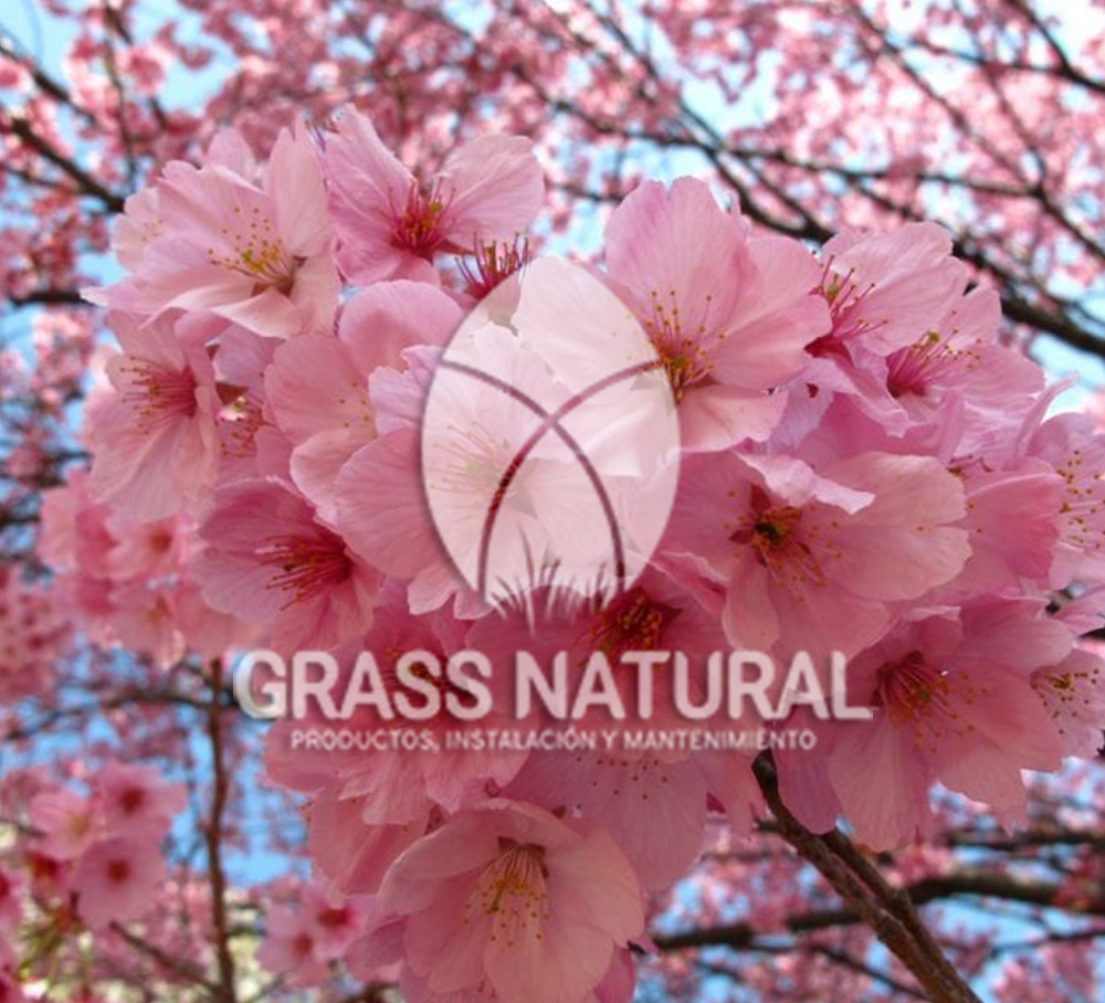 tipos de jardineria,jardineria cursos,servicio de jardineria,importancia de jardineria,jardineria herramientas,jardineria y plantas,jardineria y paisajismo,jardineria macetas,tipos de jardineria,jardineria cursos,servicio de jardineria,importancia de jardineria,jardineria herramientas,jardineria y plantas,jardineria y paisajismo,jardineria macetas,instalacion de grass sintetico pdf,como instalar grass sintetico,instalacion de grass natural,grass sintetico deportivo,grass sintetico decorativo,como colocar cesped sintetico para canchas,instalacion de grass sintetico sobre losa de concreto,procedimiento de instalacion de grass sintetico,como poner pasto natural,cómo preparar la tierra para poner pasto en rollo,como plantar cesped en tierra dura,venta de grass natural en huancayo,grass americano,como hacer panes de cesped caseros,como instalar grama,cesped en rollo,grass americano promart,grass americano descripcion,venta de grass americano en huachipa,grass japones,grass paspalum,grass americano chaclacayo,grass natural precio maestro,grass americano en lurin,grass paspalum lima,semilla grass paspalum,pasto paspalum caracteristicas,grass americano,grass bermuda,pasto paspalum precio,diferencia entre grass americano y paspalum,tipos de grass,semillas de cesped para jardin,pasto que no necesita corte,tipos de cesped para canchas de futbol,tipos de pasto para sombra,cesped caracteristicas,tipos de pasto san agustin,cesped natural para jardin,cesped kikuyo,como poner pasto natural,cómo preparar la tierra para poner pasto en rollo,como plantar cesped en tierra dura,venta de grass natural en huancayo,grass americano,como hacer panes de cesped caseros,como instalar grama,cesped en rollo,cómo preparar la tierra para poner pasto en rollo,como poner pasto en semilla,pasto alfombra natural,como sembrar pasto alfombra,cuidado del pasto en rollo recien plantado,instalacion de cesped natural,pasto sintetico,pasto chino cuidados,cómo preparar la tierra para poner pasto en rollo,como poner pasto en semilla,pasto alfombra natural,como sembrar pasto alfombra,cuidado del pasto en rollo recien plantado,instalacion de cesped natural,pasto sintetico,pasto chino cuidados,venta de plantas al por mayor,venta de plantas ornamentales en lima,venta de plantas de flores,venta de plantas en trujillo,venta de plantas por internet,venta de plantas en piura,viveros en lurin,viveros en lurin pachacamac,venta de plantas al por mayor,venta de plantas ornamentales en lima,viveros en lurin,viveros en la molina,viveros en lurin pachacamac,flor de loto venta peru,viveros en chorrillos ,venta de plantas online,venta de plantas al por mayor en lima,venta de plantas ornamentales,venta de plantas de flores,viveros en lurin,venta de plantas en magdalena,venta de plantas online,viveros en lurin pachacamac,viveros en la molina,venta de grass natural en lurin,venta de grass natural en puente piedra,grass natural precio maestro,venta de grass japones en lima,venta de grass natural en piura,venta de grass natural en comas,semilla de grass,venta de grass chino en lima,semilla grass bermuda black jack,grass americano,semillas de cesped para jardin,grass natural precio maestro,grass natural promart,crecimiento de grass,grass para parques,venta de cesped natural,venta de grass natural en lurin,venta de grass natural en puente piedra,grass natural precio maestro,venta de grass japones en lima,venta de grass natural en piura,venta de grass natural en comas,venta de grass sintetico,venta de grass chino en lima,venta de grass natural en lurin,venta de grass natural en puente piedra,grass natural precio maestro,venta de grass japones en lima,venta de grass natural en piura,venta de grass natural en comas,venta de grass sintetico,venta de grass chino en lima