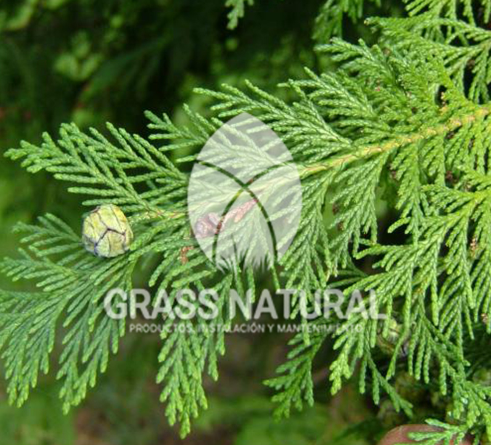 tipos de jardineria,jardineria cursos,servicio de jardineria,importancia de jardineria,jardineria herramientas,jardineria y plantas,jardineria y paisajismo,jardineria macetas,tipos de jardineria,jardineria cursos,servicio de jardineria,importancia de jardineria,jardineria herramientas,jardineria y plantas,jardineria y paisajismo,jardineria macetas,instalacion de grass sintetico pdf,como instalar grass sintetico,instalacion de grass natural,grass sintetico deportivo,grass sintetico decorativo,como colocar cesped sintetico para canchas,instalacion de grass sintetico sobre losa de concreto,procedimiento de instalacion de grass sintetico,como poner pasto natural,cómo preparar la tierra para poner pasto en rollo,como plantar cesped en tierra dura,venta de grass natural en huancayo,grass americano,como hacer panes de cesped caseros,como instalar grama,cesped en rollo,grass americano promart,grass americano descripcion,venta de grass americano en huachipa,grass japones,grass paspalum,grass americano chaclacayo,grass natural precio maestro,grass americano en lurin,grass paspalum lima,semilla grass paspalum,pasto paspalum caracteristicas,grass americano,grass bermuda,pasto paspalum precio,diferencia entre grass americano y paspalum,tipos de grass,semillas de cesped para jardin,pasto que no necesita corte,tipos de cesped para canchas de futbol,tipos de pasto para sombra,cesped caracteristicas,tipos de pasto san agustin,cesped natural para jardin,cesped kikuyo,como poner pasto natural,cómo preparar la tierra para poner pasto en rollo,como plantar cesped en tierra dura,venta de grass natural en huancayo,grass americano,como hacer panes de cesped caseros,como instalar grama,cesped en rollo,cómo preparar la tierra para poner pasto en rollo,como poner pasto en semilla,pasto alfombra natural,como sembrar pasto alfombra,cuidado del pasto en rollo recien plantado,instalacion de cesped natural,pasto sintetico,pasto chino cuidados,cómo preparar la tierra para poner pasto en rollo,como poner pasto en semilla,pasto alfombra natural,como sembrar pasto alfombra,cuidado del pasto en rollo recien plantado,instalacion de cesped natural,pasto sintetico,pasto chino cuidados,venta de plantas al por mayor,venta de plantas ornamentales en lima,venta de plantas de flores,venta de plantas en trujillo,venta de plantas por internet,venta de plantas en piura,viveros en lurin,viveros en lurin pachacamac,venta de plantas al por mayor,venta de plantas ornamentales en lima,viveros en lurin,viveros en la molina,viveros en lurin pachacamac,flor de loto venta peru,viveros en chorrillos ,venta de plantas online,venta de plantas al por mayor en lima,venta de plantas ornamentales,venta de plantas de flores,viveros en lurin,venta de plantas en magdalena,venta de plantas online,viveros en lurin pachacamac,viveros en la molina,venta de grass natural en lurin,venta de grass natural en puente piedra,grass natural precio maestro,venta de grass japones en lima,venta de grass natural en piura,venta de grass natural en comas,semilla de grass,venta de grass chino en lima,semilla grass bermuda black jack,grass americano,semillas de cesped para jardin,grass natural precio maestro,grass natural promart,crecimiento de grass,grass para parques,venta de cesped natural,venta de grass natural en lurin,venta de grass natural en puente piedra,grass natural precio maestro,venta de grass japones en lima,venta de grass natural en piura,venta de grass natural en comas,venta de grass sintetico,venta de grass chino en lima,venta de grass natural en lurin,venta de grass natural en puente piedra,grass natural precio maestro,venta de grass japones en lima,venta de grass natural en piura,venta de grass natural en comas,venta de grass sintetico,venta de grass chino en lima