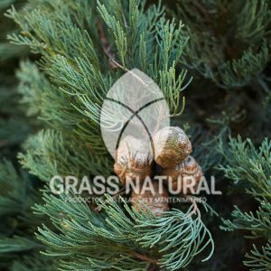 tipos de jardineria,jardineria cursos,servicio de jardineria,importancia de jardineria,jardineria herramientas,jardineria y plantas,jardineria y paisajismo,jardineria macetas,tipos de jardineria,jardineria cursos,servicio de jardineria,importancia de jardineria,jardineria herramientas,jardineria y plantas,jardineria y paisajismo,jardineria macetas,instalacion de grass sintetico pdf,como instalar grass sintetico,instalacion de grass natural,grass sintetico deportivo,grass sintetico decorativo,como colocar cesped sintetico para canchas,instalacion de grass sintetico sobre losa de concreto,procedimiento de instalacion de grass sintetico,como poner pasto natural,cómo preparar la tierra para poner pasto en rollo,como plantar cesped en tierra dura,venta de grass natural en huancayo,grass americano,como hacer panes de cesped caseros,como instalar grama,cesped en rollo,grass americano promart,grass americano descripcion,venta de grass americano en huachipa,grass japones,grass paspalum,grass americano chaclacayo,grass natural precio maestro,grass americano en lurin,grass paspalum lima,semilla grass paspalum,pasto paspalum caracteristicas,grass americano,grass bermuda,pasto paspalum precio,diferencia entre grass americano y paspalum,tipos de grass,semillas de cesped para jardin,pasto que no necesita corte,tipos de cesped para canchas de futbol,tipos de pasto para sombra,cesped caracteristicas,tipos de pasto san agustin,cesped natural para jardin,cesped kikuyo,como poner pasto natural,cómo preparar la tierra para poner pasto en rollo,como plantar cesped en tierra dura,venta de grass natural en huancayo,grass americano,como hacer panes de cesped caseros,como instalar grama,cesped en rollo,cómo preparar la tierra para poner pasto en rollo,como poner pasto en semilla,pasto alfombra natural,como sembrar pasto alfombra,cuidado del pasto en rollo recien plantado,instalacion de cesped natural,pasto sintetico,pasto chino cuidados,cómo preparar la tierra para poner pasto en rollo,como poner pasto en semilla,pasto alfombra natural,como sembrar pasto alfombra,cuidado del pasto en rollo recien plantado,instalacion de cesped natural,pasto sintetico,pasto chino cuidados,venta de plantas al por mayor,venta de plantas ornamentales en lima,venta de plantas de flores,venta de plantas en trujillo,venta de plantas por internet,venta de plantas en piura,viveros en lurin,viveros en lurin pachacamac,venta de plantas al por mayor,venta de plantas ornamentales en lima,viveros en lurin,viveros en la molina,viveros en lurin pachacamac,flor de loto venta peru,viveros en chorrillos ,venta de plantas online,venta de plantas al por mayor en lima,venta de plantas ornamentales,venta de plantas de flores,viveros en lurin,venta de plantas en magdalena,venta de plantas online,viveros en lurin pachacamac,viveros en la molina,venta de grass natural en lurin,venta de grass natural en puente piedra,grass natural precio maestro,venta de grass japones en lima,venta de grass natural en piura,venta de grass natural en comas,semilla de grass,venta de grass chino en lima,semilla grass bermuda black jack,grass americano,semillas de cesped para jardin,grass natural precio maestro,grass natural promart,crecimiento de grass,grass para parques,venta de cesped natural,venta de grass natural en lurin,venta de grass natural en puente piedra,grass natural precio maestro,venta de grass japones en lima,venta de grass natural en piura,venta de grass natural en comas,venta de grass sintetico,venta de grass chino en lima,venta de grass natural en lurin,venta de grass natural en puente piedra,grass natural precio maestro,venta de grass japones en lima,venta de grass natural en piura,venta de grass natural en comas,venta de grass sintetico,venta de grass chino en lima