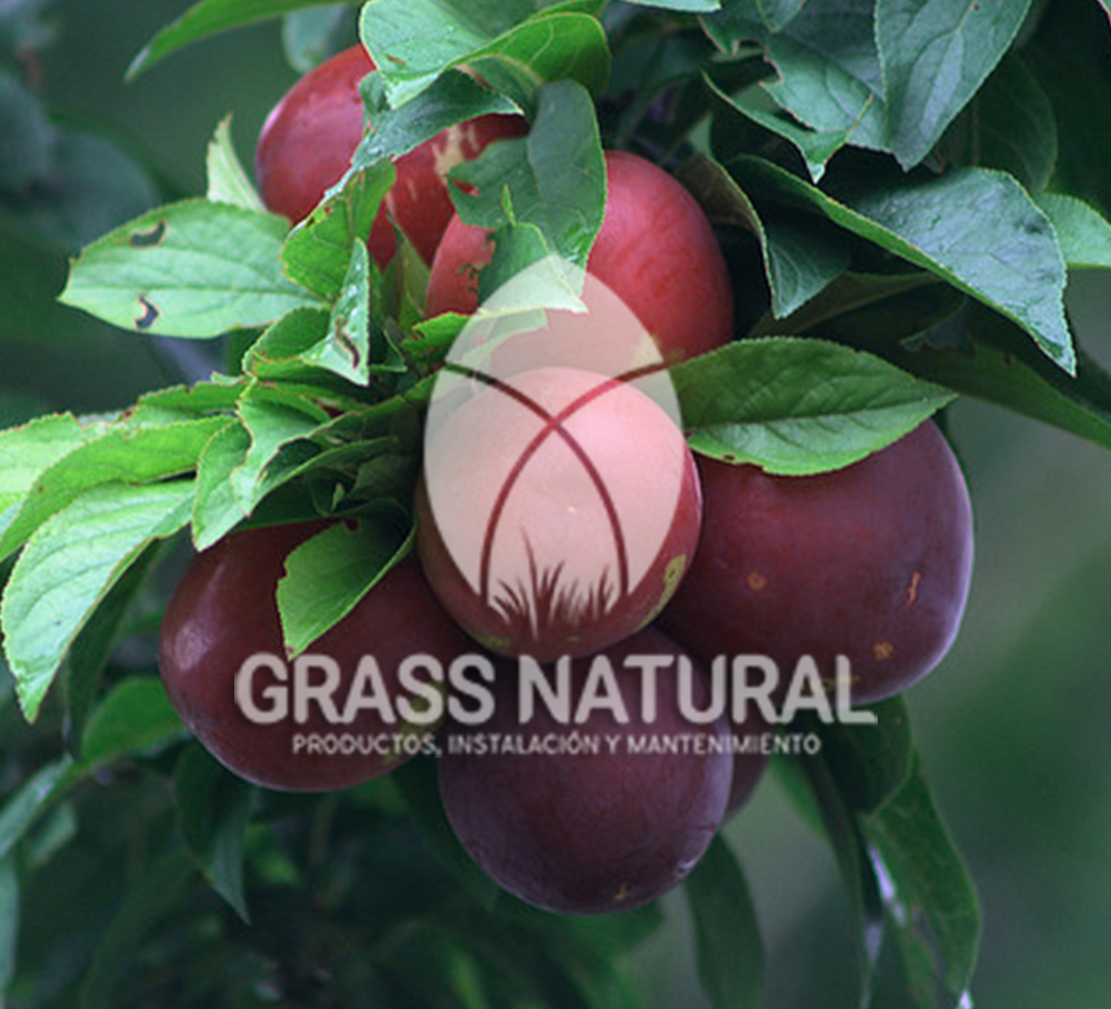tipos de jardineria,jardineria cursos,servicio de jardineria,importancia de jardineria,jardineria herramientas,jardineria y plantas,jardineria y paisajismo,jardineria macetas,tipos de jardineria,jardineria cursos,servicio de jardineria,importancia de jardineria,jardineria herramientas,jardineria y plantas,jardineria y paisajismo,jardineria macetas,instalacion de grass sintetico pdf,como instalar grass sintetico,instalacion de grass natural,grass sintetico deportivo,grass sintetico decorativo,como colocar cesped sintetico para canchas,instalacion de grass sintetico sobre losa de concreto,procedimiento de instalacion de grass sintetico,como poner pasto natural,cómo preparar la tierra para poner pasto en rollo,como plantar cesped en tierra dura,venta de grass natural en huancayo,grass americano,como hacer panes de cesped caseros,como instalar grama,cesped en rollo,grass americano promart,grass americano descripcion,venta de grass americano en huachipa,grass japones,grass paspalum,grass americano chaclacayo,grass natural precio maestro,grass americano en lurin,grass paspalum lima,semilla grass paspalum,pasto paspalum caracteristicas,grass americano,grass bermuda,pasto paspalum precio,diferencia entre grass americano y paspalum,tipos de grass,semillas de cesped para jardin,pasto que no necesita corte,tipos de cesped para canchas de futbol,tipos de pasto para sombra,cesped caracteristicas,tipos de pasto san agustin,cesped natural para jardin,cesped kikuyo,como poner pasto natural,cómo preparar la tierra para poner pasto en rollo,como plantar cesped en tierra dura,venta de grass natural en huancayo,grass americano,como hacer panes de cesped caseros,como instalar grama,cesped en rollo,cómo preparar la tierra para poner pasto en rollo,como poner pasto en semilla,pasto alfombra natural,como sembrar pasto alfombra,cuidado del pasto en rollo recien plantado,instalacion de cesped natural,pasto sintetico,pasto chino cuidados,cómo preparar la tierra para poner pasto en rollo,como poner pasto en semilla,pasto alfombra natural,como sembrar pasto alfombra,cuidado del pasto en rollo recien plantado,instalacion de cesped natural,pasto sintetico,pasto chino cuidados,venta de plantas al por mayor,venta de plantas ornamentales en lima,venta de plantas de flores,venta de plantas en trujillo,venta de plantas por internet,venta de plantas en piura,viveros en lurin,viveros en lurin pachacamac,venta de plantas al por mayor,venta de plantas ornamentales en lima,viveros en lurin,viveros en la molina,viveros en lurin pachacamac,flor de loto venta peru,viveros en chorrillos ,venta de plantas online,venta de plantas al por mayor en lima,venta de plantas ornamentales,venta de plantas de flores,viveros en lurin,venta de plantas en magdalena,venta de plantas online,viveros en lurin pachacamac,viveros en la molina,venta de grass natural en lurin,venta de grass natural en puente piedra,grass natural precio maestro,venta de grass japones en lima,venta de grass natural en piura,venta de grass natural en comas,semilla de grass,venta de grass chino en lima,semilla grass bermuda black jack,grass americano,semillas de cesped para jardin,grass natural precio maestro,grass natural promart,crecimiento de grass,grass para parques,venta de cesped natural,venta de grass natural en lurin,venta de grass natural en puente piedra,grass natural precio maestro,venta de grass japones en lima,venta de grass natural en piura,venta de grass natural en comas,venta de grass sintetico,venta de grass chino en lima,venta de grass natural en lurin,venta de grass natural en puente piedra,grass natural precio maestro,venta de grass japones en lima,venta de grass natural en piura,venta de grass natural en comas,venta de grass sintetico,venta de grass chino en lima