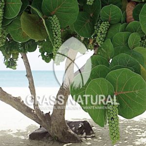 tipos de jardineria,jardineria cursos,servicio de jardineria,importancia de jardineria,jardineria herramientas,jardineria y plantas,jardineria y paisajismo,jardineria macetas,tipos de jardineria,jardineria cursos,servicio de jardineria,importancia de jardineria,jardineria herramientas,jardineria y plantas,jardineria y paisajismo,jardineria macetas,instalacion de grass sintetico pdf,como instalar grass sintetico,instalacion de grass natural,grass sintetico deportivo,grass sintetico decorativo,como colocar cesped sintetico para canchas,instalacion de grass sintetico sobre losa de concreto,procedimiento de instalacion de grass sintetico,como poner pasto natural,cómo preparar la tierra para poner pasto en rollo,como plantar cesped en tierra dura,venta de grass natural en huancayo,grass americano,como hacer panes de cesped caseros,como instalar grama,cesped en rollo,grass americano promart,grass americano descripcion,venta de grass americano en huachipa,grass japones,grass paspalum,grass americano chaclacayo,grass natural precio maestro,grass americano en lurin,grass paspalum lima,semilla grass paspalum,pasto paspalum caracteristicas,grass americano,grass bermuda,pasto paspalum precio,diferencia entre grass americano y paspalum,tipos de grass,semillas de cesped para jardin,pasto que no necesita corte,tipos de cesped para canchas de futbol,tipos de pasto para sombra,cesped caracteristicas,tipos de pasto san agustin,cesped natural para jardin,cesped kikuyo,como poner pasto natural,cómo preparar la tierra para poner pasto en rollo,como plantar cesped en tierra dura,venta de grass natural en huancayo,grass americano,como hacer panes de cesped caseros,como instalar grama,cesped en rollo,cómo preparar la tierra para poner pasto en rollo,como poner pasto en semilla,pasto alfombra natural,como sembrar pasto alfombra,cuidado del pasto en rollo recien plantado,instalacion de cesped natural,pasto sintetico,pasto chino cuidados,cómo preparar la tierra para poner pasto en rollo,como poner pasto en semilla,pasto alfombra natural,como sembrar pasto alfombra,cuidado del pasto en rollo recien plantado,instalacion de cesped natural,pasto sintetico,pasto chino cuidados,venta de plantas al por mayor,venta de plantas ornamentales en lima,venta de plantas de flores,venta de plantas en trujillo,venta de plantas por internet,venta de plantas en piura,viveros en lurin,viveros en lurin pachacamac,venta de plantas al por mayor,venta de plantas ornamentales en lima,viveros en lurin,viveros en la molina,viveros en lurin pachacamac,flor de loto venta peru,viveros en chorrillos ,venta de plantas online,venta de plantas al por mayor en lima,venta de plantas ornamentales,venta de plantas de flores,viveros en lurin,venta de plantas en magdalena,venta de plantas online,viveros en lurin pachacamac,viveros en la molina,venta de grass natural en lurin,venta de grass natural en puente piedra,grass natural precio maestro,venta de grass japones en lima,venta de grass natural en piura,venta de grass natural en comas,semilla de grass,venta de grass chino en lima,semilla grass bermuda black jack,grass americano,semillas de cesped para jardin,grass natural precio maestro,grass natural promart,crecimiento de grass,grass para parques,venta de cesped natural,venta de grass natural en lurin,venta de grass natural en puente piedra,grass natural precio maestro,venta de grass japones en lima,venta de grass natural en piura,venta de grass natural en comas,venta de grass sintetico,venta de grass chino en lima,venta de grass natural en lurin,venta de grass natural en puente piedra,grass natural precio maestro,venta de grass japones en lima,venta de grass natural en piura,venta de grass natural en comas,venta de grass sintetico,venta de grass chino en lima