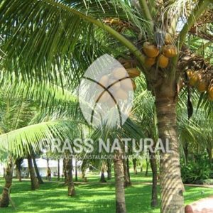 tipos de jardineria,jardineria cursos,servicio de jardineria,importancia de jardineria,jardineria herramientas,jardineria y plantas,jardineria y paisajismo,jardineria macetas,tipos de jardineria,jardineria cursos,servicio de jardineria,importancia de jardineria,jardineria herramientas,jardineria y plantas,jardineria y paisajismo,jardineria macetas,instalacion de grass sintetico pdf,como instalar grass sintetico,instalacion de grass natural,grass sintetico deportivo,grass sintetico decorativo,como colocar cesped sintetico para canchas,instalacion de grass sintetico sobre losa de concreto,procedimiento de instalacion de grass sintetico,como poner pasto natural,cómo preparar la tierra para poner pasto en rollo,como plantar cesped en tierra dura,venta de grass natural en huancayo,grass americano,como hacer panes de cesped caseros,como instalar grama,cesped en rollo,grass americano promart,grass americano descripcion,venta de grass americano en huachipa,grass japones,grass paspalum,grass americano chaclacayo,grass natural precio maestro,grass americano en lurin,grass paspalum lima,semilla grass paspalum,pasto paspalum caracteristicas,grass americano,grass bermuda,pasto paspalum precio,diferencia entre grass americano y paspalum,tipos de grass,semillas de cesped para jardin,pasto que no necesita corte,tipos de cesped para canchas de futbol,tipos de pasto para sombra,cesped caracteristicas,tipos de pasto san agustin,cesped natural para jardin,cesped kikuyo,como poner pasto natural,cómo preparar la tierra para poner pasto en rollo,como plantar cesped en tierra dura,venta de grass natural en huancayo,grass americano,como hacer panes de cesped caseros,como instalar grama,cesped en rollo,cómo preparar la tierra para poner pasto en rollo,como poner pasto en semilla,pasto alfombra natural,como sembrar pasto alfombra,cuidado del pasto en rollo recien plantado,instalacion de cesped natural,pasto sintetico,pasto chino cuidados,cómo preparar la tierra para poner pasto en rollo,como poner pasto en semilla,pasto alfombra natural,como sembrar pasto alfombra,cuidado del pasto en rollo recien plantado,instalacion de cesped natural,pasto sintetico,pasto chino cuidados,venta de plantas al por mayor,venta de plantas ornamentales en lima,venta de plantas de flores,venta de plantas en trujillo,venta de plantas por internet,venta de plantas en piura,viveros en lurin,viveros en lurin pachacamac,venta de plantas al por mayor,venta de plantas ornamentales en lima,viveros en lurin,viveros en la molina,viveros en lurin pachacamac,flor de loto venta peru,viveros en chorrillos ,venta de plantas online,venta de plantas al por mayor en lima,venta de plantas ornamentales,venta de plantas de flores,viveros en lurin,venta de plantas en magdalena,venta de plantas online,viveros en lurin pachacamac,viveros en la molina,venta de grass natural en lurin,venta de grass natural en puente piedra,grass natural precio maestro,venta de grass japones en lima,venta de grass natural en piura,venta de grass natural en comas,semilla de grass,venta de grass chino en lima,semilla grass bermuda black jack,grass americano,semillas de cesped para jardin,grass natural precio maestro,grass natural promart,crecimiento de grass,grass para parques,venta de cesped natural,venta de grass natural en lurin,venta de grass natural en puente piedra,grass natural precio maestro,venta de grass japones en lima,venta de grass natural en piura,venta de grass natural en comas,venta de grass sintetico,venta de grass chino en lima,venta de grass natural en lurin,venta de grass natural en puente piedra,grass natural precio maestro,venta de grass japones en lima,venta de grass natural en piura,venta de grass natural en comas,venta de grass sintetico,venta de grass chino en lima