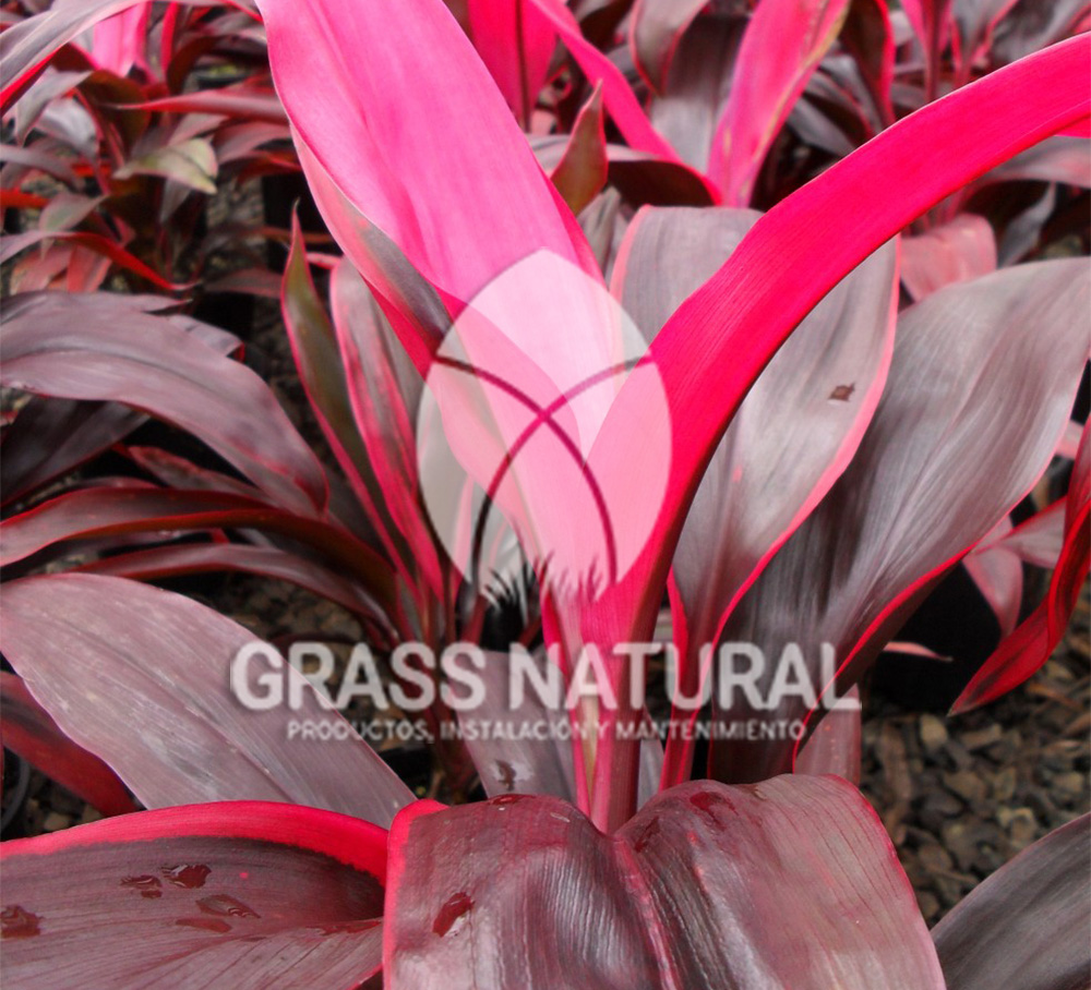CORDYLINE