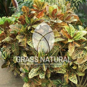 tipos de jardineria,jardineria cursos,servicio de jardineria,importancia de jardineria,jardineria herramientas,jardineria y plantas,jardineria y paisajismo,jardineria macetas,tipos de jardineria,jardineria cursos,servicio de jardineria,importancia de jardineria,jardineria herramientas,jardineria y plantas,jardineria y paisajismo,jardineria macetas,instalacion de grass sintetico pdf,como instalar grass sintetico,instalacion de grass natural,grass sintetico deportivo,grass sintetico decorativo,como colocar cesped sintetico para canchas,instalacion de grass sintetico sobre losa de concreto,procedimiento de instalacion de grass sintetico,como poner pasto natural,cómo preparar la tierra para poner pasto en rollo,como plantar cesped en tierra dura,venta de grass natural en huancayo,grass americano,como hacer panes de cesped caseros,como instalar grama,cesped en rollo,grass americano promart,grass americano descripcion,venta de grass americano en huachipa,grass japones,grass paspalum,grass americano chaclacayo,grass natural precio maestro,grass americano en lurin,grass paspalum lima,semilla grass paspalum,pasto paspalum caracteristicas,grass americano,grass bermuda,pasto paspalum precio,diferencia entre grass americano y paspalum,tipos de grass,semillas de cesped para jardin,pasto que no necesita corte,tipos de cesped para canchas de futbol,tipos de pasto para sombra,cesped caracteristicas,tipos de pasto san agustin,cesped natural para jardin,cesped kikuyo,como poner pasto natural,cómo preparar la tierra para poner pasto en rollo,como plantar cesped en tierra dura,venta de grass natural en huancayo,grass americano,como hacer panes de cesped caseros,como instalar grama,cesped en rollo,cómo preparar la tierra para poner pasto en rollo,como poner pasto en semilla,pasto alfombra natural,como sembrar pasto alfombra,cuidado del pasto en rollo recien plantado,instalacion de cesped natural,pasto sintetico,pasto chino cuidados,cómo preparar la tierra para poner pasto en rollo,como poner pasto en semilla,pasto alfombra natural,como sembrar pasto alfombra,cuidado del pasto en rollo recien plantado,instalacion de cesped natural,pasto sintetico,pasto chino cuidados,venta de plantas al por mayor,venta de plantas ornamentales en lima,venta de plantas de flores,venta de plantas en trujillo,venta de plantas por internet,venta de plantas en piura,viveros en lurin,viveros en lurin pachacamac,venta de plantas al por mayor,venta de plantas ornamentales en lima,viveros en lurin,viveros en la molina,viveros en lurin pachacamac,flor de loto venta peru,viveros en chorrillos ,venta de plantas online,venta de plantas al por mayor en lima,venta de plantas ornamentales,venta de plantas de flores,viveros en lurin,venta de plantas en magdalena,venta de plantas online,viveros en lurin pachacamac,viveros en la molina,venta de grass natural en lurin,venta de grass natural en puente piedra,grass natural precio maestro,venta de grass japones en lima,venta de grass natural en piura,venta de grass natural en comas,semilla de grass,venta de grass chino en lima,semilla grass bermuda black jack,grass americano,semillas de cesped para jardin,grass natural precio maestro,grass natural promart,crecimiento de grass,grass para parques,venta de cesped natural,venta de grass natural en lurin,venta de grass natural en puente piedra,grass natural precio maestro,venta de grass japones en lima,venta de grass natural en piura,venta de grass natural en comas,venta de grass sintetico,venta de grass chino en lima,venta de grass natural en lurin,venta de grass natural en puente piedra,grass natural precio maestro,venta de grass japones en lima,venta de grass natural en piura,venta de grass natural en comas,venta de grass sintetico,venta de grass chino en lima