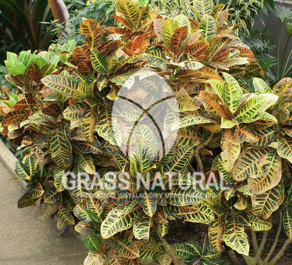 tipos de jardineria,jardineria cursos,servicio de jardineria,importancia de jardineria,jardineria herramientas,jardineria y plantas,jardineria y paisajismo,jardineria macetas,tipos de jardineria,jardineria cursos,servicio de jardineria,importancia de jardineria,jardineria herramientas,jardineria y plantas,jardineria y paisajismo,jardineria macetas,instalacion de grass sintetico pdf,como instalar grass sintetico,instalacion de grass natural,grass sintetico deportivo,grass sintetico decorativo,como colocar cesped sintetico para canchas,instalacion de grass sintetico sobre losa de concreto,procedimiento de instalacion de grass sintetico,como poner pasto natural,cómo preparar la tierra para poner pasto en rollo,como plantar cesped en tierra dura,venta de grass natural en huancayo,grass americano,como hacer panes de cesped caseros,como instalar grama,cesped en rollo,grass americano promart,grass americano descripcion,venta de grass americano en huachipa,grass japones,grass paspalum,grass americano chaclacayo,grass natural precio maestro,grass americano en lurin,grass paspalum lima,semilla grass paspalum,pasto paspalum caracteristicas,grass americano,grass bermuda,pasto paspalum precio,diferencia entre grass americano y paspalum,tipos de grass,semillas de cesped para jardin,pasto que no necesita corte,tipos de cesped para canchas de futbol,tipos de pasto para sombra,cesped caracteristicas,tipos de pasto san agustin,cesped natural para jardin,cesped kikuyo,como poner pasto natural,cómo preparar la tierra para poner pasto en rollo,como plantar cesped en tierra dura,venta de grass natural en huancayo,grass americano,como hacer panes de cesped caseros,como instalar grama,cesped en rollo,cómo preparar la tierra para poner pasto en rollo,como poner pasto en semilla,pasto alfombra natural,como sembrar pasto alfombra,cuidado del pasto en rollo recien plantado,instalacion de cesped natural,pasto sintetico,pasto chino cuidados,cómo preparar la tierra para poner pasto en rollo,como poner pasto en semilla,pasto alfombra natural,como sembrar pasto alfombra,cuidado del pasto en rollo recien plantado,instalacion de cesped natural,pasto sintetico,pasto chino cuidados,venta de plantas al por mayor,venta de plantas ornamentales en lima,venta de plantas de flores,venta de plantas en trujillo,venta de plantas por internet,venta de plantas en piura,viveros en lurin,viveros en lurin pachacamac,venta de plantas al por mayor,venta de plantas ornamentales en lima,viveros en lurin,viveros en la molina,viveros en lurin pachacamac,flor de loto venta peru,viveros en chorrillos ,venta de plantas online,venta de plantas al por mayor en lima,venta de plantas ornamentales,venta de plantas de flores,viveros en lurin,venta de plantas en magdalena,venta de plantas online,viveros en lurin pachacamac,viveros en la molina,venta de grass natural en lurin,venta de grass natural en puente piedra,grass natural precio maestro,venta de grass japones en lima,venta de grass natural en piura,venta de grass natural en comas,semilla de grass,venta de grass chino en lima,semilla grass bermuda black jack,grass americano,semillas de cesped para jardin,grass natural precio maestro,grass natural promart,crecimiento de grass,grass para parques,venta de cesped natural,venta de grass natural en lurin,venta de grass natural en puente piedra,grass natural precio maestro,venta de grass japones en lima,venta de grass natural en piura,venta de grass natural en comas,venta de grass sintetico,venta de grass chino en lima,venta de grass natural en lurin,venta de grass natural en puente piedra,grass natural precio maestro,venta de grass japones en lima,venta de grass natural en piura,venta de grass natural en comas,venta de grass sintetico,venta de grass chino en lima