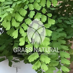 tipos de jardineria,jardineria cursos,servicio de jardineria,importancia de jardineria,jardineria herramientas,jardineria y plantas,jardineria y paisajismo,jardineria macetas,tipos de jardineria,jardineria cursos,servicio de jardineria,importancia de jardineria,jardineria herramientas,jardineria y plantas,jardineria y paisajismo,jardineria macetas,instalacion de grass sintetico pdf,como instalar grass sintetico,instalacion de grass natural,grass sintetico deportivo,grass sintetico decorativo,como colocar cesped sintetico para canchas,instalacion de grass sintetico sobre losa de concreto,procedimiento de instalacion de grass sintetico,como poner pasto natural,cómo preparar la tierra para poner pasto en rollo,como plantar cesped en tierra dura,venta de grass natural en huancayo,grass americano,como hacer panes de cesped caseros,como instalar grama,cesped en rollo,grass americano promart,grass americano descripcion,venta de grass americano en huachipa,grass japones,grass paspalum,grass americano chaclacayo,grass natural precio maestro,grass americano en lurin,grass paspalum lima,semilla grass paspalum,pasto paspalum caracteristicas,grass americano,grass bermuda,pasto paspalum precio,diferencia entre grass americano y paspalum,tipos de grass,semillas de cesped para jardin,pasto que no necesita corte,tipos de cesped para canchas de futbol,tipos de pasto para sombra,cesped caracteristicas,tipos de pasto san agustin,cesped natural para jardin,cesped kikuyo,como poner pasto natural,cómo preparar la tierra para poner pasto en rollo,como plantar cesped en tierra dura,venta de grass natural en huancayo,grass americano,como hacer panes de cesped caseros,como instalar grama,cesped en rollo,cómo preparar la tierra para poner pasto en rollo,como poner pasto en semilla,pasto alfombra natural,como sembrar pasto alfombra,cuidado del pasto en rollo recien plantado,instalacion de cesped natural,pasto sintetico,pasto chino cuidados,cómo preparar la tierra para poner pasto en rollo,como poner pasto en semilla,pasto alfombra natural,como sembrar pasto alfombra,cuidado del pasto en rollo recien plantado,instalacion de cesped natural,pasto sintetico,pasto chino cuidados,venta de plantas al por mayor,venta de plantas ornamentales en lima,venta de plantas de flores,venta de plantas en trujillo,venta de plantas por internet,venta de plantas en piura,viveros en lurin,viveros en lurin pachacamac,venta de plantas al por mayor,venta de plantas ornamentales en lima,viveros en lurin,viveros en la molina,viveros en lurin pachacamac,flor de loto venta peru,viveros en chorrillos ,venta de plantas online,venta de plantas al por mayor en lima,venta de plantas ornamentales,venta de plantas de flores,viveros en lurin,venta de plantas en magdalena,venta de plantas online,viveros en lurin pachacamac,viveros en la molina,venta de grass natural en lurin,venta de grass natural en puente piedra,grass natural precio maestro,venta de grass japones en lima,venta de grass natural en piura,venta de grass natural en comas,semilla de grass,venta de grass chino en lima,semilla grass bermuda black jack,grass americano,semillas de cesped para jardin,grass natural precio maestro,grass natural promart,crecimiento de grass,grass para parques,venta de cesped natural,venta de grass natural en lurin,venta de grass natural en puente piedra,grass natural precio maestro,venta de grass japones en lima,venta de grass natural en piura,venta de grass natural en comas,venta de grass sintetico,venta de grass chino en lima,venta de grass natural en lurin,venta de grass natural en puente piedra,grass natural precio maestro,venta de grass japones en lima,venta de grass natural en piura,venta de grass natural en comas,venta de grass sintetico,venta de grass chino en lima