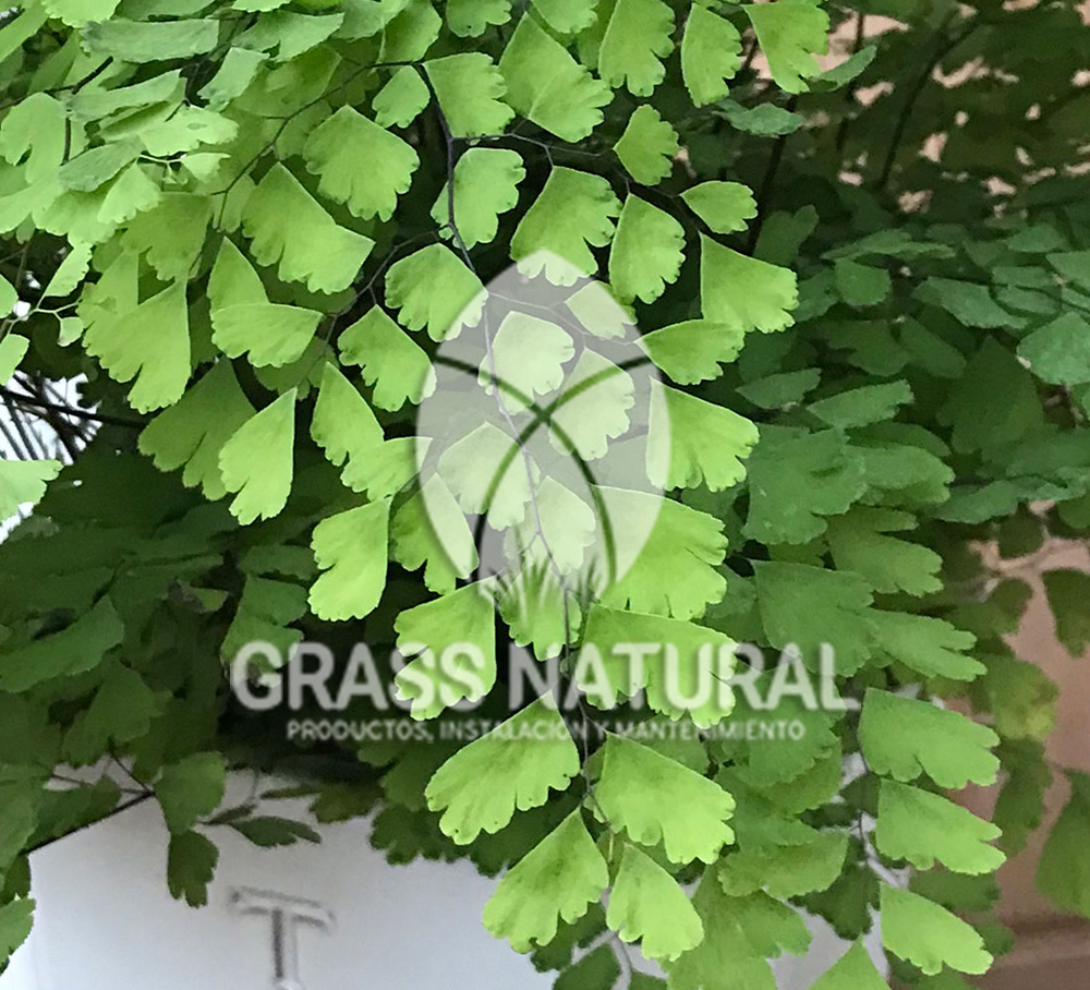 tipos de jardineria,jardineria cursos,servicio de jardineria,importancia de jardineria,jardineria herramientas,jardineria y plantas,jardineria y paisajismo,jardineria macetas,tipos de jardineria,jardineria cursos,servicio de jardineria,importancia de jardineria,jardineria herramientas,jardineria y plantas,jardineria y paisajismo,jardineria macetas,instalacion de grass sintetico pdf,como instalar grass sintetico,instalacion de grass natural,grass sintetico deportivo,grass sintetico decorativo,como colocar cesped sintetico para canchas,instalacion de grass sintetico sobre losa de concreto,procedimiento de instalacion de grass sintetico,como poner pasto natural,cómo preparar la tierra para poner pasto en rollo,como plantar cesped en tierra dura,venta de grass natural en huancayo,grass americano,como hacer panes de cesped caseros,como instalar grama,cesped en rollo,grass americano promart,grass americano descripcion,venta de grass americano en huachipa,grass japones,grass paspalum,grass americano chaclacayo,grass natural precio maestro,grass americano en lurin,grass paspalum lima,semilla grass paspalum,pasto paspalum caracteristicas,grass americano,grass bermuda,pasto paspalum precio,diferencia entre grass americano y paspalum,tipos de grass,semillas de cesped para jardin,pasto que no necesita corte,tipos de cesped para canchas de futbol,tipos de pasto para sombra,cesped caracteristicas,tipos de pasto san agustin,cesped natural para jardin,cesped kikuyo,como poner pasto natural,cómo preparar la tierra para poner pasto en rollo,como plantar cesped en tierra dura,venta de grass natural en huancayo,grass americano,como hacer panes de cesped caseros,como instalar grama,cesped en rollo,cómo preparar la tierra para poner pasto en rollo,como poner pasto en semilla,pasto alfombra natural,como sembrar pasto alfombra,cuidado del pasto en rollo recien plantado,instalacion de cesped natural,pasto sintetico,pasto chino cuidados,cómo preparar la tierra para poner pasto en rollo,como poner pasto en semilla,pasto alfombra natural,como sembrar pasto alfombra,cuidado del pasto en rollo recien plantado,instalacion de cesped natural,pasto sintetico,pasto chino cuidados,venta de plantas al por mayor,venta de plantas ornamentales en lima,venta de plantas de flores,venta de plantas en trujillo,venta de plantas por internet,venta de plantas en piura,viveros en lurin,viveros en lurin pachacamac,venta de plantas al por mayor,venta de plantas ornamentales en lima,viveros en lurin,viveros en la molina,viveros en lurin pachacamac,flor de loto venta peru,viveros en chorrillos ,venta de plantas online,venta de plantas al por mayor en lima,venta de plantas ornamentales,venta de plantas de flores,viveros en lurin,venta de plantas en magdalena,venta de plantas online,viveros en lurin pachacamac,viveros en la molina,venta de grass natural en lurin,venta de grass natural en puente piedra,grass natural precio maestro,venta de grass japones en lima,venta de grass natural en piura,venta de grass natural en comas,semilla de grass,venta de grass chino en lima,semilla grass bermuda black jack,grass americano,semillas de cesped para jardin,grass natural precio maestro,grass natural promart,crecimiento de grass,grass para parques,venta de cesped natural,venta de grass natural en lurin,venta de grass natural en puente piedra,grass natural precio maestro,venta de grass japones en lima,venta de grass natural en piura,venta de grass natural en comas,venta de grass sintetico,venta de grass chino en lima,venta de grass natural en lurin,venta de grass natural en puente piedra,grass natural precio maestro,venta de grass japones en lima,venta de grass natural en piura,venta de grass natural en comas,venta de grass sintetico,venta de grass chino en lima