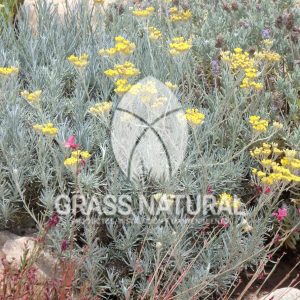 tipos de jardineria,jardineria cursos,servicio de jardineria,importancia de jardineria,jardineria herramientas,jardineria y plantas,jardineria y paisajismo,jardineria macetas,tipos de jardineria,jardineria cursos,servicio de jardineria,importancia de jardineria,jardineria herramientas,jardineria y plantas,jardineria y paisajismo,jardineria macetas,instalacion de grass sintetico pdf,como instalar grass sintetico,instalacion de grass natural,grass sintetico deportivo,grass sintetico decorativo,como colocar cesped sintetico para canchas,instalacion de grass sintetico sobre losa de concreto,procedimiento de instalacion de grass sintetico,como poner pasto natural,cómo preparar la tierra para poner pasto en rollo,como plantar cesped en tierra dura,venta de grass natural en huancayo,grass americano,como hacer panes de cesped caseros,como instalar grama,cesped en rollo,grass americano promart,grass americano descripcion,venta de grass americano en huachipa,grass japones,grass paspalum,grass americano chaclacayo,grass natural precio maestro,grass americano en lurin,grass paspalum lima,semilla grass paspalum,pasto paspalum caracteristicas,grass americano,grass bermuda,pasto paspalum precio,diferencia entre grass americano y paspalum,tipos de grass,semillas de cesped para jardin,pasto que no necesita corte,tipos de cesped para canchas de futbol,tipos de pasto para sombra,cesped caracteristicas,tipos de pasto san agustin,cesped natural para jardin,cesped kikuyo,como poner pasto natural,cómo preparar la tierra para poner pasto en rollo,como plantar cesped en tierra dura,venta de grass natural en huancayo,grass americano,como hacer panes de cesped caseros,como instalar grama,cesped en rollo,cómo preparar la tierra para poner pasto en rollo,como poner pasto en semilla,pasto alfombra natural,como sembrar pasto alfombra,cuidado del pasto en rollo recien plantado,instalacion de cesped natural,pasto sintetico,pasto chino cuidados,cómo preparar la tierra para poner pasto en rollo,como poner pasto en semilla,pasto alfombra natural,como sembrar pasto alfombra,cuidado del pasto en rollo recien plantado,instalacion de cesped natural,pasto sintetico,pasto chino cuidados,venta de plantas al por mayor,venta de plantas ornamentales en lima,venta de plantas de flores,venta de plantas en trujillo,venta de plantas por internet,venta de plantas en piura,viveros en lurin,viveros en lurin pachacamac,venta de plantas al por mayor,venta de plantas ornamentales en lima,viveros en lurin,viveros en la molina,viveros en lurin pachacamac,flor de loto venta peru,viveros en chorrillos ,venta de plantas online,venta de plantas al por mayor en lima,venta de plantas ornamentales,venta de plantas de flores,viveros en lurin,venta de plantas en magdalena,venta de plantas online,viveros en lurin pachacamac,viveros en la molina,venta de grass natural en lurin,venta de grass natural en puente piedra,grass natural precio maestro,venta de grass japones en lima,venta de grass natural en piura,venta de grass natural en comas,semilla de grass,venta de grass chino en lima,semilla grass bermuda black jack,grass americano,semillas de cesped para jardin,grass natural precio maestro,grass natural promart,crecimiento de grass,grass para parques,venta de cesped natural,venta de grass natural en lurin,venta de grass natural en puente piedra,grass natural precio maestro,venta de grass japones en lima,venta de grass natural en piura,venta de grass natural en comas,venta de grass sintetico,venta de grass chino en lima,venta de grass natural en lurin,venta de grass natural en puente piedra,grass natural precio maestro,venta de grass japones en lima,venta de grass natural en piura,venta de grass natural en comas,venta de grass sintetico,venta de grass chino en lima Contáctenos al 921839882 o escríbenos a ventas@grassnatural.com