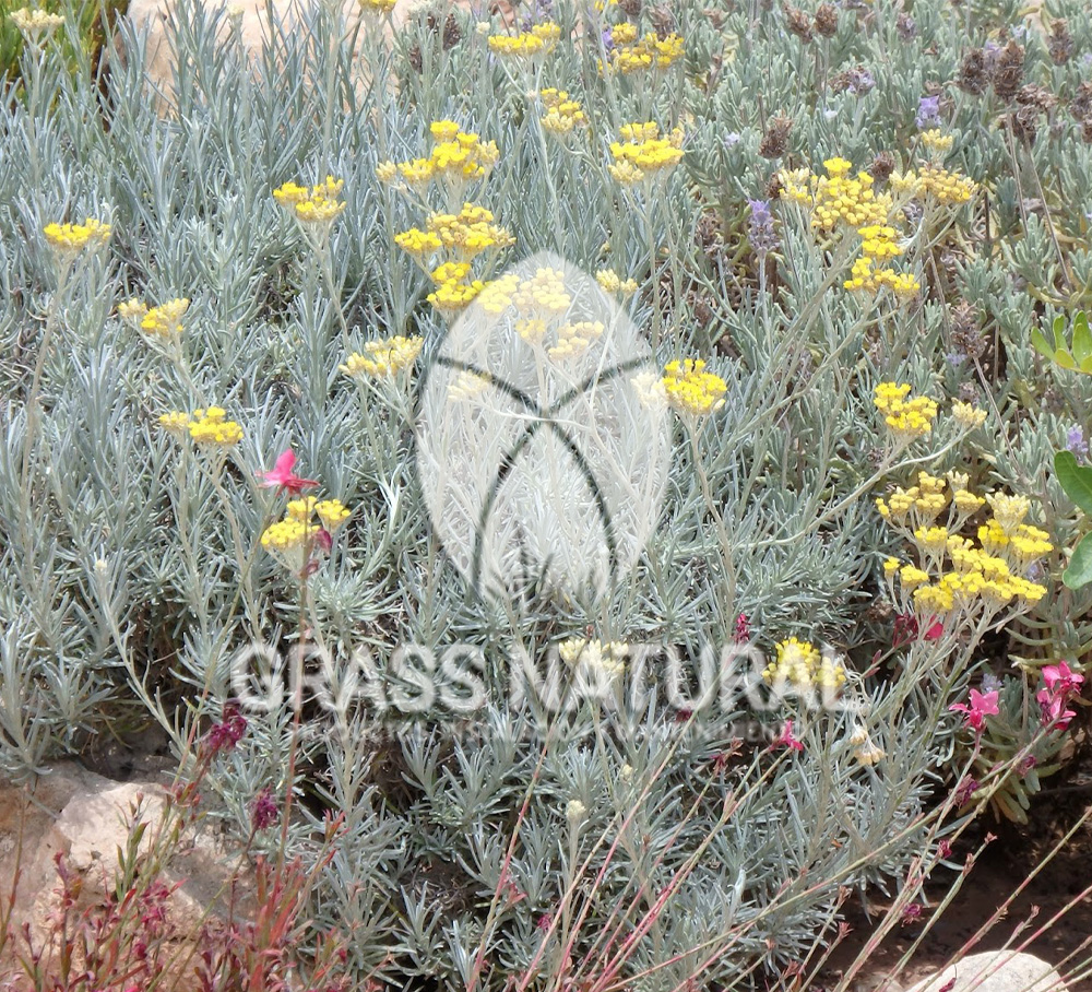 tipos de jardineria,jardineria cursos,servicio de jardineria,importancia de jardineria,jardineria herramientas,jardineria y plantas,jardineria y paisajismo,jardineria macetas,tipos de jardineria,jardineria cursos,servicio de jardineria,importancia de jardineria,jardineria herramientas,jardineria y plantas,jardineria y paisajismo,jardineria macetas,instalacion de grass sintetico pdf,como instalar grass sintetico,instalacion de grass natural,grass sintetico deportivo,grass sintetico decorativo,como colocar cesped sintetico para canchas,instalacion de grass sintetico sobre losa de concreto,procedimiento de instalacion de grass sintetico,como poner pasto natural,cómo preparar la tierra para poner pasto en rollo,como plantar cesped en tierra dura,venta de grass natural en huancayo,grass americano,como hacer panes de cesped caseros,como instalar grama,cesped en rollo,grass americano promart,grass americano descripcion,venta de grass americano en huachipa,grass japones,grass paspalum,grass americano chaclacayo,grass natural precio maestro,grass americano en lurin,grass paspalum lima,semilla grass paspalum,pasto paspalum caracteristicas,grass americano,grass bermuda,pasto paspalum precio,diferencia entre grass americano y paspalum,tipos de grass,semillas de cesped para jardin,pasto que no necesita corte,tipos de cesped para canchas de futbol,tipos de pasto para sombra,cesped caracteristicas,tipos de pasto san agustin,cesped natural para jardin,cesped kikuyo,como poner pasto natural,cómo preparar la tierra para poner pasto en rollo,como plantar cesped en tierra dura,venta de grass natural en huancayo,grass americano,como hacer panes de cesped caseros,como instalar grama,cesped en rollo,cómo preparar la tierra para poner pasto en rollo,como poner pasto en semilla,pasto alfombra natural,como sembrar pasto alfombra,cuidado del pasto en rollo recien plantado,instalacion de cesped natural,pasto sintetico,pasto chino cuidados,cómo preparar la tierra para poner pasto en rollo,como poner pasto en semilla,pasto alfombra natural,como sembrar pasto alfombra,cuidado del pasto en rollo recien plantado,instalacion de cesped natural,pasto sintetico,pasto chino cuidados,venta de plantas al por mayor,venta de plantas ornamentales en lima,venta de plantas de flores,venta de plantas en trujillo,venta de plantas por internet,venta de plantas en piura,viveros en lurin,viveros en lurin pachacamac,venta de plantas al por mayor,venta de plantas ornamentales en lima,viveros en lurin,viveros en la molina,viveros en lurin pachacamac,flor de loto venta peru,viveros en chorrillos ,venta de plantas online,venta de plantas al por mayor en lima,venta de plantas ornamentales,venta de plantas de flores,viveros en lurin,venta de plantas en magdalena,venta de plantas online,viveros en lurin pachacamac,viveros en la molina,venta de grass natural en lurin,venta de grass natural en puente piedra,grass natural precio maestro,venta de grass japones en lima,venta de grass natural en piura,venta de grass natural en comas,semilla de grass,venta de grass chino en lima,semilla grass bermuda black jack,grass americano,semillas de cesped para jardin,grass natural precio maestro,grass natural promart,crecimiento de grass,grass para parques,venta de cesped natural,venta de grass natural en lurin,venta de grass natural en puente piedra,grass natural precio maestro,venta de grass japones en lima,venta de grass natural en piura,venta de grass natural en comas,venta de grass sintetico,venta de grass chino en lima,venta de grass natural en lurin,venta de grass natural en puente piedra,grass natural precio maestro,venta de grass japones en lima,venta de grass natural en piura,venta de grass natural en comas,venta de grass sintetico,venta de grass chino en lima Contáctenos al 921839882 o escríbenos a ventas@grassnatural.com