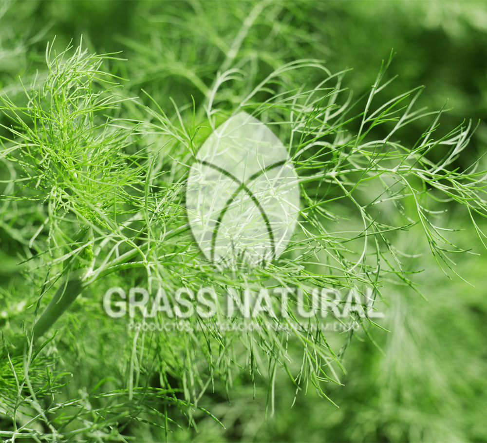 tipos de jardineria,jardineria cursos,servicio de jardineria,importancia de jardineria,jardineria herramientas,jardineria y plantas,jardineria y paisajismo,jardineria macetas,tipos de jardineria,jardineria cursos,servicio de jardineria,importancia de jardineria,jardineria herramientas,jardineria y plantas,jardineria y paisajismo,jardineria macetas,instalacion de grass sintetico pdf,como instalar grass sintetico,instalacion de grass natural,grass sintetico deportivo,grass sintetico decorativo,como colocar cesped sintetico para canchas,instalacion de grass sintetico sobre losa de concreto,procedimiento de instalacion de grass sintetico,como poner pasto natural,cómo preparar la tierra para poner pasto en rollo,como plantar cesped en tierra dura,venta de grass natural en huancayo,grass americano,como hacer panes de cesped caseros,como instalar grama,cesped en rollo,grass americano promart,grass americano descripcion,venta de grass americano en huachipa,grass japones,grass paspalum,grass americano chaclacayo,grass natural precio maestro,grass americano en lurin,grass paspalum lima,semilla grass paspalum,pasto paspalum caracteristicas,grass americano,grass bermuda,pasto paspalum precio,diferencia entre grass americano y paspalum,tipos de grass,semillas de cesped para jardin,pasto que no necesita corte,tipos de cesped para canchas de futbol,tipos de pasto para sombra,cesped caracteristicas,tipos de pasto san agustin,cesped natural para jardin,cesped kikuyo,como poner pasto natural,cómo preparar la tierra para poner pasto en rollo,como plantar cesped en tierra dura,venta de grass natural en huancayo,grass americano,como hacer panes de cesped caseros,como instalar grama,cesped en rollo,cómo preparar la tierra para poner pasto en rollo,como poner pasto en semilla,pasto alfombra natural,como sembrar pasto alfombra,cuidado del pasto en rollo recien plantado,instalacion de cesped natural,pasto sintetico,pasto chino cuidados,cómo preparar la tierra para poner pasto en rollo,como poner pasto en semilla,pasto alfombra natural,como sembrar pasto alfombra,cuidado del pasto en rollo recien plantado,instalacion de cesped natural,pasto sintetico,pasto chino cuidados,venta de plantas al por mayor,venta de plantas ornamentales en lima,venta de plantas de flores,venta de plantas en trujillo,venta de plantas por internet,venta de plantas en piura,viveros en lurin,viveros en lurin pachacamac,venta de plantas al por mayor,venta de plantas ornamentales en lima,viveros en lurin,viveros en la molina,viveros en lurin pachacamac,flor de loto venta peru,viveros en chorrillos ,venta de plantas online,venta de plantas al por mayor en lima,venta de plantas ornamentales,venta de plantas de flores,viveros en lurin,venta de plantas en magdalena,venta de plantas online,viveros en lurin pachacamac,viveros en la molina,venta de grass natural en lurin,venta de grass natural en puente piedra,grass natural precio maestro,venta de grass japones en lima,venta de grass natural en piura,venta de grass natural en comas,semilla de grass,venta de grass chino en lima,semilla grass bermuda black jack,grass americano,semillas de cesped para jardin,grass natural precio maestro,grass natural promart,crecimiento de grass,grass para parques,venta de cesped natural,venta de grass natural en lurin,venta de grass natural en puente piedra,grass natural precio maestro,venta de grass japones en lima,venta de grass natural en piura,venta de grass natural en comas,venta de grass sintetico,venta de grass chino en lima,venta de grass natural en lurin,venta de grass natural en puente piedra,grass natural precio maestro,venta de grass japones en lima,venta de grass natural en piura,venta de grass natural en comas,venta de grass sintetico,venta de grass chino en lima Contáctenos al 921839882 o escríbenos a ventas@grassnatural.com