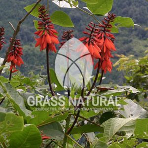 tipos de jardineria,jardineria cursos,servicio de jardineria,importancia de jardineria,jardineria herramientas,jardineria y plantas,jardineria y paisajismo,jardineria macetas,tipos de jardineria,jardineria cursos,servicio de jardineria,importancia de jardineria,jardineria herramientas,jardineria y plantas,jardineria y paisajismo,jardineria macetas,instalacion de grass sintetico pdf,como instalar grass sintetico,instalacion de grass natural,grass sintetico deportivo,grass sintetico decorativo,como colocar cesped sintetico para canchas,instalacion de grass sintetico sobre losa de concreto,procedimiento de instalacion de grass sintetico,como poner pasto natural,cómo preparar la tierra para poner pasto en rollo,como plantar cesped en tierra dura,venta de grass natural en huancayo,grass americano,como hacer panes de cesped caseros,como instalar grama,cesped en rollo,grass americano promart,grass americano descripcion,venta de grass americano en huachipa,grass japones,grass paspalum,grass americano chaclacayo,grass natural precio maestro,grass americano en lurin,grass paspalum lima,semilla grass paspalum,pasto paspalum caracteristicas,grass americano,grass bermuda,pasto paspalum precio,diferencia entre grass americano y paspalum,tipos de grass,semillas de cesped para jardin,pasto que no necesita corte,tipos de cesped para canchas de futbol,tipos de pasto para sombra,cesped caracteristicas,tipos de pasto san agustin,cesped natural para jardin,cesped kikuyo,como poner pasto natural,cómo preparar la tierra para poner pasto en rollo,como plantar cesped en tierra dura,venta de grass natural en huancayo,grass americano,como hacer panes de cesped caseros,como instalar grama,cesped en rollo,cómo preparar la tierra para poner pasto en rollo,como poner pasto en semilla,pasto alfombra natural,como sembrar pasto alfombra,cuidado del pasto en rollo recien plantado,instalacion de cesped natural,pasto sintetico,pasto chino cuidados,cómo preparar la tierra para poner pasto en rollo,como poner pasto en semilla,pasto alfombra natural,como sembrar pasto alfombra,cuidado del pasto en rollo recien plantado,instalacion de cesped natural,pasto sintetico,pasto chino cuidados,venta de plantas al por mayor,venta de plantas ornamentales en lima,venta de plantas de flores,venta de plantas en trujillo,venta de plantas por internet,venta de plantas en piura,viveros en lurin,viveros en lurin pachacamac,venta de plantas al por mayor,venta de plantas ornamentales en lima,viveros en lurin,viveros en la molina,viveros en lurin pachacamac,flor de loto venta peru,viveros en chorrillos ,venta de plantas online,venta de plantas al por mayor en lima,venta de plantas ornamentales,venta de plantas de flores,viveros en lurin,venta de plantas en magdalena,venta de plantas online,viveros en lurin pachacamac,viveros en la molina,venta de grass natural en lurin,venta de grass natural en puente piedra,grass natural precio maestro,venta de grass japones en lima,venta de grass natural en piura,venta de grass natural en comas,semilla de grass,venta de grass chino en lima,semilla grass bermuda black jack,grass americano,semillas de cesped para jardin,grass natural precio maestro,grass natural promart,crecimiento de grass,grass para parques,venta de cesped natural,venta de grass natural en lurin,venta de grass natural en puente piedra,grass natural precio maestro,venta de grass japones en lima,venta de grass natural en piura,venta de grass natural en comas,venta de grass sintetico,venta de grass chino en lima,venta de grass natural en lurin,venta de grass natural en puente piedra,grass natural precio maestro,venta de grass japones en lima,venta de grass natural en piura,venta de grass natural en comas,venta de grass sintetico,venta de grass chino en lima