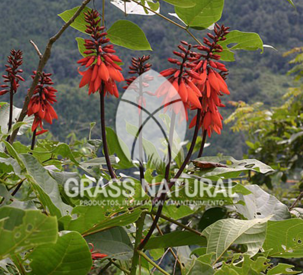 tipos de jardineria,jardineria cursos,servicio de jardineria,importancia de jardineria,jardineria herramientas,jardineria y plantas,jardineria y paisajismo,jardineria macetas,tipos de jardineria,jardineria cursos,servicio de jardineria,importancia de jardineria,jardineria herramientas,jardineria y plantas,jardineria y paisajismo,jardineria macetas,instalacion de grass sintetico pdf,como instalar grass sintetico,instalacion de grass natural,grass sintetico deportivo,grass sintetico decorativo,como colocar cesped sintetico para canchas,instalacion de grass sintetico sobre losa de concreto,procedimiento de instalacion de grass sintetico,como poner pasto natural,cómo preparar la tierra para poner pasto en rollo,como plantar cesped en tierra dura,venta de grass natural en huancayo,grass americano,como hacer panes de cesped caseros,como instalar grama,cesped en rollo,grass americano promart,grass americano descripcion,venta de grass americano en huachipa,grass japones,grass paspalum,grass americano chaclacayo,grass natural precio maestro,grass americano en lurin,grass paspalum lima,semilla grass paspalum,pasto paspalum caracteristicas,grass americano,grass bermuda,pasto paspalum precio,diferencia entre grass americano y paspalum,tipos de grass,semillas de cesped para jardin,pasto que no necesita corte,tipos de cesped para canchas de futbol,tipos de pasto para sombra,cesped caracteristicas,tipos de pasto san agustin,cesped natural para jardin,cesped kikuyo,como poner pasto natural,cómo preparar la tierra para poner pasto en rollo,como plantar cesped en tierra dura,venta de grass natural en huancayo,grass americano,como hacer panes de cesped caseros,como instalar grama,cesped en rollo,cómo preparar la tierra para poner pasto en rollo,como poner pasto en semilla,pasto alfombra natural,como sembrar pasto alfombra,cuidado del pasto en rollo recien plantado,instalacion de cesped natural,pasto sintetico,pasto chino cuidados,cómo preparar la tierra para poner pasto en rollo,como poner pasto en semilla,pasto alfombra natural,como sembrar pasto alfombra,cuidado del pasto en rollo recien plantado,instalacion de cesped natural,pasto sintetico,pasto chino cuidados,venta de plantas al por mayor,venta de plantas ornamentales en lima,venta de plantas de flores,venta de plantas en trujillo,venta de plantas por internet,venta de plantas en piura,viveros en lurin,viveros en lurin pachacamac,venta de plantas al por mayor,venta de plantas ornamentales en lima,viveros en lurin,viveros en la molina,viveros en lurin pachacamac,flor de loto venta peru,viveros en chorrillos ,venta de plantas online,venta de plantas al por mayor en lima,venta de plantas ornamentales,venta de plantas de flores,viveros en lurin,venta de plantas en magdalena,venta de plantas online,viveros en lurin pachacamac,viveros en la molina,venta de grass natural en lurin,venta de grass natural en puente piedra,grass natural precio maestro,venta de grass japones en lima,venta de grass natural en piura,venta de grass natural en comas,semilla de grass,venta de grass chino en lima,semilla grass bermuda black jack,grass americano,semillas de cesped para jardin,grass natural precio maestro,grass natural promart,crecimiento de grass,grass para parques,venta de cesped natural,venta de grass natural en lurin,venta de grass natural en puente piedra,grass natural precio maestro,venta de grass japones en lima,venta de grass natural en piura,venta de grass natural en comas,venta de grass sintetico,venta de grass chino en lima,venta de grass natural en lurin,venta de grass natural en puente piedra,grass natural precio maestro,venta de grass japones en lima,venta de grass natural en piura,venta de grass natural en comas,venta de grass sintetico,venta de grass chino en lima